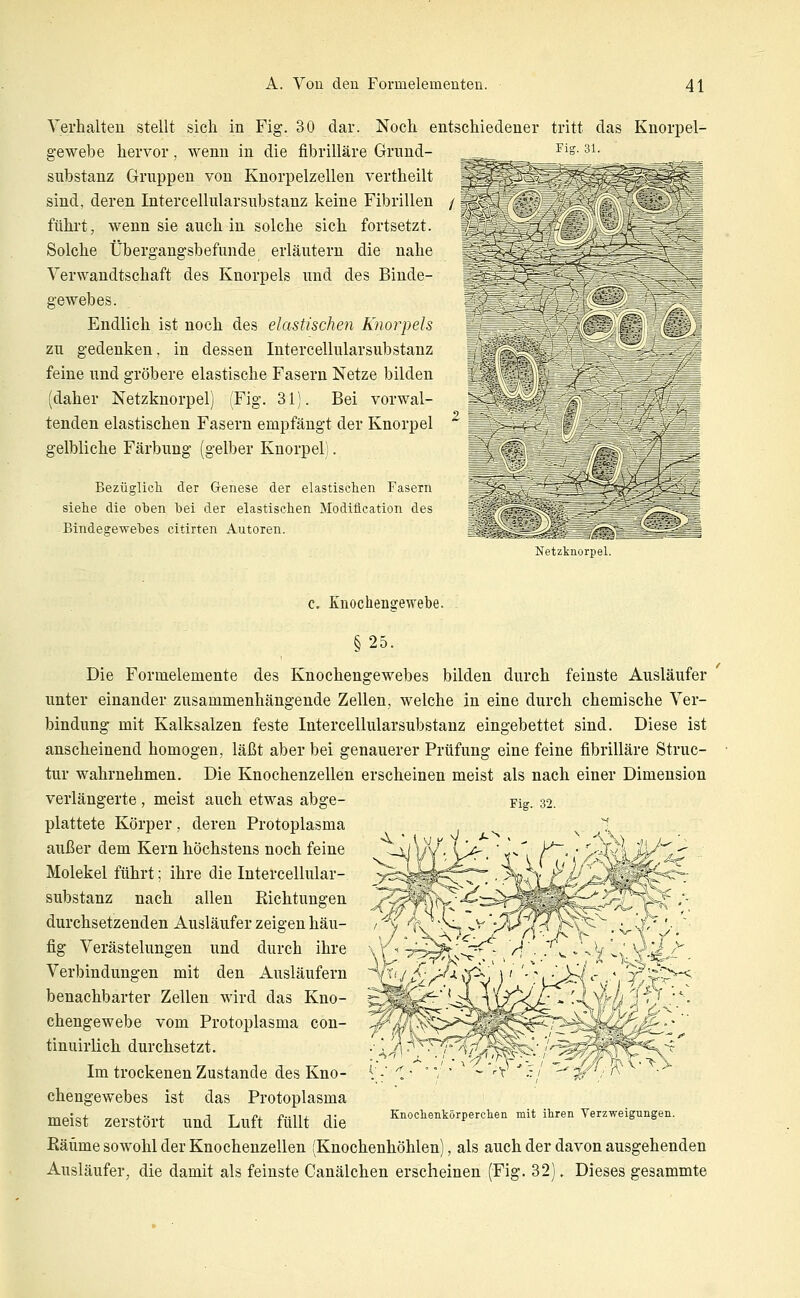 Yerhalteu stellt sich in Fig. 30 dar. Noch entschiedener gewebe hervor, wenn in die fibrilläre Grund- substanz Gruppen von Knorpelzellen vertheilt sind, deren Intercellularsubstanz keine Fibrillen führt, wenn sie auch in solche sich fortsetzt. Solche Übergangsbefunde erläutern die nahe Verwandtschaft des Knorpels und des Binde- gewebes. Endlich ist noch des elastischen Knorpels zu gedenken, in dessen Intercellularsubstanz feine und gröbere elastische Fasern Netze bilden (daher Netzknorpel) (Fig. 31). Bei vorwal- tenden elastischen Fasern empfängt der Knorpel gelbliche Färbung (gelber Knorpel). Bezüglicli der Genese der elastischen Fasern siehe die oben bei der elastischen Modiücation des Bindegewebes citirten Autoren. tritt das Fig. 31. Knorpel- Netzknorpel. Fig. 32. c. Knochengewebe. §25. Die Formelemente des Knochengewebes bilden durch feinste Ausläufer unter einander zusammenhängende Zellen, welche in eine durch chemische Ver- bindung mit Kalksalzen feste Intercellularsubstanz eingebettet sind. Diese ist ansclieinend homogen, läßt aber bei genauerer Prüfung eine feine fibrilläre Struc- ■ tur wahrnehmen. Die Knochenzellen erscheinen meist als nach einer Dimension verlängerte , meist auch etwas abge- plattete Körper, deren Protoplasma außer dem Kern höchstens noch feine Molekel führt; ihre die Intercellular- substanz nach allen Richtungen durchsetzenden Ausläufer zeigen häu- fig Verästelungen und durch ihre Verbindungen mit den Ausläufern benachbarter Zellen wird das Kno- chengewebe vom Protoplasma con- tinuirlich durchsetzt. Im trockenen Zustande des Kno- chengewebes ist das Protoplasma meist zerstört und Luft füllt die Knochenkörperclieii mit ihren Verzweigungen. Käüme sowohl der Knochenzellen (Knochenhöhlen), als auch der davon ausgehenden Ausläufer, die damit als feinste Canälchen erscheinen (Fig. 32). Dieses gesammte