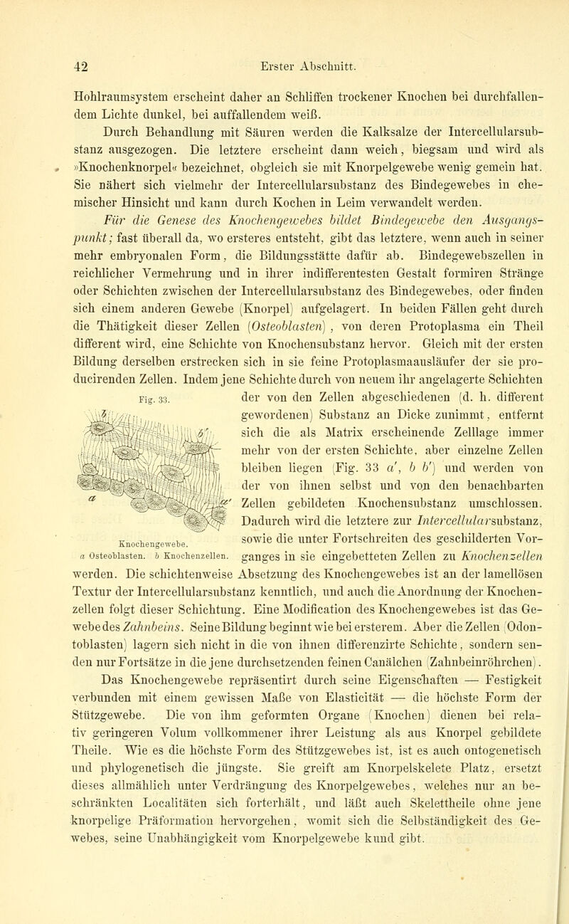 Hohlraumsystem erscheint daher an Schliffen trockener Knochen bei durchfallen- dem Lichte dunkel, bei auffallendem weiß. Durch Behandlung mit Säuren werden die Kalksalze der IntercellularSub- stanz ausgezogen. Die letztere erscheint dann weich, biegsam und wird als »Knochenknorpel« bezeichnet, obgleich sie mit Knorpelgewebe wenig gemein hat. Sie nähert sich vielmehr der Intercellularsubstanz des Bindegewebes in che- mischer Hinsicht und kann durch Kochen in Leim verwandelt werden. Für die Genese des Knochengewehes bildet Bindegewehe den Ausgangs- punkt; fast überall da, wo ersteres entsteht, gibt das letztere, wenn auch in seiner mehr embryonalen Form, die Bildungsstätte dafür ab. Bindegewebszellen in reichlicher Vermehrung und in ihrer indifferentesten Gestalt formiren Stränge oder Schichten zwischen der Intercellularsubstanz des Bindegewebes, oder finden sich einem anderen Gewebe (Knorpel) aufgelagert. In beiden Fällen geht durch die Thätigkeit dieser Zellen [Osteoblasten] , von deren Protoplasma ein Theil different wird, eine Schichte von Knochensubstanz hervor. Gleich mit der ersten Bildung derselben erstrecken sich in sie feine Protoplasmaausläufer der sie pro- ducirenden Zellen. Indem jene Schichte durch von neuem ihr angelagerte Schichten der von den Zellen abgeschiedenen (d. h. different gewordenen) Substanz an Dicke zunimmt, entfernt sich die als Matrix erscheinende Zelllage immer mehr von der ersten Schichte, aber einzelne Zellen bleiben liegen (Fig. 33 a', b b'] und werden von der von ihnen selbst und voji den benachbarten Zellen gebildeten Knochensubstanz umschlossen. Dadurch wird die letztere zur IntercellularBuh&tanz, Knochengewebe sowic die uuter Fortschreiten des geschilderten Vor- a Osteoblasten, ö Knochenzellen, gauges in sic eingebetteten Zellen zu Knochenzellen werden. Die schichtenweise Absetzung des Knochengewebes ist an der lamellösen Textur der Intercellularsubstanz kenntlich, und auch die Anordnung der Knochen- zellen folgt dieser Schichtung. Eine Modification des Knochengewebes ist das Ge- v^ebeäes Zahnbeins. SeineBildung beginnt wie bei ersterem. Aber die Zellen (Odon- toblasten) lagern sich nicht in die von ihnen diflfereuzirte Schichte, sondern sen- den nur Fortsätze in die jene durchsetzenden feinen Canälchen (Zahnbeinröhrchen). Das Knochengewebe repräsentirt durch seine EigenscTiaften — Festigkeit verbunden mit einem gewissen Maße von Elasticität — die höchste Form der Stützgewebe. Die von ihm geformten Organe (Knochen) dienen bei rela- tiv geringeren Volum vollkommener ihrer Leistung als aus Knorpel gebildete Theile. Wie es die höchste Form des Stützgewebes ist, ist es auch ontogenetisch und phylogenetisch die jüngste. Sie greift am Knorpelskelete Platz, ersetzt dieses allmählich unter Verdrängung des Knorpelgewebes, welches nur an be- schränkten Localitäten sich forterhält, und läßt auch Skelettheile ohne jene knorpelige Präformatiou hervorgehen, womit sich die Selbständigkeit des Ge- webes, seine Unabhängigkeit vom Knorpelgewebe kund gibt.