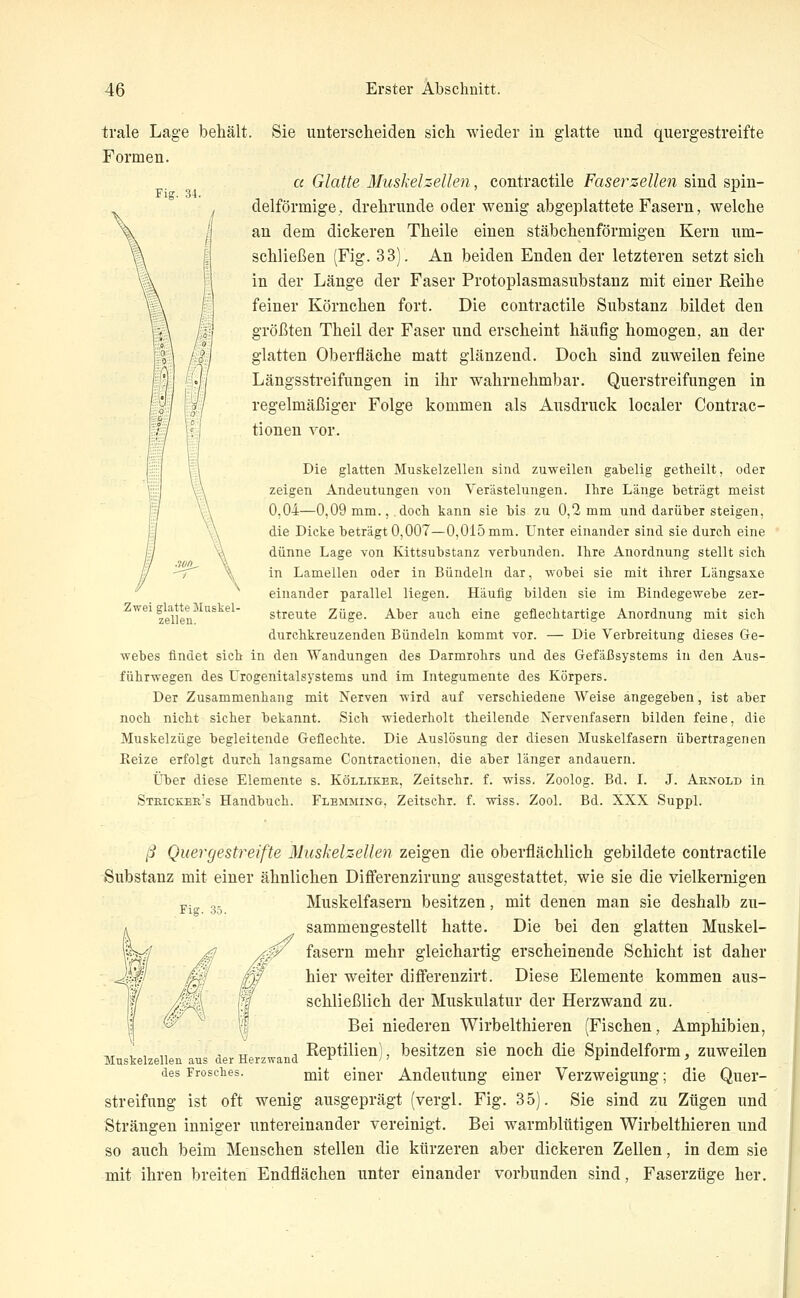 trale Lag-e behält. Sie unterscheiden sich wieder in glatte und quergestreifte Formen. a Glatte Muskelzellen, contractile Faserzellen sind spin- delförmige, drehrunde oder wenig abgeplattete Fasern, welche an dem dickeren Theile einen stäbchenförmigen Kern um- schließen (Fig. 33). An beiden Enden der letzteren setzt sich in der Länge der Faser Protoplasmasubstanz mit einer Reihe feiner Körnchen fort. Die contractile Substanz bildet den größten Theil der Faser und erscheint häufig homogen, an der glatten Oberfläche matt glänzend. Doch sind zmveilen feine Längsstreifungen in ihr wahrnehmbar. Querstreifungen in regelmäßiger Folge kommen als Ausdruck localer Contrac- tioneu vor. Die glatten Muskelzelleii sind zuweilen gabelig getheilt, oder zeigen Andeutungen von Verästelungen. Ihre Länge beträgt meist 0,04—0,09 mm., doch kann sie bis zu 0,2 mm und darüber steigen, die Dicke beträgt 0,007—0,015 mm. Unter einander sind sie durch eine dünne Lage von Kittsubstanz verbunden. Ihre Anordnung stellt sich in Lamellen oder in Bündeln dar, wobei sie mit ihrer Längsaxe einander parallel liegen. Häufig bilden sie im Bindegewebe zer- streute Züge. Aber auch eine geflechtartige Anordnung mit sich durchkreuzenden Bündeln kommt vor. — Die Verbreitung dieses Ge- webes findet sich in den Wandungen des Darmrohrs und des Gefäßsystems in den Aus- führwegen des Urogenitalsystems und im Integumente des Körpers. Der Zusammenhang mit Nerven wird auf verschiedene Weise angegeben, ist aber noch nicht sicher bekannt. Sich wiederholt theilende Nervenfasern bilden feine, die Muskelzüge begleitende Geflechte. Die Auslösung der diesen Muskelfasern übertragenen Reize erfolgt durch langsame Contractionen, die aber länger andauern. Über diese Elemente s. Kölliker, Zeitschr. f. wiss. Zoolog. Bd. I. J. Arnold in Strickee's Handbuch. Flemming, Zeitschr. f. wiss. Zool. Bd. XXX Suppl. Zwei glatte Muskel- zellen. Fig. 35. ß Quergestreifte Mnskelzellen zeigen die oberflächlich gebildete contractile Substanz mit einer ähnlichen Differenzirung ausgestattet, wie sie die vielkernigen Muskelfasern besitzen, mit denen man sie deshalb zu- sammengestellt hatte. Die bei den glatten Muskel- fasern mehr gleichartig erscheinende Schicht ist daher hier weiter differenzirt. Diese Elemente kommen aus- schließlich der Muskulatur der Herzwand zu. Bei niederen Wirbelthieren (Fischen, Amphibien, Reptilien), besitzen sie noch die Spindelform, zuweilen des Frosches. jj^jt einer Andeutung einer Verzweigung; die Quer- streifung ist oft wenig ausgeprägt (vergl. Fig. 35). Sie sind zu Zügen und Strängen inniger untereinander vereinigt. Bei warmblütigen Wirbelthieren und so auch beim Menschen stellen die kürzeren aber dickeren Zellen, in dem sie mit ihren breiten Endflächen unter einander vorbunden sind, Faserzüge her. Mnskelzellen aus der Herzwand