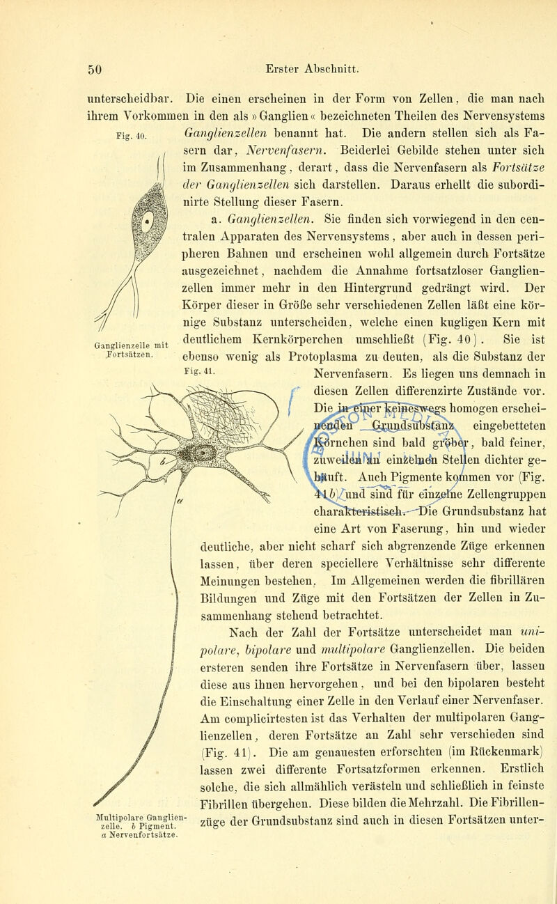 G-anglienzelle mit Fortsätzen. untersclieidbar. Die einen erscheinen in der Form von Zellen, die man nach ihrem Vorkommen in den als » Ganglien« bezeichneten Theilen des Nervensystems Fig. 40. Ganglienzellen benannt hat. Die andern stellen sich als Fa- sern dar, Nervenfasern. Beiderlei Gebilde stehen unter sich im Zusammenhang, derart, dass die Nervenfasern als Fortsätze der Ganglienzellen sich darstellen. Daraus erhellt die subordi- nirte Stellung dieser Fasern. a. Ganglienzelleji. Sie finden sich vorwiegend in den cen- tralen Apparaten des Nervensystems , aber auch in dessen peri- pheren Bahnen und erscheinen wohl allgemein durch Fortsätze ausgezeichnet, nachdem die Annahme fortsatzloser Ganglien- zellen immer mehr in den Hintergrund gedrängt wird. Der Körper dieser in Größe sehr verschiedenen Zellen läßt eine kör- nige Substanz unterscheiden, welche einen kugligen Kern mit deutlichem Kernkörperchen umschließt (Fig. 40). Sie ist ebenso wenig als Protoplasma zu deuten, als die Substanz der ^^s-41. Nervenfasern. Es liegen uns demnach in diesen Zellen diflferenzirte Zustände vor. DieJHrig^r^ei^eSwe^ homogen erschei- ueoä^Sn JL^updsubBtäni^ eingebetteten Körnchen sind bald grober, bald feiner, zuweilen au ein^bl^^n Stellen dichter ge- häuft. Auch Pigmente kq^men vor (Fig. ö)/und sind für einz.©the Zellengruppen charafet«risti.sehT-^Die Grundsubstanz hat eine Art von Faserung, hin und wieder deutliche, aber nicht scharf sich abgrenzende Züge erkennen lassen, über deren speciellere Verhältnisse sehr differente Meinungen bestehen. Im Allgemeinen werden die fibrillären Bildungen und Züge mit den Fortsätzen der Zellen in Zu- sammenhang stehend betrachtet. Nach der Zahl der Fortsätze unterscheidet man uni- polare^ bipolare und multipolare Ganglienzellen. Die beiden ersteren senden ihre Fortsätze in Nervenfasern über, lassen diese aus ihnen hervorgehen, und bei den bipolaren besteht die Einschaltung einer Zelle in den Verlauf einer Nervenfaser. Am complicirtesten ist das Verhalten der multipolaren Gang- lienzellen, deren Fortsätze an Zahl sehr verschieden sind (Fig. 41). Die am genauesten erforschten (im Rückenmark) lassen zwei differente Fortsatzformen erkennen. Erstlich solche, die sich allmählich verästeln und schließlich in feinste Fibrillen übergehen. Diese bilden die Mehrzahl. Die Fibrillen- ^S°^pi?m?nt.'' Züge der Grundsubstanz sind auch in diesen Fortsätzen unter- a Nervenfortsätze.