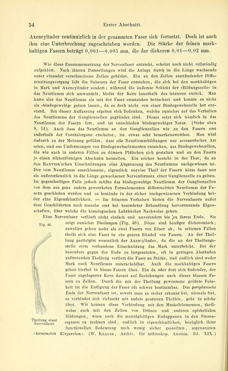 Axencylinder continuirlich in der gesammten Faser sich fortsetzt. Doch ist auch ihm eine Unterbrechung- zugeschrieben worden. Die Stärke der feinen mark- haltigen Fasern beträgt 0,001—0,005 mm, die der dickeren 0,01—0,02 mm. Wie diese Zusammensetzung der Nervenfaser entsteht, scheint noch nicht vollständig aufgeklärt. Nach älteren Darstellungen wird die Anlage durch in die Länge wachsende Tinter einander verschmolzene Zellen gehildet. Ein an den Zellen stattfindender Diffe- renzirungsvorgang läßt die Substanz der Faser entstehen, die sich bei den markhaltigen in Mark und Axencylinder sondert; während die äußerste Schicht der »Bildungszelle« in das Neurilemm sich umwandelt, bleibt der Kern innerhalb des letzteren zurück. Man hatte also das Neurilemm als mit der Faser entstanden betrachtet und konnte es nicht als »bindegewebig« gelten lassen, da es doch nicht von einer Bindegewebszelle her ent- stand. Bei dieser Auffassung ergeben sich Bedenken, welche zunächst auf das Verhalten des Neurilemms der Ganglienzellen gegründet sind. Dieses setzt sich nämlich in das Neurilemm der Fasern fort, und ist entschieden bindegewebiger Natur. (Siehe oben S. 51). Auch dass das Neurilemm an den Ganglienzellen wie an den Fasern erst außerhalb der Centralorgane erscheint, ist etwas sehr bemerkenswerthes. Man wird dadurch zu der Meinung geführt, dass alle Neurilemmbildungen nur accessorischer Art seien, und aus Umformungen von Bindegewebselementen entstehen, aus Bindegewebszellen, die wie auch in anderen Fällen zu dünnen Plättchen sich gestalten und an den Fasern je einen röhrenförmigen Abschnitt herstellen. Ein solcher besteht in der That, da an den RANViER'schen Einschnürungen eine Abgrenzung des Neurilemms nachgewiesen ist. Der vom Neurilemm umschlossene, eigentlich nervöse Theil der Fasern hätte dann nur als außerordentlich in die Länge gewachsener Nervenfortsatz einer Ganglienzelle zu gelten. Im gegentheiligen Falle jedoch müßte das bindegewebige Neurilemm der Ganglienzellen Yon dem aus ganz anders gewertheten Formelementen differenzirten Neurilemm der Fa- sern geschieden werden und es bestände in der sicher nachgewiesenen Verbindung bei- der eine Elgenthümlichkeit. — Im feineren Verhalten bieten die Nervenfasern außer dem Geschilderten noch manche erst bei besonderer Behandlung hervortretende Eigen- schaften, über welche die histologischen Lehrbücher Nachweise geben. Eine Nervenfaser verläuft nicht einfach und unverändert bis [zu ihrem Ende. Sie zeigt zunächst Theilungen (Fig. 46). Diese sind häufiger dichotomiseh; zuweilen gehen mehr als zwei Fasern von Einer ab, in seltenen Fällen theilt sich eine Faser in ein ganzes Bündel von Fasern. An der Thei- lung participirt wesentlich der Axencylinder, da die an der Theilungs- stelle stets vorhandene Einschnürung das Mark unterbricht. Bei der besonders gegen das Ende zu fortgesetzten, oft in geringen Abständen auftretenden Theilung verliert die Faser an Stärke, und endlich sind weder Mark noch Neurilemm unterscheidbar. Auch die markhaltigen Fasern gehen hierbei in blasse Fasern über. Ein da oder dort sich findender, der Faser angelagerter Kern deutet auf Beziehungen auch dieser blassen Fa- sern zu Zellen. Durch die mit der Theilung gewonnene größere Fein- heit ist die Endigung der Faser oft schwer bestimmbar. Das peripherische Ende der Nervenfaser ist, soweit man es sicher erkannt hat, niemals frei, es verbindet sich vielmehr mit anders gearteten Theilen, geht in solche über. Wir kennen diese Verbindung mit den Muskelelementen, theil- weise auch mit den Zellen von Drüsen und anderen epithelialen Bildungen, wozu auch die mannigfaltigen Endapparate in den Sinnes- organen zu rechnen sind, endlich in eigenthümlichen, bezüglich ihrer functionellen Bedeutung noch wenig sicher gestellten, sogenannten »terminalen Körperchen». (W. Kbause , Archiv, für mikroskop. Anatom. ,Bd. XIX.) Fig. 46. Theilung einer Nervenfaser.