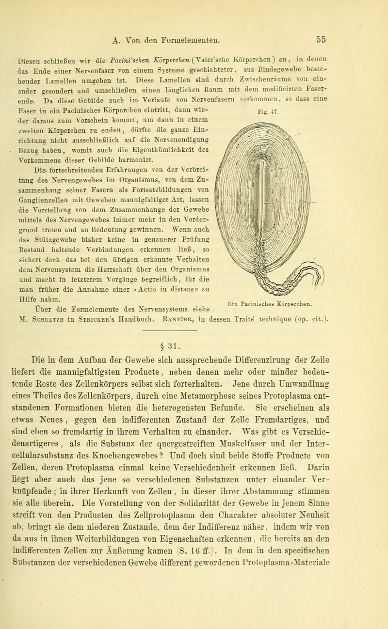 Diesen scMießen vnr die Tacini'sehen Körperchen (Ya.tei'sehe Körperchen) an, in denen das Ende einer Nervenfaser von einem Systeme gescMchteter, aus Bindege-welie teste- hender Lamellen umgeben ist. Diese Lamellen sind durch Zxnsclienräume von ein- ander gesondert und umschließen einen länglichen Raum mit dem modiücirten Faser- ende. Da diese Gebilde auch im Verlaufe von Nervenfasern vorkommen, so dass eine rig. 47 Faser in ein Pacinisches Körperchen eintritt, dann wie- der daraus zum Yorschein kommt, um dann in einem zweiten Körperchen zu enden, dürfte die ganze Ein- richtung nicht ausschließlich auf die Nervenendigung Bezug hahen, womit auch die Eigenthümlichkeit des Vorkommens dieser Gebilde harmonirt. Die- fortschreitenden Erfahrungen von der Verbrei- tung des Nervengewebes im Organismus, von dem Zu- sammenhang seiner Fasern als Fortsatzbildungen von Ganglienzellen mit Geweben mannigfaltiger Art, lassen die Vorstellung von dem Zusammenhange der Gewebe mittels des Nervengewebes immer mehr in den Vorder- grund treten und an Bedeutung gewinnen. Wenn auch das Stützgewebe bisher keine in genauerer Prüfung Bestand haltende Verbindungen erkennen ließ, so sichert doch das bei den übrigen erkannte Verhalten dem Nervensystem die Herrschaft über den Organismus und macht in letzterem Vorgänge begreiflich, für die man früher die Annahme einer »Actio in distans« zu Hilfe nahm. Über die Formelemente des Nervensystems siehe M. ScHULTzB in Steickjeks Handbuch. Ranviee, in dessen Traite technique (op. cit.). Ein Pacinisches Körperclien. § 31. Die in dem Aufbau der Gewebe sich aussprechende Differenzirung der Zelle liefert die mannigfaltigsten Producte, neben denen mehr oder minder bedeu- tende Reste des Zellenkörpers selbst sich forterhalten. Jene durch Umwandlung eines Theiles des Zellenkörpers, durch eine Metamorphose seines Protoplasma ent- standenen Formationen bieten die heterogensten Befunde. Sie erscheinen als etwas Neues , gegen den indifferenten Zustand der Zelle Fremdartiges, und sind eben so fremdartig in ihrem Verhalten zu einander. Was gibt es Verschie- denartigeres , als die Substanz der quergestreiften Muskelfaser und der Inter- cellularsubstanz des Knochengewebes ? Und doch sind beide Stoffe Producte von Zellen, deren Protoplasma einmal keine Verschiedenheit erkennen ließ. Darin liegt aber auch das jene so verschiedenen Substanzen unter einander Ver- knüpfende ; in ihrer Herkunft von Zellen , in dieser ihrer Abstammung stimmen sie aUe überein. Die Vorstellung von der Solidarität der Gewebe in jenem Sinne streift von den Producten des Zellprotoplasma den Charakter absoluter Xeuheit ab, bringt sie dem niederen Zustande^ dem der Indifferenz näher, indem wir von da aus in ihnen Weiterbildungen von Eigenschaften erkennen, die bereits an den indifferenten Zellen zur Äußerung kamen S. 16 ff. . In dem in den specifischen Substanzen der verschiedenen Gewebe different gewordenen Protoplasma-Materiale