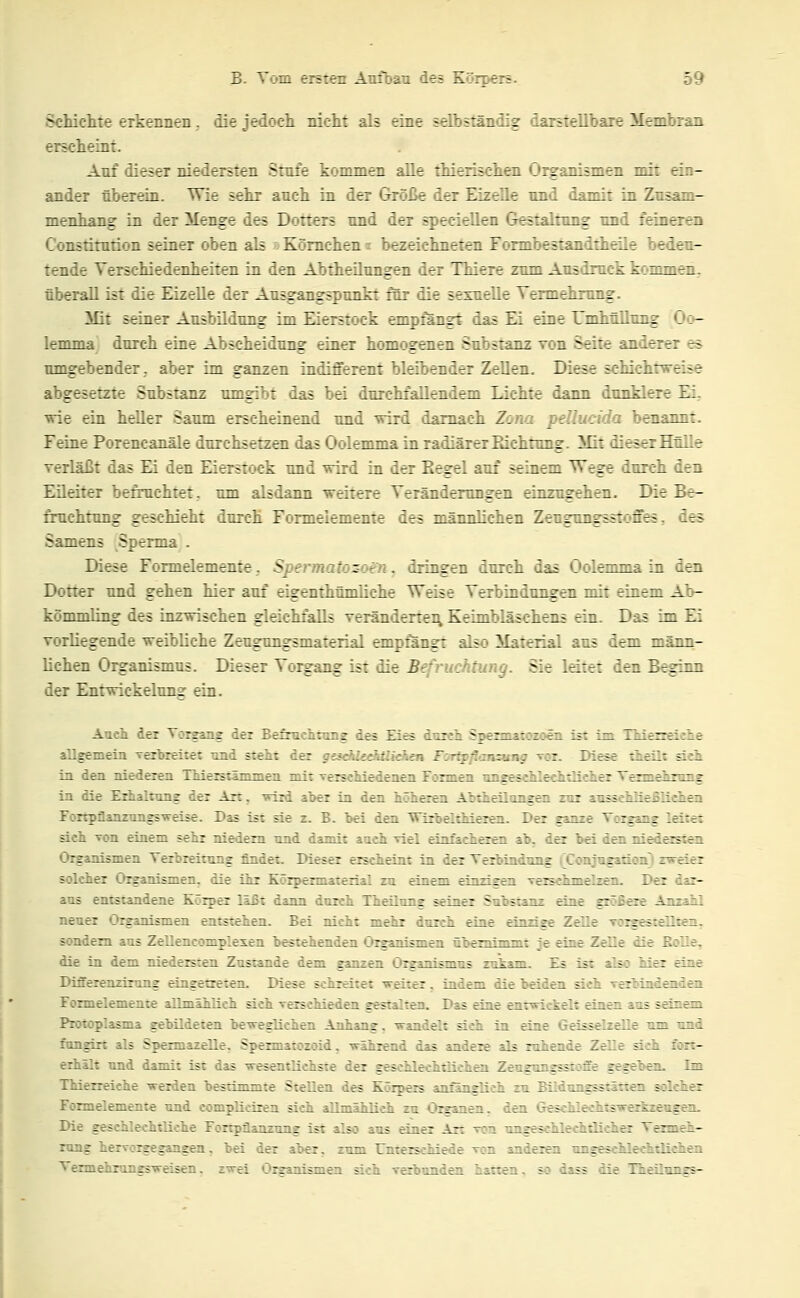 Schiclite erkennen, die jedoch nicht als eine selbständig darstellbare Membran erscheint. Anf dieser niedersten Stufe kommen alle thierischen Organismen mit ein- ander nberein. Wie sehr anch in der Größe der Eizelle nnd damit in Znsam- menhang in der Menge des Dotters nnd der specieRen Gestaltung nnd feineren Constitution seiner oben als Kömchen i bezeichneten Formbestandtheile bedeu- tende Yerschiedenheiten in den Abtheilungen der Thiere zum Ausdruck kommen, überall ist die EizeEe der Ausgangspunkt för die sexuelle Vermehrung. Mit seiner Ausbildung im Eierstock empfangt das Ei eine Umhüllung Oo- lemma durch eine Abscheidung einer homogenen Substanz ron Seite anderer es timgebender; aber im ganzen indifferent bleibender Zellen, Diese schichtweise abgesetzte Substanz umgibt das bei durchfallendem Lichte dann dunklere Ei.. wie ein heller Saum erscheinend und wird darnach Zona pellucida benannt. Feine Porencanale durchsetzen das Oolemma in radiärer Bichtimg. Mit dieser Hülle verläßt das Ei den Eierstock und wird in der Eegel auf seinem Wege durch den Eileiter befruchtet, um alsdann weitere Veränderungen einzugehen. Die Be- fimchtung geschieht durch Formelemente des männlichen Zeugungsstoffes, des Samens Sperma . Diese Formelemente, Spermato:soen. dringen durch das Oolemma in den Dotter und gehen hier auf eigenthümliche Weise Verbindungen mit einem Ab- kömmling des inzwischen gleichfalls verändertei^ Keimbläschens ein. Das im Ei vorliegende weibliche Zeugungsmaterial empfangt also Material aus dem männ- lichen Organismus. Dieser Vorgang ist die Befruchtung. Sie leitet den Beginn der Entwickelung ein. Auch, der Vorsang der BefmcliTOiis des Eies duirii ST>ema::z:-crL isi in TMeneielie allgemeia Terbreitet imd sielix der gtsdileditUchen F:-j^:rz..r: ;: Ilese Lheüt äch ia den niederen TMersiämmen mit verscMedenen Forziiii - ----- ^ - - -t Vp-CTmp|,TTrng in die Erhalrang der Axt. TrLrd aber in den liölieren AbtiieÜTinsen ; : :•- :; iiken Forrpflanznngsweise. Das ist sie z. B. bei den WixbeltMeren. Der iriz^r  z^i::; leitet sich Ton einem selir niedern und damit aaeh Tiel einfadieren ab. der bei den niedersten Organismen Teibreitnng findet. Dieser erscheint in der Verbindnng (Conjngation} zweier solcher Organismen, die ihi Körpermaterial zu einem einzigen versclimelzen. Der dar- aus entstandene Körper läußt dann duieh. Theilnng seiner Substanz eine sxöfiere ATizahl neuer Organismen entstehen. Bei nicht mehr durch eine einziee Zelle vorgestellten. sondern aus Zellencomplexen bestehenden Organismen übernimmt je eine Zelle die Eolle. die in dem niedersten Zustande dem ganzen Organismus zukam. Es ist also hier eine Differenzirung eingetreten. Diese schreitet veitex. indem die beiden sieh verbindenden Eormelemente allmählich sich Terschieden gestalten. Das eine entwickelt einen aus seinem Protoplasma gebildeten beweglichen Anhang. wandelt sich in eine Geisseizelle um. und fungirt als Spermazelle. Spermatozoid. während das andere als ruhende Zelle sich fort- erhält und damit ist das wesentlichste der geschlechtlichen Zeugungsstone gegeben. Im Thierreiche werden bestimmte Stellen des Körpers anflnglieh zu Bildungsstätten solcher Formelemente und compliciren sich allmählich zu O^anen. den GeschlechtswerkzeiigeQ- Die geschlechtliche Fortpflanzung ist also aus einer Axt von ungeschlechäicher Tenneh- rung hervorgegangen, bei der aber, zum Unterschiede von anderen ungeschlechtlichen Vennehx'ingsweisen. zwei Organismen sich verbunden hatten, so dass die ThefloTTgs-