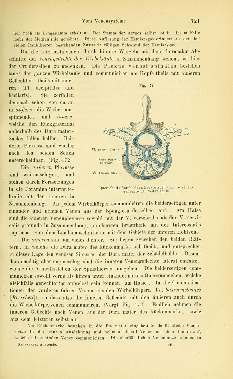 PI. venös, int PI. venös, ext licli noch als Längsstamm erhalten. Der Stamm der Azygos selbst ist in diesem Falle mehr der Medianlinie genähert. Diese Auflösung der Hemiazygos erinnert an den bei vielen Raubthieren bestehenden Zustand: völligen Sehwund der Hemiazygos. Da die Intercostalvenen durch hintere Wurzeln mit dem thoracalen Ab- schnitte der Venengeflechte der Wirbelsäule in Zusammenhang stehen, ist hier der Ort derselben zu gedenken. Die Plexus venosi spinales bestehen längs der ganzen Wirbelsäule und communiciren am Kopfe theils mit äußeren Geflechten, theils mit inne- ren (PI. occipitalis und '^' basilaris). Sie zerfallen demnach schon von da an in äußere, die Wirbel um- spinnende , und innere, welche den Rückgratcanal außerhalb des Dura mater- Sackes füllen helfen. Bei- derlei Plexusse sind wieder nach den beiden Seiten unterscheidbar. (Fig. 472). Die äußeren Plexusse sind weitmaschiger, und stehen durch Fortsetzungen in die Foramina interverte- bralia mit den inneren in Zusammenhang. An jedem Wirbelkörper communiciren die beiderseitigen unter einander und nehmen Venen aus der Spongiosa desselben auf. Am Halse sind die äußeren Venenplexusse sowohl mit der V. vertebralis als der V. cervi- calis profunda in Zusammenhang, am obersten Brusttheile mit der Intercostalis suprema, von dem Lendenabschnitte an mit dem Gebiete der unteren Hohlvene. Die inneren sind um vieles dichter. Sie liegen zwischen den beiden Blät- tern , in welche die Dura mater des Rückenmarks sich theilt, und entsprechen in dieser Lage den venösen Sinussen der Dura mater der Schädelhöhle. Beson- ders mächtig aber engmaschig sind die inneren Venengeflechte lateral entfaltet, wo sie die Austrittsstellen der Spinalnerven umgeben. Die beiderseitigen com- municiren sowohl vorne als hinten unter einander mittels Querstämmchen, welche gleichfalls geflechtartig aufgelöst sein können (am Halse). In die Communica- tionen der vorderen führen Venen aus den Wirbelkörpern [Vv. basivertebrales [Brescheti]], so dass also die fnneren Geflechte mit den äußeren auch durch die Wirbelkörpervenen communiciren. (Vergl. Fig. 472). Endlich nehmen die inneren Geflechte noch Venen aus der Dura mater des Rückenmarks, sowie aus dem letzteren selbst auf. Am Rückenmarke bestehen in die Pia mater eingebettete oberflächliche Venen- netze in der ganzen Ausdehnung und nehmen überall Venen aus dem Innern auf, -welche mit centralen Venen communiciren. Die oberflächlichen Venennetze münden in Gf.ge>-bauk, Anatomie, 46 Quersclmitt durcli einen Bruf?twirbel und die Venen- gefleohte der Wirtelsäule.