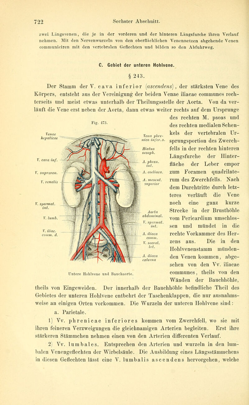 zwei Längsvenen, die je in der Torderen und der hinteren Längsfurche ihren Verlauf nehmen. Mit den Nervenwurzeln von den oberflächlichen Venennetzen abgehende Venen communiciren mit den vertebralen Geflechten und bilden so den Abfuhrweg. Fig. 473. Jena phre- nica infer.s. C. Gebiet der unteren Hohlvene. § 243. Der Stamm der V. cava inferior [ascendens], der stärksten Vene des Körpers, entsteht aus der Vereinigung der beiden Venae iliacae communes rech- terseits und meist etwas unterhalb der Theilungsstelle der Aorta. Von da ver- läuft die Vene erst neben der Aorta, dann etwas weiter rechts auf dem Ursprünge des rechten M. psoas und des rechten medialen Schen- kels der vertebralen Ur- sprungsportion des Zwerch- fells in der rechten hinteren Längsfurche der Hinter- fläche der Leber empor zum Foramen quadrilate- rum des Zwerchfells. Nach dem Durchtritte durch letz- teres verläuft die Vene noch eine ganz kurze Strecke in der Brusthöhle vom Pericardium umschlos- sen und mündet in die rechte Vorkammer des Her- zens aus. Die in den Hohlvenenstamm münden- den Venen kommen, abge- sehen von den Vv. iliacae communes, theils von den Wänden der Bauchhöhle, theils von Eingeweiden. Der innerhalb der Bauchhöhle befindliche Theil des Gebietes der unteren Hohlvene entbehrt der Taschenklappen, die nur ausnahms- weise an einigen Orten vorkommen. Die Wurzeln der unteren Hohlvene sind: a. Parietale. 1) Vv. phrenicae inferiores kommen vom Zwerchfell, wo sie mit ihren feineren Verzweigungen die gleichnamigen Arterien begleiten. Erst ihre stärkeren Stämmchen nehmen einen von den Arterien diiferenten Verlauf. 2) Vv. lumbales. Entsprechen den Arterien und wurzeln in den lum- balen Venengeflechten der Wirbelsäule. Die Ausbildung eines Längsstämmchens in diesen Geflechten lässt eine V. lumbalis ascendens hervorgehen, welche 7. spermat int V. lumh V. iliac CO mm d üiaca externa Untere Hohlvene und Bauchaorte.