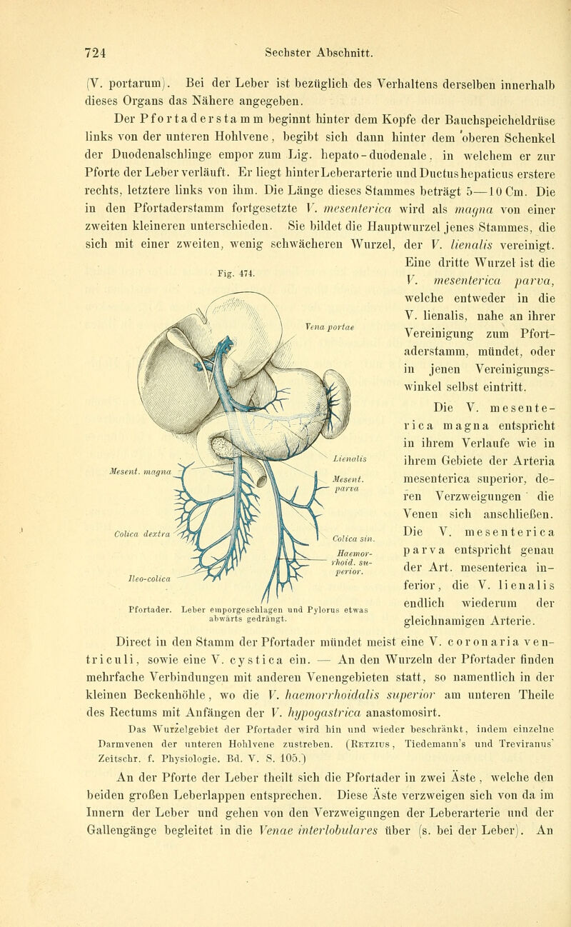 Yena portae (V. portanim). Bei der Leber ist bezüglich des Verhaltens derselben innerhalb dieses Organs das Nähere angegeben. Der Pfortader stamm beginnt hinter dem Kopfe der Banchspeicheldrüse links von der unteren Hohlvene, begibt sich dann hinter dem oberen Schenkel der Dnodenalschlinge empor 7Aim Lig. hepato-duodenale, in welchem er zur Pforte der Leber verläuft. Er liegt hinter Leberarterie und Ductus hepaticus erstere rechts, letztere links von ihm. Die Länge dieses Stammes beträgt 5—10 Cm. Die in den Pfortaderstamm fortgesetzte V. mesenterica wird als magna von einer zweiten kleineren unterschieden. Sie bildet die Hauptwurzel jenes Stammes, die sich mit einer zweiten, wenig schwächeren Wurzel, der V. lienalis vereinigt. Eine dritte Wurzel ist die Fig. 474. T/ V. mesenlerica parva, welche entweder in die V. lienalis, nahe an ihrer Vereinigung zum Pfort- aderstamm, mündet, oder in jenen Vereinigungs- winkel selbst eintritt. Die V. mesente- rica magna entspricht in ihrem Verlaufe wie in ihrem Gebiete der Arteria mesenterica superior, de- ren Verzweigungen die Venen sich anschließen. Die V. mesenterica parva entspricht genau der Art. mesenterica in- ferior, die V. lienalis endlich wiederum der gleichnamigen Arterie. Direct in den Stamm der Pfortader mündet meist eine V. coronaria ven- triculi, sowie eine V. cystica ein. — An den Wurzeln der Pfortader finden mehrfache Verbindungen mit anderen Venengebieten statt, so namentlich in der kleinen Beckenhöhle, wo die V. haemorrhoidalis superior am unteren Theile des Rectums mit Anfängen der V. hypogastrica anastomosirt. Das Wurzelgebiet der Pfortader -^^'ird hin und -wieder beschränkt, indem einzelne Darmvenen der nnteren Hohlvene zustreben. (Retzius , Tiedemann's und Treviranus' Zeitschr. f. Physiologie. Bd. V. S. 105.) An der Pforte der Leber theilt sich die Pfortader in zwei Äste , welche den beiden großen Leberlappen entsprechen. Diese Äste verzweigen sich von da im Innern der Leber und gehen von den Verzweigungen der Leberarterie und der Gallengänge begleitet in die Venae interlohulares über (s. bei der Leber). An Mesent magna Colica dextr lleo-colica Pfortader. Colica sin. Leber eniporgeschlagen und Pylorus etwas abwärts gedrängt.