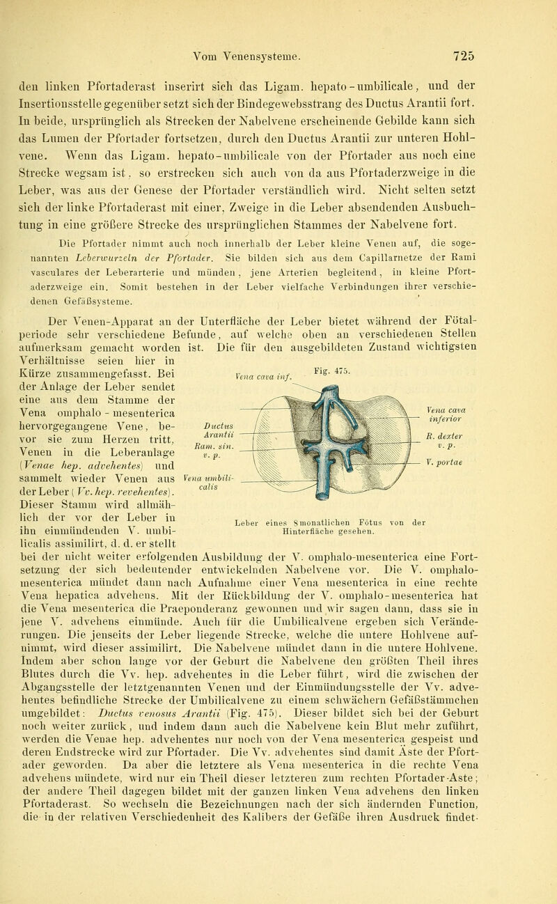 den linken Pfortaderast inserirt sich das Ligam. liepato -nmbilicale, und der Insertiousstelle gegenüber setzt sich der Bindegewebsstrang des Ductus Arantii fort. In beide, ursprünglich als Strecken der Nabelvene erscheinende Gebilde kann sich das Lumen der Pfortader fortsetzen, durch den Ductus Arantii zur unteren Hohl- vene. Wenn das Ligam. hepato-umbilicale von der Pfortader aus noch eine Strecke wegsam ist, so erstrecken sich auch von da aus Pfortaderzweige in die Leber, Avas aus der Genese der Pfortader verständlich wird. Nicht selten setzt sich der linke Pfortaderast mit einer, Zweige in die Leber absendenden Ausbuch- tung in eine größere Strecke des ursprünglichen Stammes der Nabelvene fort. Die Pfortader nimmt auch noch innerhalb der Leber kleine Venen auf, die soge- nannten Leberwurzeln der Pfortader. Sie bilden sich aus dem Capillarnetze der Rami vasculares der Leberarterie und münden, jene Arterien begleitend, in kleine Pfort- aderzweige ein. Somit bestehen in der Leber vielfache Verbindungen ihrer verschie- denen Gefäßsysteme. Der Venen-Apparat an der Unterfläche der Leber bietet während der Fütal- periode sehr verschiedene Befunde, auf welche oben an verschiedenen Stellen aufmerksam gemacht worden ist. Die für den ausgebildeten Zustand wichtigsten Verhältnisse seien hier in Fig. 475. Vena Cava inf. Y. portae Leber eines 8 monatlichen Fötus von der Hinterfiäclie gesellen. Kürze zusammengefasst. Bei der Anlage der Leber sendet eine aus dem Stamme der Vena omphalo - mesenterica hervorgegangene Vene, be- vor sie zum Herzen tritt, Venen in die Leberanlage [Venae hep. advehentes) und sammelt wieder Venen aus der Leber ( Vv. hep. revehentes). Dieser Stamm wird allmäh- lich der vor der Leber in ihn einmündenden V. umbi- licalis assimilirt, d. d. er stellt bei der nicht weiter erfolgenden Ansbildung der V. omphalo-mesenterica eine Fort- setzung der sich bedeutender entwickelnden Nabelvene vor. Die V. omphalo- mesenterica mündet dann nach Aufnahme einer Vena mesenterica in eine rechte Vena hepatica advehens. Mit der Eückbildung der V. omphalo-mesenterica hat die Vena mesenterica die Praeponderanz gewonnen nnd wir sagen dann, dass sie in jene V. advehens einmünde. Auch für die Umbilicalvene ergeben sich Verände- rungen. Die jenseits der Leber liegende Strecke, welche die untere Hohlvene auf- nimmt, wird dieser assimilirt. Die Nabelvene mündet dann in die untere Hohlvene. Indem aber schon lange vor der Geburt die Nabelvene den größten Theil ihres Blntes durch die Vv. hep. advehentes in die Leber führt, wird die zwischen der Abgangsstelle der letztgenannten Venen und der Einmündungssteile der Vv. adve- hentes befindliche Strecke der Umbilicalvene zu einem schwächern Gefäßstämmchen umgebildet: Ductus venosus Arcmtii (Fig. 475). Dieser bildet sieh bei der Geburt noch weiter zurück, und indem dann auch die Nabelvene kein Blut mehr zuführt, werden die Venae hep. advehentes nur noch von der Vena mesenterica gespeist und deren Endstrecke wird zur Pfortader. Die Vv. advehentes sind damit Aste der Pfort- ader geworden. Da aber die letztere als Vena mesenterica in die rechte Vena advehens mündete, wird nur ein Theil dieser letzteren zum rechten Pfortader Aste; der andere Theil dagegen bildet mit der ganzen linken Vena advehens den linken Pfortaderast. So wechseln die Bezeichnungen nach der sich ändernden Function, die in der relativen Verschiedenheit des Kalibers der Gefäße ihren Ausdruck findet-