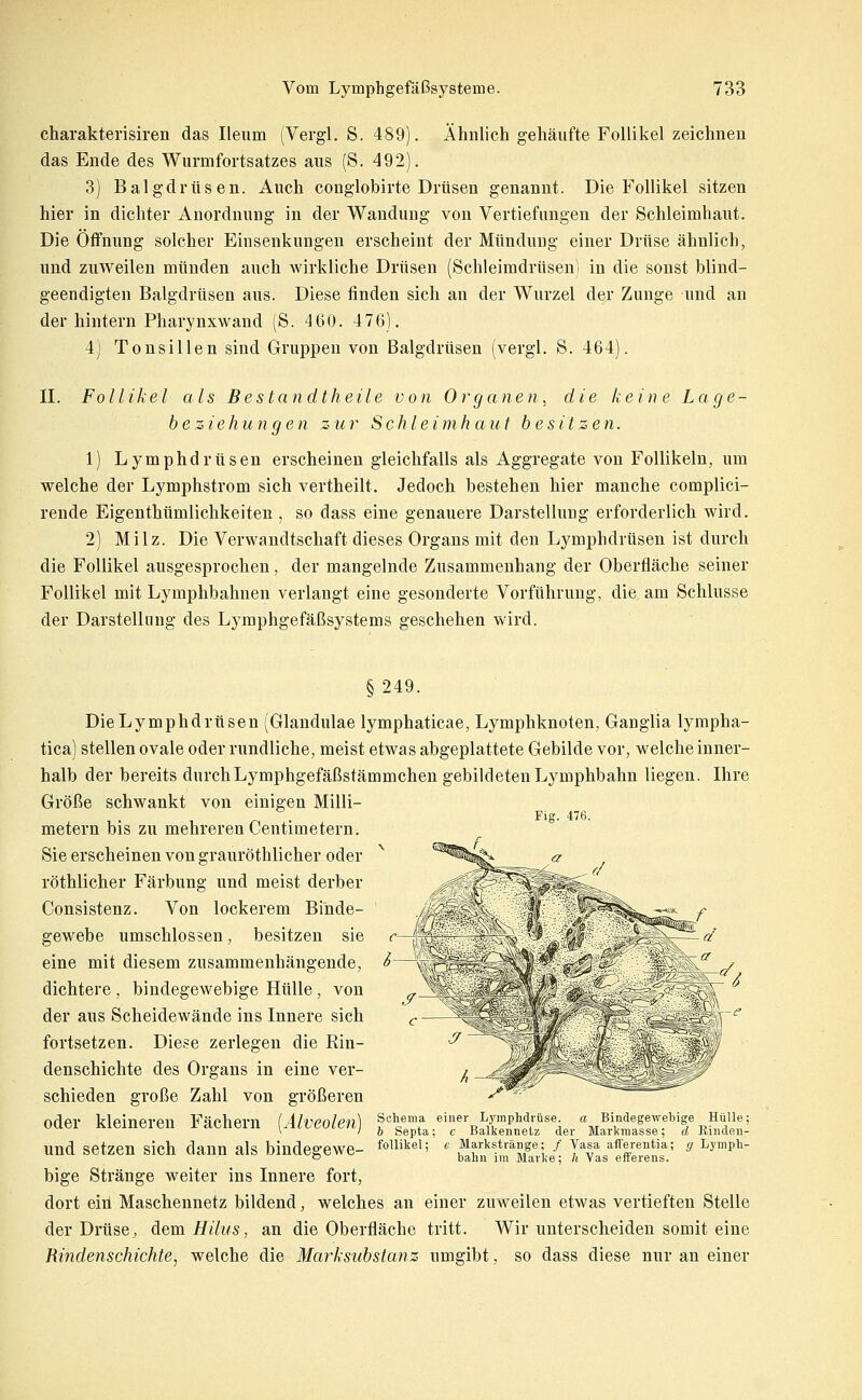 charakterisiren das Ileum (Vergl. S. 489). Ähnlich gehäufte Follikel zeichnen das Ende des Wurmfortsatzes aus (S. 492). 3) Balgdrüsen. Auch conglobirte Drüsen genannt. Die Follikel sitzen hier in dichter Anordnung in der Wandung von Vertiefungen der Schleimhaut. Die Öffnung solcher Eiusenkungen erscheint der Mündung einer Drüse ähnlich, und zuweilen münden auch wirkliche Drüsen (Schleimdrüsen) in die sonst blind- geendigten Balgdrüsen aus. Diese finden sich an der Wurzel der Zunge und an der hintern Pharynxwand (S. 4 60. 476). 4) Tonsillen sind Gruppen von Balgdrüsen (vergl. S. 464). IL Follikel als Bestandtheile von Organen, die keine Lage- he Ziehungen zur Schleimhaut besitzen. 1) Lymphdrüsen erscheinen gleichfalls als Aggregate von Follikeln, um welche der Lymphstrom sich vertheilt. Jedoch bestehen hier manche complici- rende Fjigenthümlichkeiten , so dass eine genauere Darstellung erforderlich wird. 2) Milz. Die Verwandtschaft dieses Organs mit den Lymphdrüsen ist durch die Follikel ausgesprochen, der mangelnde Zusammenhang der Oberfläche seiner Follikel mit Lymphbahnen verlangt eine gesonderte Vorführung, die am Schlüsse der Darstellung des Lymphgefäßsystems geschehen wird. §249. Die Lymphdrüsen (Glandulae lymphaticae, Lymphknoten, Ganglia lyrapha- tica) stellen ovale oder rundliche, meist etwas abgeplattete Gebilde vor, welche inner- halb der bereits durchLymphgefäßstämmchen gebildeten Lymphbahn liegen. Ihre Größe schwankt von einigen Milli- ^ . Fig. 476. metern bis zu mehreren Centimetern. Sie erscheinen von grauröthlicher oder röthlicher Färbung und meist derber Consistenz. Von lockerem Binde- gewebe umschlossen, besitzen sie eine mit diesem zusammenhängende, dichtere , bindegewebige Hülle, von der aus Scheidewände ins Innere sich fortsetzen. Diese zerlegen die Rin- denschichte des Organs in eine ver- schieden große Zahl von größeren oder kleineren Fächern [Alveolen) ^'^'i^'7 einer Lymphdrüse «Bindegewebige Hülle; '' ' h Septa; c Balkennetz der Markmasse; d Emden- und setzen sich dann als bindegewe- fo^^l^el; e Markstränge; / Vasa ail-erentia; g Lymph- o bann im Marke; /( Vas eiierens. bige Stränge weiter ins Innere fort, dort ein Maschennetz bildend, welches an einer zuweilen etwas vertieften Stelle der Drüse^ dem Hilus, an die Oberfläche tritt. Wir unterscheiden somit eine Rindenschichte^ welche die Marksubstanz umgibt, so dass diese nur an einer