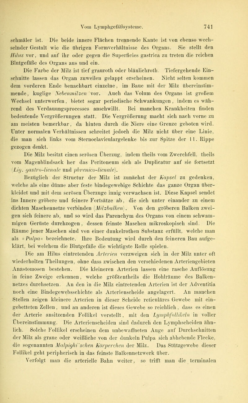 schmäler ist. Die beide innere Flächen trennende Kante ist von ebenso wech- selnder Gestalt wie die übrigen Formverhältnisse des Organs. Sie stellt den Hüus vor, und auf ihr oder gegen die Superficies gastrica zu treten die reichen Blutgefäße des Organs aus und ein. Die Farbe der Milz ist tief grauroth oder bläulichroth. Tiefergehende Ein- schnitte lassen das Organ zuweilen gelappt erscheinen. Nicht selten kommen dem vorderen Ende benachbart einzelne, im Baue mit der Milz übereinstim- mende, kuglige Nehenmüzen vor. Auch das Volum des Organs ist großem Wechsel unterworfen, bietet sogar periodische Schwankungen, indem es wäh- rend des Verdauungsprocesses anschwillt. Bei manchen Krankheiten finden bedeutende Vergrößerungen statt. Die Vergrößerung macht sich nach vorne zu am meisten bemerkbar, da hinten durch die Niere eine Grenze geboten wird. Unter normalen Verhältnissen schreitet jedoch die Milz nicht über eine Linie, die man sich links vom Sternoclaviculargelenke bis zur Spitze der 11. Rippe gezogen denkt. Die Milz besitzt einen serösen Überzug, indem theils vom Zwerchfell, theils vom Magenblindsack her das Peritoneum sich als Duplicatur auf sie fortsetzt [Lig. gastro-lienale und iihrenico-lienale). Bezüglich der Structur der Milz ist zunächst der Kapsel zu gedenken, welche als eine dünne aber feste bindegewebige Schichte das ganze Organ über- kleidet und mit dem serösen Überzuge innig verwachsen ist. Diese Kapsel sendet ins Innere gröbere und feinere Fortsätze ab, die sich unter einander zu einem dichten Maschennetze verbinden [Müshalken]. Von den gröberen Balken zwei- gen sich feinere ab, und so wird das Parenchym des Organs von einem schwam- migen Gerüste durchzogen, dessen feinste Maschen mikroskopisch sind. Die Räume jener Maschen sind von einer dunkelrothen Substanz erfüllt, welche man als V Pulpa«, bezeichnete. Ihre Bedeutung wird durch den feineren Bau aufge- klärt, bei welchem die Blutgefäße die wichtigste Rolle spielen. Die am Hilus eintretenden Arterien verzweigen sich in der Milz unter oft wiederholten Theilungen, ohne dass zwischen den verschiedenen Arteriengebieten Anastomosen bestehen. Die kleineren Arterien lassen eine rasche Auflösung in feine Zweige erkennen, welche größtentheils die Hohlräume des Balken- netzes durchsetzen. An den in die Milz eintretenden Arterien ist der Adventitia noch eine Bindegewebsschichte als Arterienscheide angelagert. An manchen Stellen zeigen kleinere Arterien in dieser Scheide reticuläres Gewebe mit ein- gebetteten Zellen, und an anderen ist dieses Gewebe so reichlich, dass es einen der Arterie ansitzenden Follikel vorstellt, mit den Lymphfollileln in voller Übereinstimmung. Die Arterienscheiden sind dadurch den Lymphscheiden ähn- lich. Solche Follikel erscheinen dem unbewaflneten Auge auf Durchschnitten der Milz als graue oder weißliche von der dunkeln Pulpa sich abhebende Flecke, die sogenannten Malpighrsehen Körperchen der Milz. Das Stützgewebe dieser Follikel geht peripherisch in das feinste Balkennetzwerk über. Verfolgt man die arterielle Bahn weiter, so trifl't man die terminalen