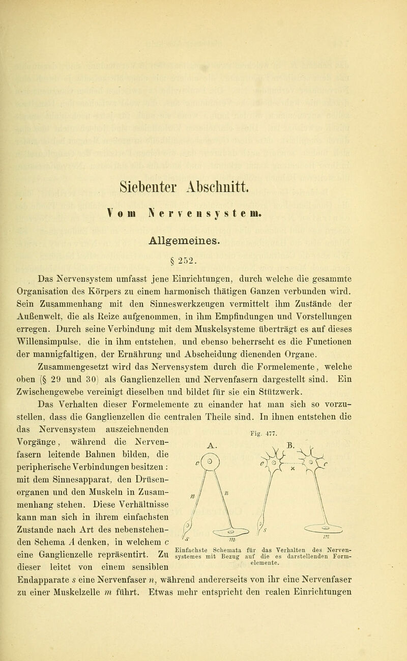 Siebenter Abschnitt. Vom Nervensystem. Allgemeines. §252. Das Nervensystem umfasst jene Einrichtungen, durch, welche die gesammte Organisation des Körpers zu einem harmonisch thätigen Ganzen verbunden wird. Sein Zusammenhang mit den Sinneswerkzeugen vermittelt ihm Zustände der Außenwelt, die als Reize aufgenommen, in ihm Empfindungen und Vorstellungen erregen. Durch seine Verbindung mit dem Muskelsysteme überträgt es auf dieses Willensimpulse, die in ihm entstehen, und ebenso beherrscht es die Functionen der mannigfaltigen, der Ernährung und Abscheidung dienenden Organe. Zusammengesetzt wird das Nervensystem durch die Formelemente, welche oben (§ 29 und 30) als Ganglienzellen und Nervenfasern dargestellt sind. Ein Zwischengewebe vereinigt dieselben und bildet für sie ein Stützwerk. Das Verhalten dieser Formelemente zu einander hat man sich so vorzu- stellen, dass die Ganglienzellen die centralen Theile sind. In ihnen entstehen die das Nervensystem auszeichnenden „. •^ Flg. 4; (. Vorgänge, während die Nerven- fasern leitende Bahnen bilden, die peripherische Verbindungen besitzen: mit dem Sinnesapparat, den Drüsen- organen und den Muskeln in Zusam- menhang stehen. Diese Verhältnisse kann man sich in ihrem einfachsten Zustande nach Art des nebenstehen- den Schema Ä denken, in welchem c eine Ganglienzelle repräsentirt. Zu dieser leitet von einem sensiblen Endapparate s eine Nervenfaser n, während andererseits von ihr eine Nervenfaser zu einer Muskelzelle m führt. Etwas mehr entspricht den realen Einrichtungen Einfachste Schemata für das Verhalten des Nerven- systemes mit Bezug auf die es darstellenden Form- elemente.