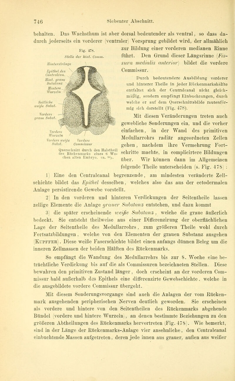 Fig. 478. stelle der hint. C'omm. Hinterstränge Epithel des ^ '''^Sl Centralcoa ^S ^\ Eint, guwe W ^-^v \ Substanz ^---'C^ •f. Hintere^ 'i--\^^ Wurzeln ^-'-^^L^ >^^ ^^:;-' Seitliche r i '-~ ^ -^ ,^-' -. weiße Subst. ~^s,-e ^ ^ = -U , ü -'s Vordere ■—^'  '°V:lA g'' raue Snbst. „^^'//'r^i^^ t Wurzeln ' ' Vordere weiße Vordere Snbst. Commissur 746 Siebenter Absclinitt. behalten. Das Wachsthiim ist aber dorsal bedeutender als ventral, so dass da- durcb jederseits ein vorderer (ventraler; Vorsprung gebildet wird, der allmäblich zur Bildung einer vorderen medianen Rinne führt. Den Grund dieser Längsrinne {Fis- sura mediaUs anterior) bildet die vordere Commissur. Durch tedeutendere Ausbildung Yorderer und hinterer Theile in jeder Eückenmarkshälfte entfaltet sich der Centralcanal nicht gleich- mäßig, sondern empfängt Einbuchtungen, durch ■welche er auf dem Querschnittsbilde rautenför- mig sich darstellt (Fig. 478). Mit diesen Veränderungen treten auch s gewebliche Sonderungen ein, und die vorher einfachen, in der Wand des primitiven Medullarrohrs radiär angeordneten Zellen gehen, nachdem ihre Vermehrung Fort- Quersclinitt durch den Hal.stheil i •,, i , • ^• • i. timj des Eückenmarks eines B Wo- Schritte machte, m compücirtcre Bildungen m ryo. ca. =o|i. ^}qq^, ^jj. ]jönnen dann im Allgemeinen folgende Theile unterscheiden (s. Fig. 478) : 1) Eine den Centralcanal begrenzende, am mindesten veränderte Zell- sehichte bildet das Epithel desselben, welches also das aus der ectodermalen Anlage persistirende Gewebe vorstellt. 2) In den vorderen und hinteren Verdickungen der Seitentheile lassen zellige Elemente die Anlage grauer Substanz entstehen, und dazu kommt 3 die später erscheinende iveifie Substanz, welche die graue äußerlich bedeckt. Sie entsteht theilweise aus einer Diflferenzirung der oberflächlichen Lage der Seitentheile des Medullarrohrs, zum größeren Theile wohl durch Fortsatzbildungen. welche von den Elementen der grauen Substanz ausgehen Kupffer) . Diese weiße Faserschichte bildet einen anfangs dünnen Beleg um die inneren Zellmassen der beiden Hälften des Rückenmarks. So empfängt die Wandung des Medullarrohrs bis zur 8. Woche eine be- trächtliche Verdickung bis auf die als Commissuren bezeichneten Stellen. Diese bewahren den primitiven Zustand länger, doch erscheint an der vorderen Com- missur bald außerhalb des Epithels eine differenzirte Gewebschichte, welche in die ausgebildete vordere Commissur übergeht. Mit diesem Sonderungsvorgange sind auch die Anlagen der vom Rücken- mark ausgehenden peripherischen Nerven deutlich geworden. Sie erscheinen als vordere und hintere von den Seitentheilen des Rückenmarks abgehende Bündel vordere und hintere Wurzeln , an denen bestimmte Beziehungen zu den größeren Abtheilungen des Rückenmarks hervortreten (Fig. 478). Wie bemerkt, sind in der Länge der Rückenmarks-Anlage vier ansehnliche, den Centralcanal einbuchtende Massen aufgetreten, deren jede innen aus grauer, außen aus weißer