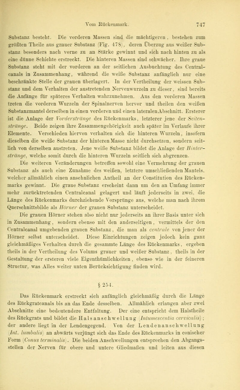 Substanz besteht. Die vorderen Massen sind die mächtigeren . bestehen zum größten Theile aus grauer Substanz Tig. 47S ,, deren Überzug aus weißer Sub- stanz besonders nach vorne zu an Stärke gewinnt und sich nach hinten zu als eine dünne Schichte ersti'eckt. Die hinteren Massen sind schwächer. Ihre grane Substanz steht mit der vorderen an der seitlichen Ausbuchtung des Central- canals in Zusammenhang, während die weiße Substanz anfänglich nur eine beschi'änkte Stelle der gi-auen überlagert. In der Vertheüung der weissen Sub- stanz tmd dem Verhalten der austi'etenden Xervenwurzeln zu dieser, sind bereits die Anfänge für späteres Verhalten wahrzunehmen. Aus den vorderen Massen treten die vorderen Wurzeln der Spinalnerven hervor und theilen den weißen Substanzmantel derselben in einen vorderen und einen lateralen Abschnitt. Ersterer ist die Anlage der Vorde?-stränge des Rückenmarks, letzterer jene äei: Seiten- Stränge. Beide zeigen ihre Zusammengehörigkeit auch später im Verlaufe ihrer Elemente. Verschieden hiervon verhalten sich die hinteren Wurzeln, insofern dieselben die weiße Substanz der hinteren Masse nicht durchsetzen, sondern seit- lich von derselben austreten. Jene weiße Substanz büdet die Anlage der Hinter- stränge, welche somit durch die hinteren Wurzeln seitlich sich abgrenzen. Die weiteren Veränderungen betreffen sowohl eine Vermehrung der grauen Substanz als auch eine Zunahme des weißen, letztere umschließenden Mantels, welcher allmählich einen ansehnlichen Antheü an der Constitution des Rücken- marks gewinnt. Die graue Substanz erscheint dann um den an Umfang immer mehr zurücktretenden Centralcanal gelagert und läuft jederseits in zwei, die Länge des Rückenmarks durchziehende Vorsprünge aus. welche man nach ihrem Querschnittsbilde als Hörner der grauen Substanz unterscheidet. Die grauen Hörner stehen also nicht nur jederseits an ihrer Basis unter sich in Zusammenhang, sondern ebenso mit den anderseitigen. vermittels der den Centralcanal umgebenden grauen Substanz, die mau als centrale von jener der Hörner selbst unterscheidet. Diese Einrichtungen zeigen jedoch kein ganz gleichmäßiges Verhalten durch die gesammte Länge des Rückenmarks, ergeben theils in der Vertheüung des Volums grauer und weißer Substanz . theils in der Gestaltung der ersteren viele Eigenthümlichkeiten. ebenso wie in der feineren Structur. was Alles weiter unten Berücksichtioruns finden wird. § 254. Das Rückenmark erstreckt sich anfänglich gleichmäßig durch die Länge des Rückgratcanals bis an das Ende desselben. Allmählich erlangen aber zwei Abschnitte eine bedeutendere Entfaltung. Der eine entspricht dem Halstheile des Rückgrats und bildet die Hals anschwellung Intumescentia cervicalis]; der andere liegt in der Lendengegend. Von der Lenden anschwellung Int. lumbalis] an abwärts verjüngt sich das Ende des Rückenmarks in conischer Form [Conus tertninalis . Die beiden Anschwellungen entsprechen den Abgangs- stellen der Nerven für obere uud untere Gliedmaßen und leiten aus diesen