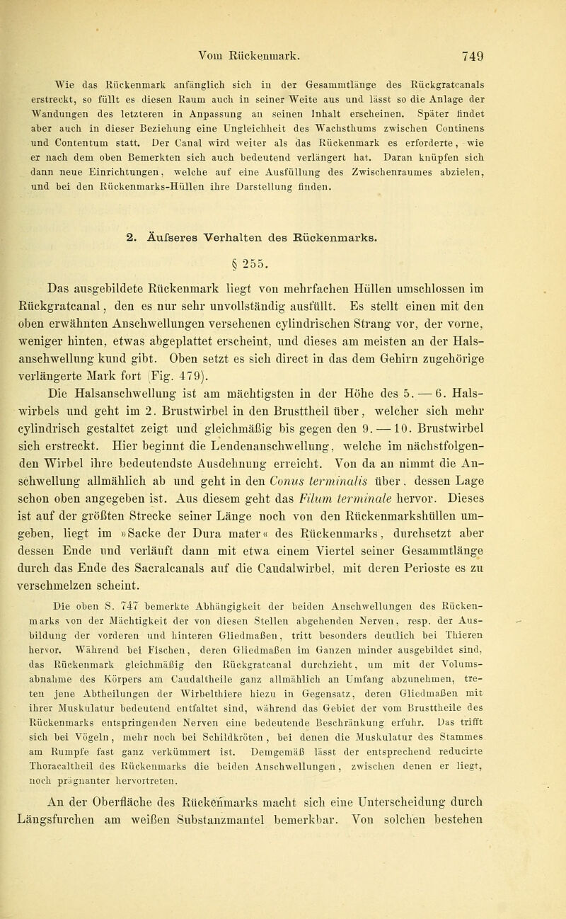Wie das Rückenmark anfänglicli sich iu der Gesammtlänge des Rückgratcanals erstreckt, so füllt es diesen Raum auch in seiner Weite aus und lässt so die Anlage der Wandungen des letzteren in Anpassung an seinen Inhalt erscheinen. Später findet aher auch in dieser Beziehung eine Ungleichheit des Wachsthums z-wischen Continens und Contentum statt. Der Canal wird weiter als das Rückenmark es erforderte, wie er nach dem oben Bemerkten sich auch bedeutend verlängert hat. Daran knüpfen sich dann neue Einrichtungen, welche auf eine Ausfüllung des Zwischenraumes abzielen, und bei den Rückenmarks-Hüllen ihre Darstellung finden. 2. Äufseres Verhalten des Küekenmarks. § 255. Das ausgebildete Rückenmark liegt von mehrfaclien Hüllen umschlossen im Rtickgratcanal, den es nur sehr unvollständig ausfüllt. Es stellt einen mit den oben erwähnten Anschwellungen versehenen cylindrischen Strang vor, der vorne, weniger hinten, etwas abgeplattet erscheint, und dieses am meisten an der Hals- ansehwellung kund gibt. Oben setzt es sich direct in das dem Gehirn zugehörige verlängerte Mark fort (Fig. 479). Die Halsanschwellung ist am mächtigsten in der Höhe des 5. — 6. Hals- wirbels und geht im 2. Brustwirbel in den Brusttheil über, welcher sich mehr cylindrisch gestaltet zeigt und gleichmäßig bis gegen den 9. —10. Brustwirbel sich erstreckt. Hier beginnt die Lendenanschwellung, welche im nächstfolgen- den Wirbel ihre bedeutendste Ausdehnung erreicht. Von da an nimmt die An- schwellung allmählich ab und geht in den Conus terminalis über, dessen Lage schon oben angegeben ist. Aus diesem geht das Filum terminale hervor. Dieses ist auf der größten Strecke seiner Länge noch von den Rückenmarkshüllen um- geben, liegt im »Sacke der Dura mater« des Rückenmarks, durchsetzt aber dessen Ende und verläuft dann mit etwa einem Viertel seiner Gesammtlänge durch das Ende des Sacralcanals auf die Caudalwirbel, mit deren Perioste es zu verschmelzen scheint. Die oben S. 747 bemerkte Abhängigkeit der beiden Anschwellungen des Rücken- marks \on der Mächtigkeit der von diesen Stellen abgehenden Nerven, resp. der Aus- bildung der vorderen und hinteren Gliedmaßen, tritt besonders deutlich bei Thieren hervor. Während bei Fischen, deren Gliedmaßen im Ganzen minder ausgebildet sind, das Rückenmark gleichmäßig den Rückgratcanal durchzieht, um mit der Volums- abnahme des Körpers am Caudaltheile ganz allmählich an Umfang abzunehmen, tre- ten jene Abtheilungen der Wirbelthiere hiezu in Gegensatz, deren Gliedmaßen mit ihrer Muskulatur bedeutend entfaltet sind, während das Gebiet der vom Brusttheile des Rückenmarks entspringenden Nerven eine bedeutende Beschränkung erfuhr. Das trifft sich bei Vögeln, mehr noch bei Schildkröten , bei denen die Muskulatur des Stammes am Rumpfe fast ganz verkümmert ist. Demgemäß lässt der entsprechend reducirte Thoracaltheil des Rückenmarks die beiden Anschwellungen, zwischen denen er liegt, noch prägnanter hervortreten. An der Oberfläche des Rückenmarks macht sich eine Unterscheidung durch Längsfurchen am weißen Substanzmantel bemerkbar. Von solchen bestehen