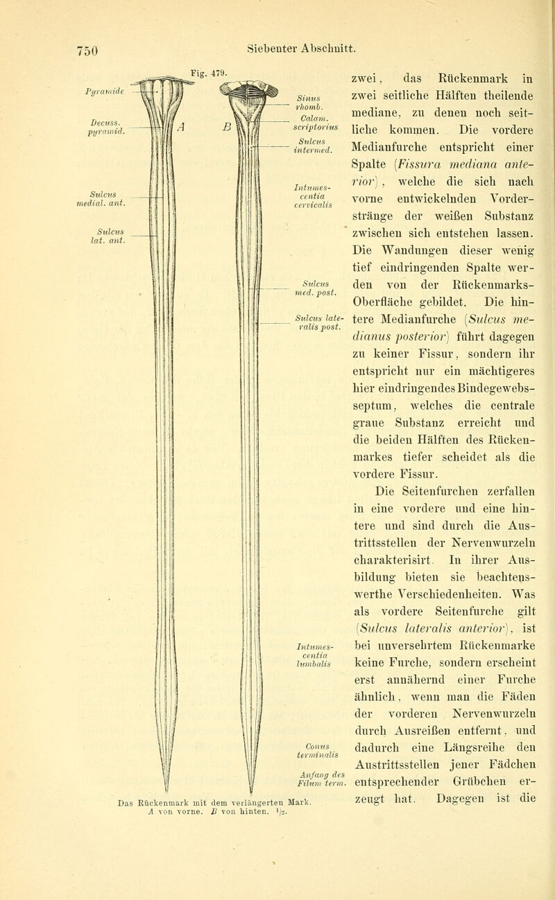 Fig. 479. Pyramide Decuss P'jjraii Das Eüdienmark mit dem verlängerten Mark. A von vorne. B von tinten. 1)2. zwei, das Rückenmark in zwei seitliche Hälften theilende mediane, zu denen nocli seit- liclie kommen. Die vordere Medianfurche entspricht einer Spalte [Fissura mediana ante- rior) , welche die sich nach vorne entwickelnden Vorder- stränge der weißen Substanz zwischen sich entstehen lassen. Die Wandungen dieser wenig tief eindringenden Spalte wer- den von der Rückenmarks- Oberfläche gebildet. Die hin- tere Medianfurche [Sulcus me- dianus 'posterior) führt dagegen zu keiner Fissur, sondern ihr entspricht nur ein mächtigeres hier eindringendes Bindegewebs- septum, welches die centrale graue Substanz erreicht und die beiden Hälften des Rücken- markes tiefer scheidet als die vordere Fissur. Die Seitenfurchen zerfallen in eine vordere und eine hin- tere und sind durch die Aus- trittsstellen der Nervenwurzeln charakterisirt. In ihrer Aus- bildung bieten sie beachtens- werthe Verschiedenheiten. Was als vordere Seitenfurche gilt [Sulcus lateralis anterior), ist bei unversehrtem Rückenmarke keine Furche, sondern erscheint erst annähernd einer Furche ähnlich, wenn man die Fäden der vorderen Nervenwurzeln durch Ausreißen entfernt. und dadurch eine Längsreihe den Austrittsstellen jener Fädchen entsprechender Grübchen er- zeugt hat. Dagegen ist die