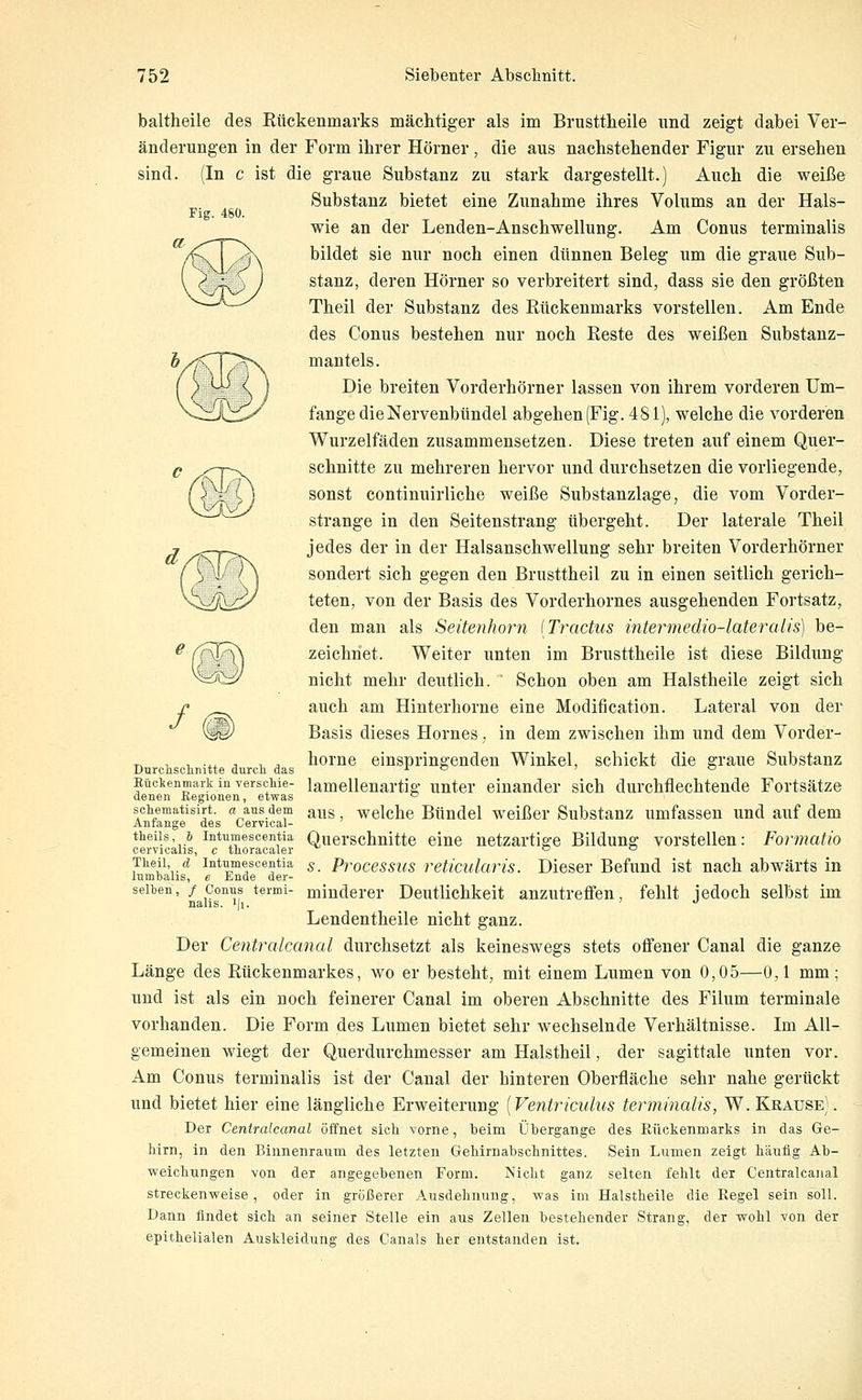 baltheile des Rückenmarks mächtiger als im Brusttheile und zeigt dabei Ver- änderungen in der Form ihrer Hörner, die aus nachstehender Figur zu ersehen sind. (In c ist die graue Substanz zu stark dargestellt.) Auch die weiße Substanz bietet eine Zunahme ihres Volums an der Hals- Fig. 480. wie an der Lenden-Anschwellung. Am Conus terminalis ^X bildet sie nur noch einen dünnen Beleg um die graue Sub- '- ' stanz, deren Hörner so verbreitert sind, dass sie den größten Theil der Substanz des Rückenmarks vorstellen. Am Ende des Conus bestehen nur noch Reste des weißen Substanz- mantels. Die breiten Vorderhörner lassen von ihrem vorderen Um- fange die Nervenbündel abgehen (Fig. 481), welche die vorderen Wurzelfäden zusammensetzen. Diese treten auf einem Quer- c xn^^ schnitte zu mehreren hervor und durchsetzen die vorliegende, ^^'^ ^ sonst continuirliche weiße Substanzlage, die vom Vorder- strange in den Seitenstrang übergeht. Der laterale Theil T ^™,..^^^^^ jedes der in der Halsanschwellung sehr breiten Vorderhörner M sondert sich gegen den Brusttheil zu in einen seitlich gerich- teten, von der Basis des Vorderhornes ausgehenden Fortsatz, den man als Seitenhorn (Tractus intermedio-lateralis] be- ^ '^^^^B^ zeichnet. Weiter unten im Brusttheile ist diese Bildung nicht mehr deutlich. Schon oben am Halstheile zeigt sich r auch am Hinterhorne eine Modification. Lateral von der v^/ Basis dieses Hornes; in dem zwischen ihm und dem Vorder- _ ,,-,.. , . hörne einspringenden Winkel, schickt die graue Substanz Durcüschnitte durcn das x- o i a Eüdienmark in verschie- lamellenartig uutcr einander sich durchflechtende Fortsätze denen Kegionen, etwas ° sciiematisirt. «aus dem aus, wclche Büudcl wcißcr Substanz umfassen und auf dem Anfange des Cervical- theüs & intumescentia Querschnitte eine netzartige Bildung vorstellen: Formatio oervicalis, c tnoracaler o o Theil (Z Intumescentia s_ Processus reticularis. Dicscr Befund ist nach abwärts in Inrabahs, e Ende der- selben,/ Conus tei-mi- minderer Deutlichkeit anzutreffen, fehlt jedoch selbst im nalis. i|i. j j Lendentheile nicht ganz. Der Centralcanal durchsetzt als keineswegs stets offener Canal die ganze Länge des Rückenmarkes, wo er besteht, mit einem Lumen von 0,05—0,1 mm; und ist als ein noch feinerer Canal im oberen Abschnitte des Filum terminale vorhanden. Die Form des Lumen bietet sehr wechselnde Verhältnisse. Im All- gemeinen wiegt der Querdurchmesser am Halstheil, der sagittale unten vor. Am Conus terminalis ist der Canal der hinteren Oberfläche sehr nahe gerückt und bietet hier eine längliche Erweiterung [Ventriculus terminalis, W. Krause). Der Centralcanal öffnet sich vorne, beim Übergange des Rückenmarks in das Ge- hirn, in den Biunenraum des letzten Gehirnabschnittes. Sein Lumen zeigt häufig Ab- weichungen von der angegebenen Form. Nicht ganz selten fehlt der Centralcanal streckenweise, oder in größerer Ausdehnung, was im Halstheile die Regel sein soll. Dann findet sich an seiner Stelle ein aus Zellen bestehender Strang, der wohl von der epithelialen Auskleidung des Canals her entstanden ist.