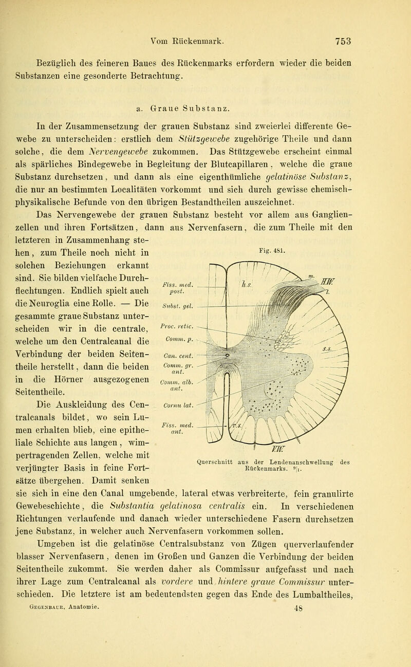 Bezüglich des feineren Baues des Rückenmarks erfordern wieder die beiden Substanzen eine gesonderte Betrachtung. a. Graue Substanz. In der Zusammensetzung der grauen Substanz sind zweierlei differente Ge- webe zu unterscheiden: erstlich dem Stützgeivehe zugehörige Theile und dann solche, die dem Nervengewebe zukommen. Das Stützgewebe erscheint einmal als spärliches Bindegewebe in Begleitung der Blutcapillaren . welche die graue Substanz durchsetzen, und dann als eine eigenthümliche gelatinöse Substanz, die nur an bestimmten Localitäten vorkommt und sich durch gewisse chemisch- physikalische Befunde von den übrigen Bestandtheilen auszeichnet. Das Nervengewebe der grauen Substanz besteht vor allem aus Ganglien- zellen und ihren Fortsätzen, dann aus Nervenfasern, die zum Theile mit den letzteren in Zusammenhang ste- hen , zum Theile noch nicht in ^^s- *^^- solchen Beziehungen erkannt sind. Sie bilden vielfache Durch- flechtungen. Endlich spielt auch dieNeuroglia eine Rolle. — Die gesammte graue Substanz unter- scheiden wir in die centrale, welche um den Centralcanal die Verbindung der beiden Seiten- theile herstellt, dann die beiden in die Hörner ausgezogenen Seitentheile. Die Auskleidung des Cen- tralcanals bildet, wo sein Lu- men erhalten blieb, eine epithe- liale Schichte aus langen , wim- pertragenden Zellen, welche mit verjüngter Basis in feine Fort- sätze übergehen. Damit senken sie sich in eine den Canal umgebende, lateral etwas verbreiterte, fein granulirte Gewebeschichte, die Siibstantia gelatinosa centralis ein. In verschiedenen Richtungen verlaufende und danach wieder unterschiedene Fasern durchsetzen jene Substanz, in welcher auch Nervenfasern vorkommen sollen. Umgeben ist die gelatinöse Centralsubstanz von Zügen querverlaufender blasser Nervenfasern , denen im Großen und Ganzen die Verbindung der beiden Seitentheile zukommt. Sie werden daher als Commissur aufgefasst und nach ihrer Lage zum Centralcanal als vordere und hintere graue Commwsi«'unter- schieden. Die letztere ist am bedeutendsten gegen das Ende des Lumbaltheiles, Gegesbace, Anatomie. 4g Comm. alb ant. Cornu lat. Fiss. med. ant. Querschnitt aus der Lendenanschwellung Rückenmarks. s|i. des