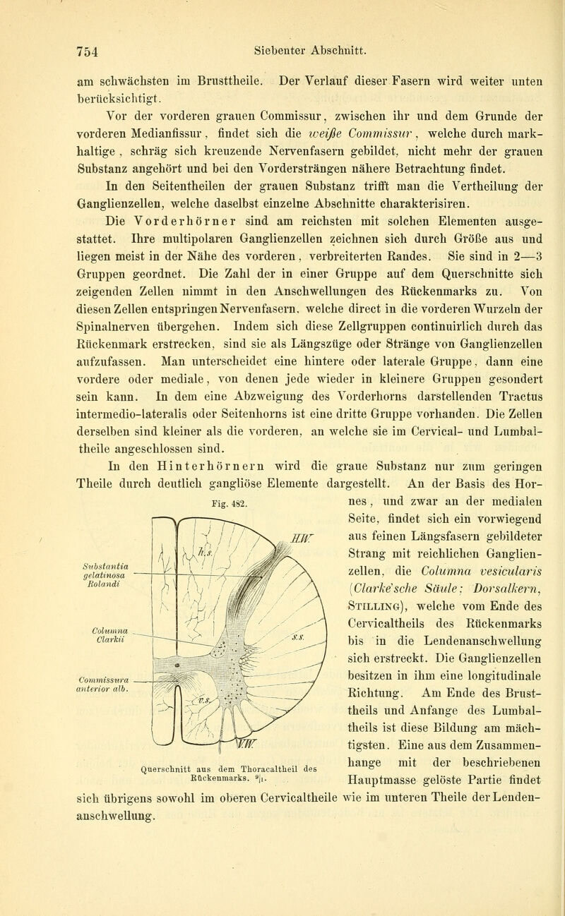 am schwächsten im Brusttheile. Der Verlauf dieser Fasern wird weiter unten berücksichtigt. Vor der vorderen grauen Commissur, zwischen ihr und dem Grunde der vorderen Medianfissur, findet sich die weiße Commissur-, welche durch mark- haltige , schräg sich kreuzende Nei^enfasern gebildet, nicht mehr der grauen Substanz angehört und bei den Vordersträngen nähere Betrachtung findet. In den Seitentheilen der grauen Substanz trifft man die Vertheilung der Ganglienzellen, welche daselbst einzelne Abschnitte charakterisiren. Die Vorder hörner sind am reichsten mit solchen Elementen ausge- stattet. Ihre multipolaren Ganglienzellen zeichnen sich durch Größe aus und liegen meist in der Nähe des vorderen, verbreiterten Randes. Sie sind in 2—3 Gruppen geordnet. Die Zahl der in einer Gruppe auf dem Querschnitte sich zeigenden Zellen nimmt in den Anschwellungen des Rückenmarks zu. Von diesen Zellen entspringen Nervenfasern, welche direct in die vorderen Wurzeln der Spinalnerven übergehen. Indem sich diese Zellgruppen continuirlich durch das Rückenmark erstrecken, sind sie als Längszüge oder Stränge von Ganglienzellen aufzufassen. Man unterscheidet eine hintere oder laterale Gruppe, dann eine vordere oder mediale, von denen jede wieder in kleinere Gruppen gesondert sein kann. In dem eine Abzweigung des Vorderhorns darstellenden Tractus intermedio-lateralis oder Seitenhorns ist eine dritte Gruppe vorhanden. Die Zellen derselben sind kleiner als die vorderen, an welche sie im Cervical- und Lumbal- theile angeschlossen sind. In den Hinter hörnern wird die graue Substanz nur zum geringen Theile durch deutlich gangliöse Elemente dargestellt. An der Basis des Hor- nes, und zwar an der medialen Seite, findet sich ein vorwiegend aus feinen Längsfasern gebildeter Strang mit reichlichen Ganglien- zellen, die Columna vesicularis [Clarke'sche Säule: Dorsalkern^ Stilling), welche vom Ende des Cervicaltheils des Rückenmarks bis in die Lendenanschwellung sich erstreckt. Die Ganglienzellen besitzen in ihm eine longitudinale Richtung. Am Ende des Brust- theils und Anfange des Lumbal- theils ist diese Bildung am mäch- tigsten . Eine aus dem Zusammen- hange mit der beschriebenen Hauptmasse gelöste Partie findet sich übrigens sowohl im oberen Cervicaltheile wie im unteren Theile der Lenden- anschwellung. Fig. 482. Querschnitt aus dem Thoracaltheil des Rückenmarks. ^U.