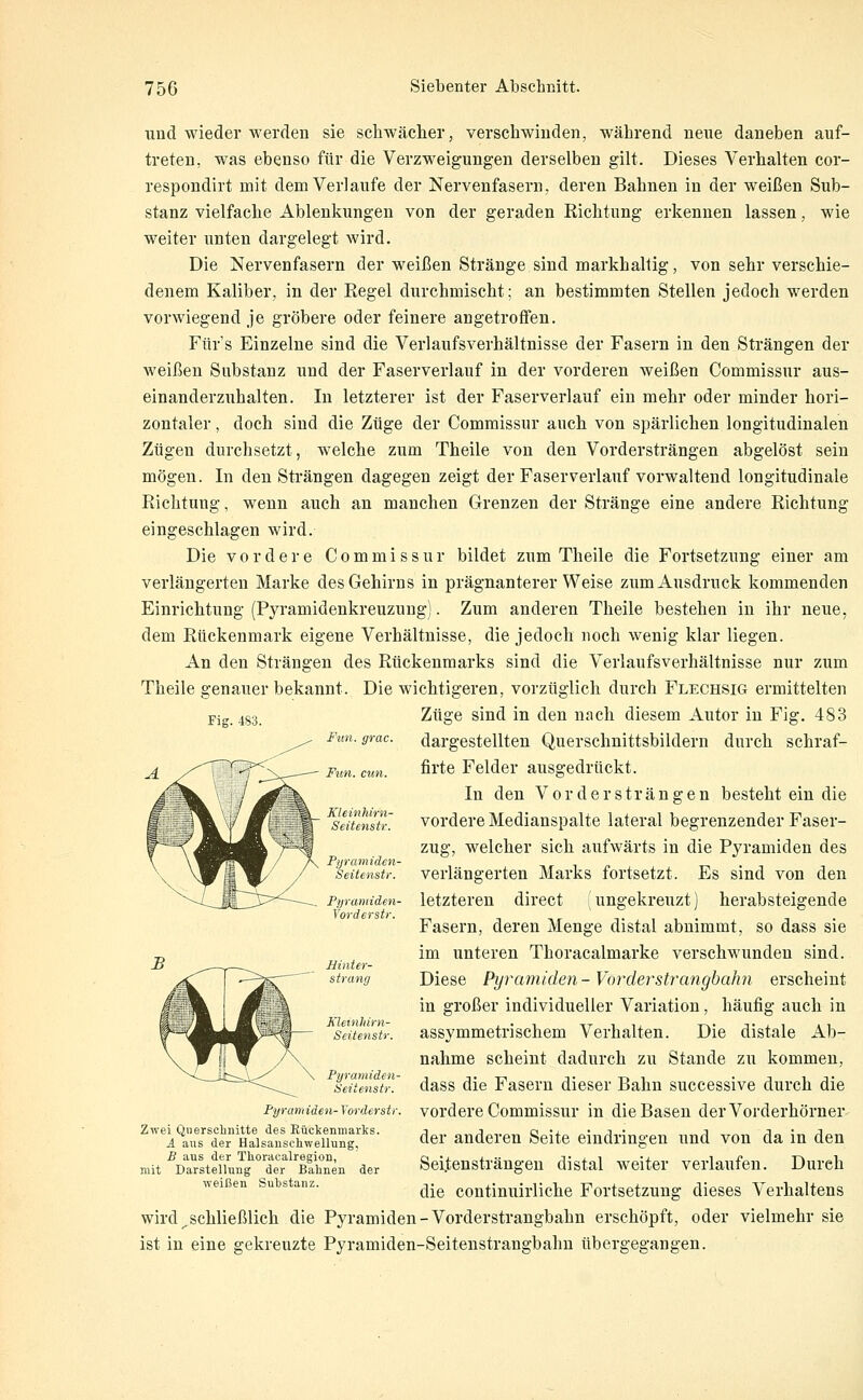 und wieder werden sie schwäclier, verschwinden, während neue daneben auf- treten, was ebenso für die Verzweigungen derselben gilt. Dieses Verhalten cor- respondirt mit dem Verlaufe der Nervenfasern, deren Bahnen in der weißen Sub- stanz vielfache Ablenkungen von der geraden Richtung erkennen lassen, wie weiter unten dargelegt wird. Die Nervenfasern der weißen Stränge sind markhaltig, von sehr verschie- denem Kaliber, in der Regel durchmischt; an bestimmten Stellen jedoch werden vorwiegend je gröbere oder feinere angetroffen. Fürs Einzelne sind die Verlaufsverhältnisse der Fasern in den Strängen der weißen Substanz und der Faserverlauf in der vorderen weißen Commissur aus- einanderzuhalten. In letzterer ist der Faserverlauf ein mehr oder minder hori- zontaler , doch sind die Züge der Commissur auch von spärlichen longitudinalen Zügen durchsetzt, welche zum Theile von den Vordersträngen abgelöst sein mögen. In den Strängen dagegen zeigt der Faser verlauf vorwaltend longitudinale Richtung, wenn auch an manchen Grenzen der Stränge eine andere Richtung eingeschlagen wird. Die vordere Commissur bildet zum Theile die Fortsetzung einer am verlängerten Marke des Gehirns in prägnanterer Weise zum Ausdruck kommenden Einrichtung (Pyramidenkreuzung). Zum anderen Theile bestehen in ihr neue, dem Rückenmark eigene Verhältnisse, die jedoch noch wenig klar liegen. An den Strängen des Rückenmarks sind die Verlaufsverhältnisse nur zum Theile genauer bekannt. Die wichtigeren, vorzüglich durch Flechsig ermittelten Fig. 483. Fun. grac. Fun. cun. Züge sind in den nach diesem Autor in Fig. 483 dargestellten Querschnittsbildern durch schraf- firte Felder ausgedrückt. In den Vor der strängen besteht ein die vordere Medianspalte lateral begrenzender Faser- zug, welcher sich aufwärts in die Pyramiden des verlängerten Marks fortsetzt. Es sind von den letzteren direct | ungekreuzt) herabsteigende Fasern, deren Menge distal abnimmt, so dass sie im unteren Thoracalmarke verschwunden sind. Diese Pyramiden - Vorderstranghah7i erscheint in großer individueller Variation, häufig auch in assymmetrischem Verhalten. Die distale Ab- nahme scheint dadurch zu Stande zu kommen, dass die Fasern dieser Bahn successive durch die vordere Commissur in die Basen derVorderhörner- der anderen Seite eindringen und von da in den Seitensträngen distal weiter verlaufen. Durch die continuirliche Fortsetzung dieses Verhaltens wird ^schließlich die Pyramiden - Vorderstrangbahn erschöpft, oder vielmehr sie ist in eine gekreuzte Pyramiden-Seitenstrangbahn übergegangen. Pyramiden- Yordersti Zwei Querschnitte des Rückenmarks. A aus der Halsanscliwellung, B aus der Thoracalregion, mit Darstellung der Bahnen der weißen Substanz.