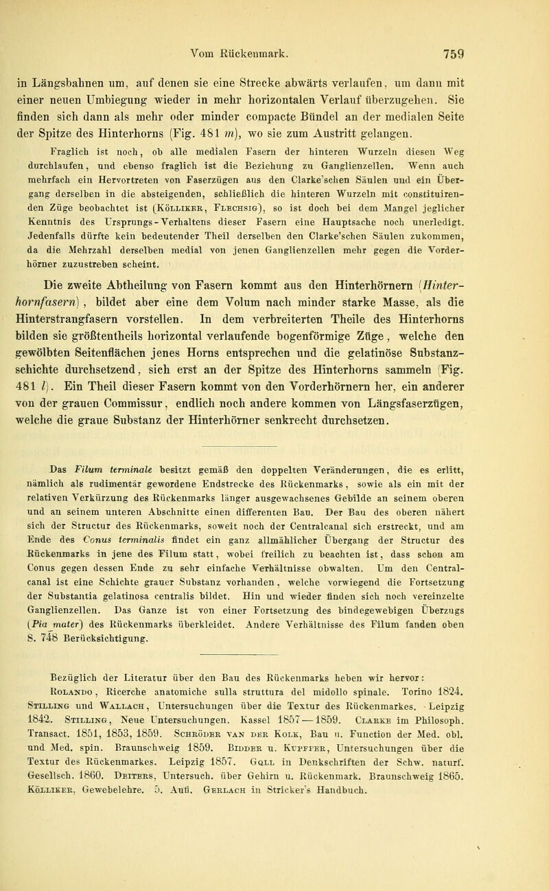 in Längsbahnen um, auf denen sie eine Strecke abwärts verlaufen, um dann mit einer neuen Umbiegung wieder in mebr horizontalen Verlauf überzugehen. Sie finden sich dann als mehr oder minder compacte Bündel an der medialen Seite der Spitze des Hinterhorns (Fig. 481 m), wo sie zum Austritt gelangen. Fraglich ist nocli, ob alle medialen Fasern der hinteren Wurzeln diesen Weg durchlaufen, und ebenso fraglich ist die Beziehung zu Ganglienzellen. Wenn auch mehrfach ein Hervortreten von Faserzügen aus den Clarke'schen Säulen und ein Über- gang derselben in die absteigenden, schließlich die hinteren Wurzeln mit constituiren- den Züge beobachtet ist (Köllikee, Flechsig), so ist doch bei dem Mangel jeglicher Kenntnis des Ursprungs - Verhaltens dieser Fasern eine Hauptsache noch unerledigt. Jedenfalls dürfte kein bedeutender Theil derselben den Clarke'schen Säulen zukommen, da die Mehrzahl derselben medial von jenen Ganglienzellen mehr gegen die Vorder- hörner zuzustreben scheint. Die zweite Abtheilung von Fasern kommt aus den Hinterhörnern [Hinter- hornfasern) , bildet aber eine dem Volum nach minder starke Masse, als die Hinterstrangfasern vorstellen. In dem verbreiterten Theile des Hinterhorns bilden sie größtentheils horizontal verlaufende bogenförmige Züge, welche den gewölbten Seitenflächen jenes Horns entsprechen und die gelatinöse Substanz- schichte durchsetzend, sich erst an der Spitze des Hinterhorns sammeln !Fig. 481 /). Ein Theil dieser Fasern kommt von den Vorderhörnern her, ein anderer von der grauen Commissur, endlich noch andere kommen von Längsfaserzügen, welche die graue Substanz der Hinterhörn er senkrecht durchsetzen. Das Filum terminale besitzt gemäß den doppelten Veränderungen, die es erlitt, nämlich als rudimentär gewordene Endstrecke des Rückenmarks, sowie als ein mit der relativen Verkürzung des Rückenmarks länger ausgewachsenes Gebilde an seinem oberen und an seinem unteren Abschnitte einen differenten Bau. Der Bau des oberen nähert sich der Struetur des Rückenmarks, soweit noch der Centralcanal sich erstreckt, und am Ende des Conus terminalis findet ein ganz allmählicher Übergang der Struetur des Rückenmarks in jene des Filum statt, wobei freilich zu beachten ist, dass schon am Conus gegen dessen Ende zu sehr einfache Verhältnisse obwalten. Um den Central- canal ist eine Schichte grauer Substanz vorhanden, welche vorwiegend die Fortsetzung der Substantia gelatinosa centralis bildet. Hin und wieder finden sich noch vereinzelte Ganglienzellen. Das Ganze ist von einer Fortsetzung des bindegewebigen Überzugs {^Pia ma(er) des Rückenmarks überkleidet. Andere Verhältnisse des Filum fanden oben S. 748 Berücksichtigung. Bezüglich der Literatur über den Bau des Rückenmarks heben wir hervor: RoiANDO, Ricerche anatomiche sulla struttura del midollo spinale. Torino 1824. Stilling und Wallach , Untersuchungen über die Textur des Rückenmarkes. Leipzig 1842. Stilling, Neue Untersuchungen. Kassel 1857 — 1859. Claeke im Philosoph. Transact. 1851, 1853, 1859. Scheödee van dee Kolk, Bau u. Function der Med. obl. und Med. spin. Braunschweig 1859, Bibdee u. Kupffee, Untersuchungen über die Textur des Rückenmarkes. Leipzig 1857. Gull in Denkschriften der Schw. naturf. Gesellsch. 1860, Deitees, Untersuch, über Gehirn u. Rückenmark. Braunschweig 1865. KöLLiKEE, Gewebelehre. 5. Aufl. Geelach in Stricker's Handbuch.