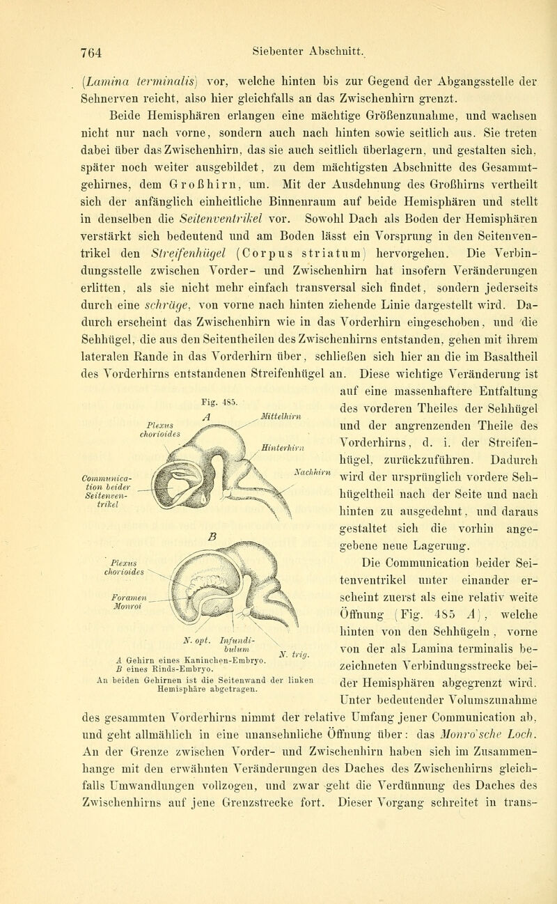 Mittelhirn [Lamina ternmialis) vor, welche hinten bis zur Gegend der Abgangsstelle der Sehnerven reicht, also hier gleichfalls an das Zwischenhirn grenzt. Beide Hemisphären erlangen eine mächtige Größenzunahme, und wachsen nicht nur nach vorne, sondern auch nach hinten sowie seitlich aus. Sie treten dabei über das Zwischenhirn, das sie auch seitlich überlagern, und gestalten sich, später noch weiter ausgebildet, zu dem mächtigsten Abschnitte des Gesammt- gehirneSj dem Großhirn, um. Mit der Ausdehnung des Großhirns vertheilt sich der anfänglich einheitliche Binnenraum auf beide Hemisphären und stellt in denselben die Seitenventrikel vor. Sowohl Dach als Boden der Hemisphären verstärkt sich bedeutend und am Boden lässt ein Vorsprung in den Seitenven- trikel den Streifenhiigel (Corpus Stria tum) hervorgehen. Die Verbin- dungsstelle zwischen Vorder- und Zwischenhirn hat insofern Veränderungen erlitten, als sie nicht mehr einfach transversal sich findet, sondern jederseits durch eine schräge, von vorne nach hinten ziehende Linie dargestellt wird. Da- durch erscheint das Zwischenhirn wie in das Vorderhirn eingeschoben, und die Sehhügel, die aus den Seitentheilen des Zwischenhirns entstanden, gehen mit ihrem lateralen Rande in das Vorderhirn über, schließen sich hier an die im Basaltheil des Vorderhirns entstandenen Streifenhügel an. Diese wichtige Veränderung ist auf eine massenhaftere Entfaltung des vorderen Theiles der Sehhügel und der angrenzenden Theile des Vorderhirns, d. i. der Streifen- hügel, zurückzuführen. Dadurch wird der ursprünglich vordere Seh- hügeltheil nach der Seite und nach hinten zu ausgedehnt, und daraus gestaltet sich die vorhin ange- gebene neue Lagerung. Die Communication beider Sei- tenventrikel unter einander er- scheint zuerst als eine relativ weite Öffnung (Fig. 4S5 Ä), welche hinten von den Sehhtigeln , vorne von der als Lamina terminalis be- zeichneten Verbindungsstrecke bei- der Hemisphären abgegrenzt Avird. Unter bedeutender Volumsznnahme des gesammten Vorderhirns nimmt der relative Umfang jener Communication ab, und geht allmählich in eine unansehnliche Öffnung über: das Monro'sche Loch. An der Grenze zwischen Vorder- und Zwischenhiru haben sich im Zusammen- hange mit den erwähnten Veränderungen des Daches des Zwischenhirns gleich- falls Umwandlungen vollzogen, und zwar geht die Verdünnung des Daches des Zwischenhirns auf jene Grenzstrecke fort. Dieser Vorgang schreitet in trans- Hmterkirn Nachhirn Plexus chorioides Foramen Monroi A. opt. Infundi- bidum A Geliirn eines Kaninchen-Embryo. B eines Kinds-Embryo. An beideii Gebirnen ist die Seitenwand der linken Hemisphäre abgetragen. y. trig.