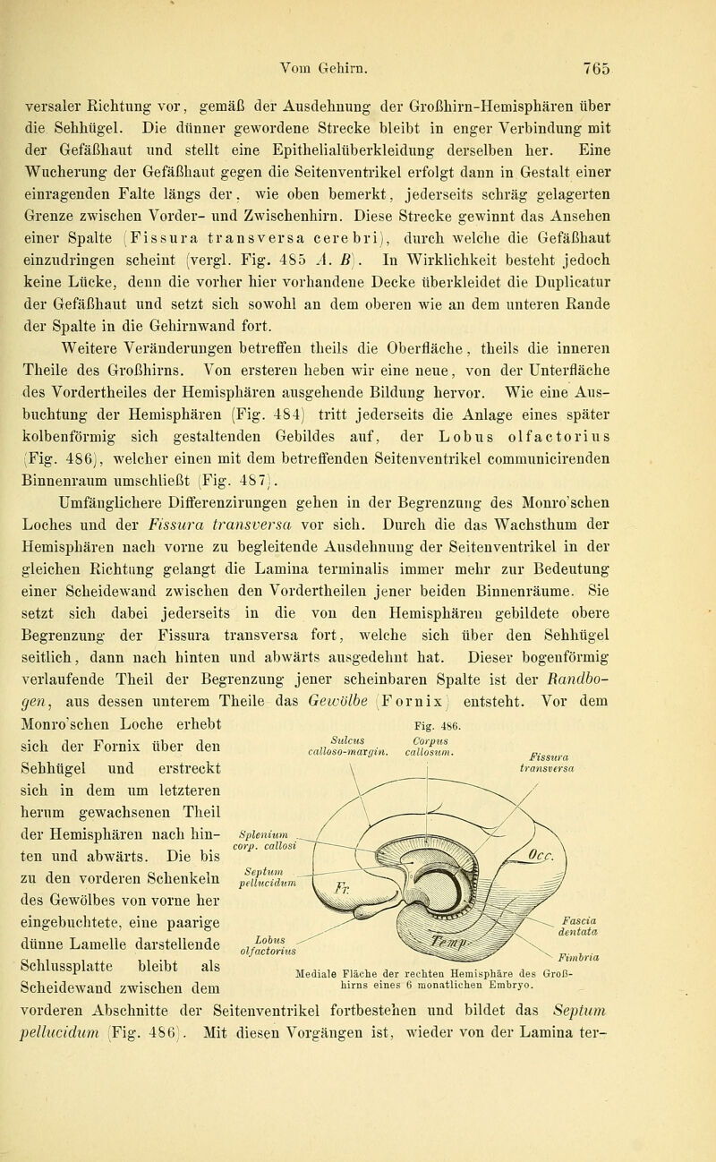 versaler Richtung vor, gemäß der Ausdehnung der Großhirn-Hemisphären über die Sehhügel. Die dünner gewordene Strecke bleibt in enger Verbindung mit der Gefäßhaut und stellt eine Epithelialüberkleidung derselben her. Eine Wucherung der Gefäßhaut gegen die Seitenventrikel erfolgt dann in Gestalt einer einragenden Falte längs der. wie oben bemerkt, jederseits schräg gelagerten Grenze zwischen Vorder- und Zwischenhirn. Diese Strecke gewinnt das Ansehen einer Spalte (Fissura transversa cerebri), durch welche die Gefäßhaut einzudringen scheint (vergl. Fig. 485 .1. ß). In Wirklichkeit besteht jedoch keine Lücke, denn die vorher hier vorhandene Decke überkleidet die Duplicatur der Gefäßhaut und setzt sich sowohl an dem oberen wie an dem unteren Rande der Spalte in die Gehirnwand fort. Weitere Veränderungen betreffen theils die Oberfläche, theils die inneren Theile des Großhirns. Von ersteren heben wir eine neue, von der Unterfläche des Vordertheiles der Hemisphären ausgehende Bildung hervor. Wie eine Aus- buchtung der Hemisphären (Fig. 484) tritt jederseits die Anlage eines später kolbenförmig sich gestaltenden Gebildes auf, der Lobus olfactorius (Fig. 486], welcher einen mit dem betreffenden Seitenventrikel communicirenden Binnenraum umschließt (Fig. 487). Umfänglichere Differenzirungen gehen in der Begrenzung des Monro'schen Loches und der Fissura transversa vor sich. Durch die das Wachsthum der Hemisphären nach vorne zu begleitende Ausdehnung der Seitenventrikel in der gleichen Richtung gelangt die Lamina terminalis immer mehr zur Bedeutung einer Scheidewand zwischen den Vordertheilen jener beiden Binnenräume. Sie setzt sich dabei jederseits in die von den Hemisphären gebildete obere Begrenzung der Fissura transversa fort, welche sich über den Sehhtigel seitlich, dann nach hinten und abwärts ausgedehnt hat. Dieser bogenförmig verlaufende Theil der Begrenzung jener scheinbaren Spalte ist der Randbo- gen ^ aus dessen unterem Theile das Gewölbe (Fornix) entsteht. Vor dem Monro'schen Loche erhebt sich der Fornix über den Sehhügel und erstreckt sich in dem um letzteren herum gewachseneu Theil der Hemisphären nach hin- ten und abwärts. Die bis zu den vorderen Schenkeln des Gewölbes von vorne her eingebuchtete, eine paarige dünne Lamelle darstellende Schlussplatte bleibt als Scheidewand zwischen dem vorderen Abschnitte der Seitenventrikel fortbestehen und bildet das Septum pellucidum (Fig. 486). Mit diesen Vorgängen ist, wieder von der Lamina ter- Sulcus calloso-margin. Splenium . corp. callosi Septum pellucidum Fimbria Mediale Fläche der rechtea Hemisphäre des Groß- hirns eines 6 monatlichen Embryo.