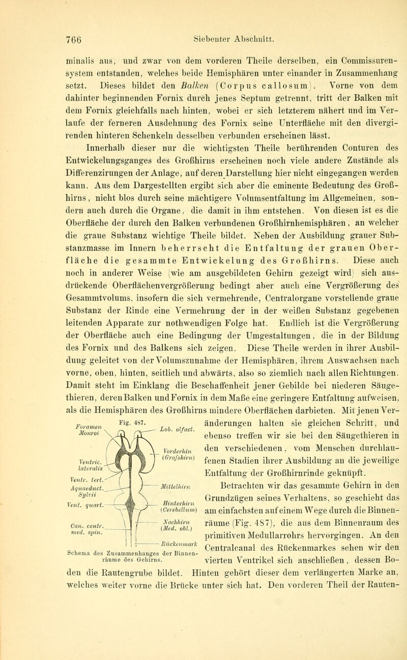 minalis aus, und zwar von dem vorderen Theile derselben, ein Commissuren- syStern entstanden, welches beide Hemisphären unter einander in Zusammenhang setzt. Dieses bildet den Balken (Corpus callosum). Vorne von dem dahinter beginnenden Fornix durch jenes Septum getrennt, tritt der Balken mit dem Fornix gleichfalls nach hinten, wobei er sich letzterem nähert und im Ver- laufe der ferneren Ausdehnung des Fornix seine ünterfläche mit den divergi- renden hinteren Schenkeln desselben verbunden erscheinen lässt. Innerhalb dieser nur die wichtigsten Theile berührenden Conturen des Entwickelungsganges des Großhirns erscheinen noch viele andere Zustände als Differenzirungen der Anlage, auf deren Darstellung hier nicht eingegangen werden kann. Aus dem Dargestellten ergibt sich aber die eminente Bedeutung des Groß- hirns , nicht blos durch seine mächtigere Volumsentfaltung im Allgemeinen, son- dern auch durch die Organe, die damit in ihm entstehen. Von diesen ist es die Oberfläche der durch den Balken verbundenen Großhirnhemisphären, an welcher die graue Substanz wichtige Theile bildet. Neben der Ausbildung grauer Sub- stanzmasse im Innern beherrscht die Entfaltung der grauen Ober- fläche die gesammte Entwickelung des Großhirns. Diese auch noch in anderer Weise (wie am ausgebildeten Gehirn gezeigt wird) sich aus- drückende Oberflächenvergrößerung bedingt aber auch eine Vergrößerung des Gesammtvolums, insofern die sich vermehrende, Centralorgane vorstellende graue Substanz der Einde eine Vermehrung der in der weißen Substanz gegebenen leitenden Apparate zur nothwendigeu Folge hat. Endlich ist die Vergrößerung der Oberfläche auch eine Bedingung der Umgestaltungen, die in der Bildung des Fornix und des Balkens sich zeigen. Diese Theile werden in ihrer Ausbil- dung geleitet von der Volumszunahme der Hemisphären, ihrem Auswachsen nach vorne, oben, hinten, seitlich und abwärts, also so ziemlich nach allen Richtungen. Damit steht im Einklang die Beschaflenheit jener Gebilde bei niederen Säuge- thieren, deren Balken und Fornix in dem Maße eine geringere Entfaltung aufweisen, als die Hemisphären des Großhirns mindere Oberflächen darbieten. Mit jenen Ver- änderungen halten sie gleichen Schritt, und ebenso trefien wir sie bei den Säugethieren in den verschiedenen, vom Menschen durchlau- fenen Stadien ihrer Ausbildung an die jeweilige Entfaltung der Großhirnrinde geknüpft. Betrachten wir das gesammte Gehirn in den Grundzügen seines Verhaltens, so geschieht das am einfachsten auf einem Wege durch die Binnen- räume (Fig. 487), die aus dem Binnenraum des primitiven Medullarrohrs hervorgingen. An den Centralcanal des Rückenmarkes sehen wir den vierten Ventrikel sich anschließen, dessen Bo- Hinten gehört dieser dem verlängerten Marke an, Den vorderen Theil der Rauten- Foramen Monroi Yentric. lateralis Yentr. tert. Aqiiaeduct. Sylvii Yent. guart. Can. centr. med. Spin. Fig. 487. Lob. olfact. Yorderhin {Orofshirn Mittellärn Hinterlnrn (Cerehellurn) Nachhirn (Med. ohl.) Rückenmark Schema des Zusammenhanges der Binnen- räume des Gehirns. den die Rautengrube bildet welches weiter vorne die Brücke unter sich hat