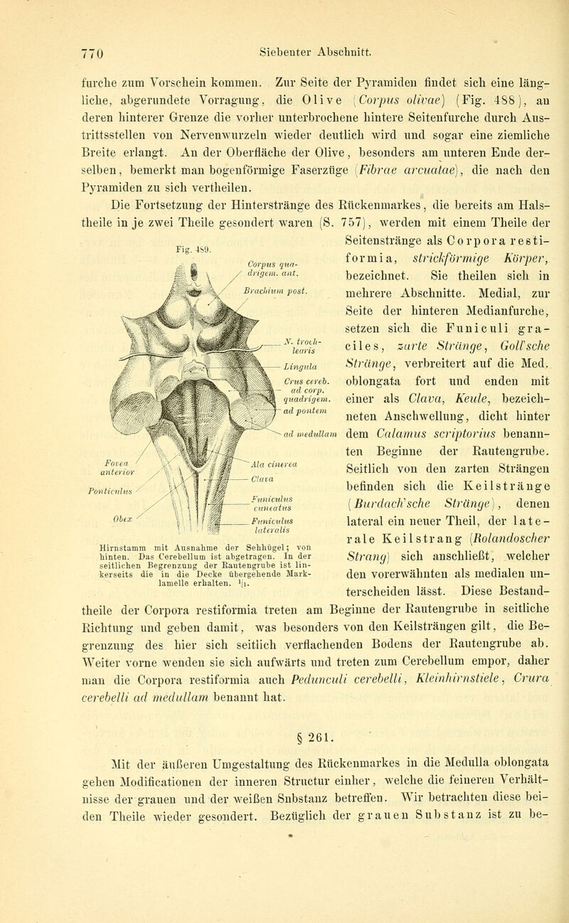 furclie zum Vorschein kommen. Zur Seite der Pyramiden findet sich eine läng- liche, abgerundete Vorragung, die Olive [Corpus olivae) (Fig. 488), an deren hinterer Grenze die vorher unterbrochene hintere Seitenfurche durch Aus- trittsstellen von Nervenwurzeln wieder deutlich wird und sogar eine ziemliche Breite erlangt. An der Oberfläche der Olive, besonders am unteren Ende der- selben, bemerkt man bogenförmige Faserzüge [Fibrae arcuatae), die nach den Pyramiden zu sich vertheilen. Die Fortsetzung der Hinterstränge des Rückenmarkes, die bereits am Hals- theile in je zwei Theile gesondert waren (S. 757), werden mit einem Theile der Seitenstränge als Corpora r e ß t i- Ccrpus qua- dngem ant. Buiclmim post. N. trovh- learis — Lingiila Crtis cereb. ad corp. qitadrigem. ad pontem tormia, strickfornuge korper,. bezeichnet. Sie theilen sich in mehrere Abschnitte. Medial, zur Seite der hinteren Medianfurche, setzen sich die Funiculi gra- c i 1 e s, zarte Stränge, GoU'sche Stränge^ verbreitert auf die Med,, oblongata fort und enden mit einer als Clava, Keule, bezeich- neten Anschwellung, dicht hinter ■admedidiam dem Calcimus scriptorius benann- ten Beginne der Rautengrube. Seitlich von den zarten Strängen befinden sich die Keilstränge [Burdach'sehe Stränge), denen lateral ein neuer Theil, der late- rale Keilstrang [Rokmdoscher Strang) sich anschließt, welcher den vorerwähnten als medialen un- terscheiden lässt. Diese Bestand- theile der Corpora restiformia treten am Beginne der Rautengrube in seitliche Richtung und geben damit, was besonders von den Keilsträngen gilt, die Be- grenzung des hier sich seitlich verflachenden Bodens der Rautengrube ab. Weiter vorne wenden sie sich aufwärts und treten zum Cerebellum empor, daher man die Corpora restiformia auch Pedunculi cerebelli. Kleinhirnstiele, Crura cerebelli ad medullam benannt hat. Pontindns ^ Fttmctdus luteiaiis Hirnstamm mit Ansnalirae der Sehhügel; vou hinten. Das Cerebellum ist abgetragen. In der seitlichen Begrenzung der Kautengrube ist lin- kerseits die in die Decke übergebende Mark- lamelle erhalten, 'ji. §261. Mit der äußeren Umgestaltung des Rückenmarkes in die MeduUa oblongata gehen Modificationen der inneren Strnetur einher, welche die feineren Verhält- nisse der grauen und der weißen Substanz betrefi'en. Wir betrachten diese bei- den Theile wieder gesondert. Bezüglich der grauen Substanz ist zu be-