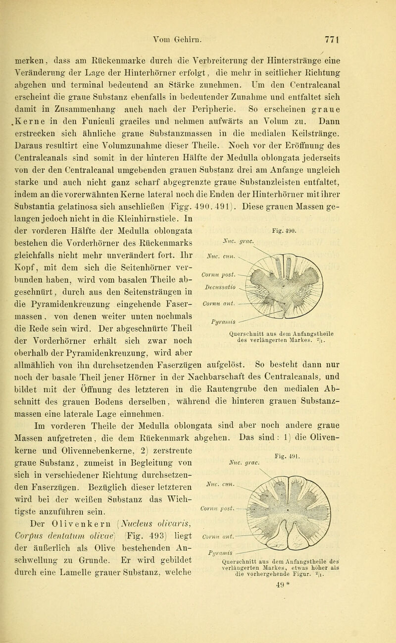 Fig.490. Nuc. grac. Nztc. CUH Comu ant. merken, dass am Rückenmarke durch die Verbreiterung der Hinterstränge eine Veränderung der Lage der Hinterliörner erfolgt, die mehr in seitlicher Richtung* abgehen und terminal bedeutend an Stärke zunehmen. Um den Centralcanal erscheint die graue Substanz ebenfalls in bedeutender Zunahme und entfaltet sich damit in Zusammenhang auch nach der Peripherie. So erscheinen graue Kerne in den Funiculi graciles und nehmen aufwärts an Volum zu. Dann erstrecken sich ähnliche graue Substanzmassen in die medialen Keilstränge. Daraus resultirt eine Vohimzunahme dieser Theile. Noch vor der Eröffnung des Centralcanals sind somit in der hinteren Hälfte der Medulla oblongata jederseits von der den Centralcanal umgebenden grauen Substanz drei am Anfange ungleich starke und auch nicht ganz scharf abgegrenzte graue Substanzleisten entfaltet, indem an die vorerwähnten Kerne lateral noch die Enden der Hinterhörner mit ihrer Substantia gelatinosa sich anschließen (Figg. 490. 491). Diese grauen Massen ge- langen jedoch nicht in die Kleinhirnstiele. In der vorderen Hälfte der Medulla oblongata bestehen die Vorderhörner des Rückenmarks gleichfalls nicht mehr unverändert fort. Ihr Kopf, mit dem sich die Seitenhörner ver- bunden haben, wird vom basalen Theile ab- geschnürt, durch aus den Seitensträngen in die Pyramidenkreuzung eingehende Faser- massen, von denen weiter unten nochmals die Rede sein wird. Der abgeschnürte Theil der Vorderhörner erhält sich zwar noch oberhalb der Pyramidenkreuzung, wird aber allmählich von ihn durchsetzenden Faserzügen aufgelöst. So besteht dann nur noch der basale Theil jener Hörner in der Nachbarschaft des Centralcanals, und bildet mit der Öffnung des letzteren in die Rautengrube den medialen Ab- schnitt des grauen Bodens derselben, während die hinteren grauen Substanz- massen eine laterale Lage einnehmen. Im vorderen Theile der Medulla oblongata sind aber noch andere graue Massen aufgetreten, die dem Rückenmark abgehen. Das sind: 1) die Oliven- kerne und Olivennebenkerne, 2) zerstreute graue Substanz, zumeist in Begleitung von sich in verschiedener Richtung durchsetzen- den Faserzügen. Bezüglich dieser letzteren wird bei der weißen Substanz das Wich- tigste anzuführen sein. Der Olivenkern [Xucleus oUvaris, Corpus dentatum olivae] Fig. 493) liegt der äußerlich als Olive bestehenden An- schwellung zu Grunde. Er wird gebildet durch eine Lamelle e-rauer Substanz, welche Pyrarnis Querschnitt aus dem Anfangstheile des verlängerten Markes, '■^(i. Nitc. grac. Fig. 491. Niic. cun. Comu post. Comu ant. Pirramis Quersclinitt aus dem Anfangstheile des verlängerten Markes, etwas hölier als die vorhergehende Figur, ■■'ji. 49^