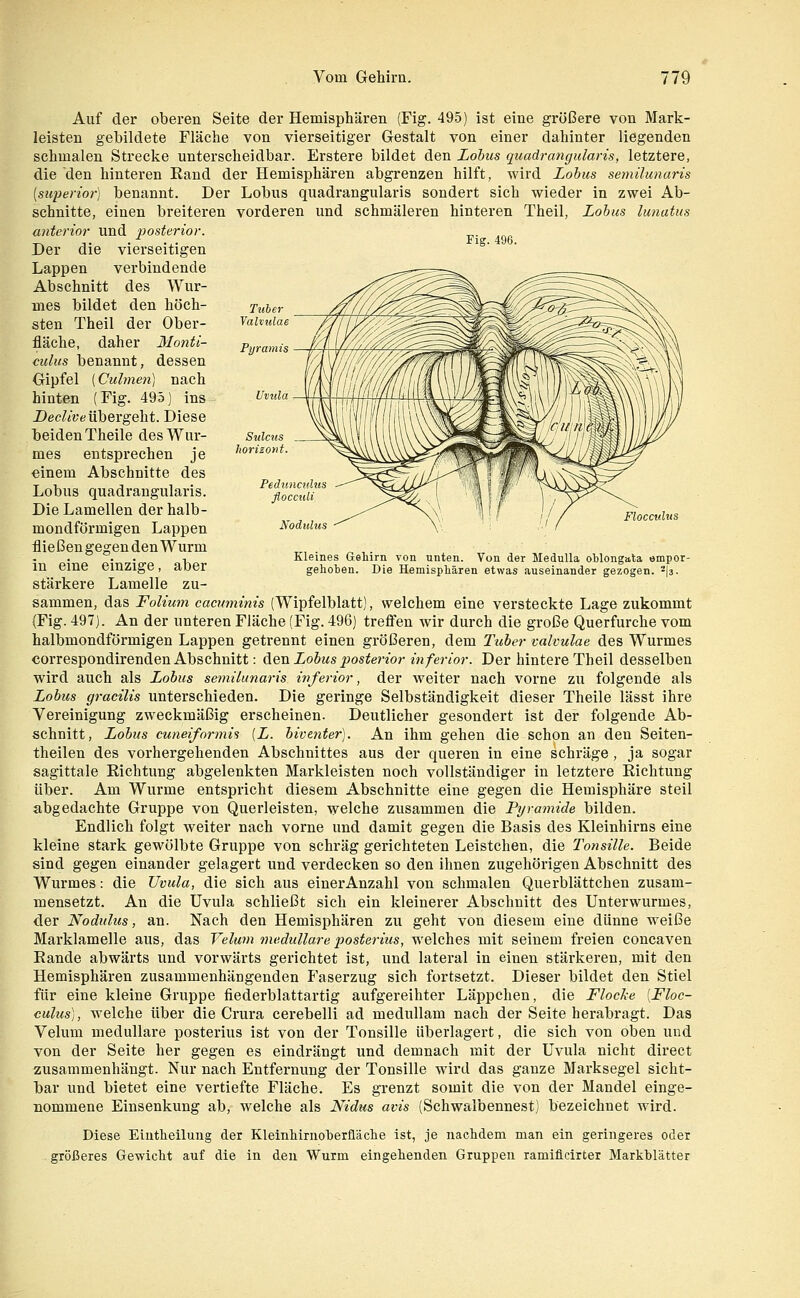 Tuber Valvtdae Pyramis Nodulus Flocculus Kleines Geliirn von unten. Von der Medulla oWongata empor- Die Hemispliären etwas auseinander gezogen. ^{3- Auf der oberen Seite der Hemisphären (Fig. 495) ist eine größere von Mark- leisten gebildete Fläche von vierseitiger Gestalt von einer dahinter liegenden schmalen Strecke unterscheidbar. Erstere bildet den Lohns quadrangularis, letztere, die den hinteren Eand der Hemisphären abgrenzen hilft, wird Lohns semilunaris [superior] benannt. Der Lobus quadrangularis sondert sich wieder in zwei Ab- schnitte, einen breiteren vorderen und schmäleren hinteren Theil, Lohns lunatus anterior und 2)osterior. Der die vierseitigen ^^' Lappen verbindende Abschnitt des Wur- mes bildet den höch- sten Theil der Ober- fläche, daher Monü- culns benannt, dessen Gipfel (Cuhneti] nach hinten (Fig. 495) ins Dec^ive übergeht. Diese ■beiden Theile des Wur- mes entsprechen je einem Abschnitte des Lobus quadrangularis. Die Lamellen der halb- mondförmigen Lappen fließen gegen den Wurm in eine einzige, aber stärkere Lamelle zu- sammen, das Folium cacuminis (Wipfelblatt), welchem eine versteckte Lage zukommt (Fig. 497). An der unteren Fläche (Fig. 496) treflen wir durch die große Querfurche vom halbmondförmigen Lappen getrennt einen größeren, dem Tuher valvulae des Wurmes correspondirenden Abschnitt: Aqu Lohns posterior inferior. Der hintere Theil desselben wird auch als Lohns semilunaris inferior, der weiter nach vorne zu folgende als Lohns gracilis unterschieden. Die geringe Selbständigkeit dieser Theile lässt ihre Yereinigung zweckmäßig erscheinen. Deutlicher gesondert ist der folgende Ab- schnitt, Lohns cuneiformis [L. hiventer). An ihm gehen die schon an den Seiten- theilen des vorhergehenden Abschnittes aus der queren in eine schräge, ja sogar sagittale Eichtung abgelenkten Markleisten noch vollständiger in letztere Richtung über. Am Wurme entspricht diesem Abschnitte eine gegen die Hemisphäre steil abgedachte Gruppe von Querleisten, welche zusammen die Pyramide bilden. Endlich folgt weiter nach vorne und damit gegen die Basis des Kleinhirns eine kleine stark gewölbte Gruppe von schräg gerichteten Leistchen, die Tonsille. Beide sind gegen einander gelagert und verdecken so den ihnen zugehörigen Abschnitt des Wurmes: die Uvula, die sich aus einerAnzahl von schmalen Querblättchen zusam- mensetzt. An die Uvula schließt sich ein kleinerer Abschnitt des Unterwurmes, der Nodulus, an. Nach den Hemisphären zu geht von diesem eine dünne weiße Marklamelle aus, das Velum medulläre posterius, welches mit seinem freien concaven Rande abwärts und vorwärts gerichtet ist, und lateral in einen stärkeren, mit den Hemisphären zusammenhängenden Faserzug sich fortsetzt. Dieser bildet den Stiel für eine kleine Gruppe fiederblattartig aufgereihter Läppchen, die Flocke [Floc- culus], welche über die Crura cerebelli ad medullam nach der Seite herabragt. Das Velum medulläre posterius ist von der Tonsille überlagert, die sich von oben und von der Seite her gegen es eindrängt und demnach mit der Uvula nicht direct zusammenhängt. Nur nach Entfernung der Tonsille wird das ganze Marksegel sicht- bar und bietet eine vertiefte Fläche. Es grenzt somit die von der Mandel einge- nommene Einsenkung ab, welche als Nidus avis (Schwalbennest) bezeichnet wird. Diese Eiutlieilung der Kleinhirnoberfläclie ist, je nachdem man ein geringeres oder größeres Gewicht auf die in den Wurm eingehenden Gruppen ramiflcirter Markblätter