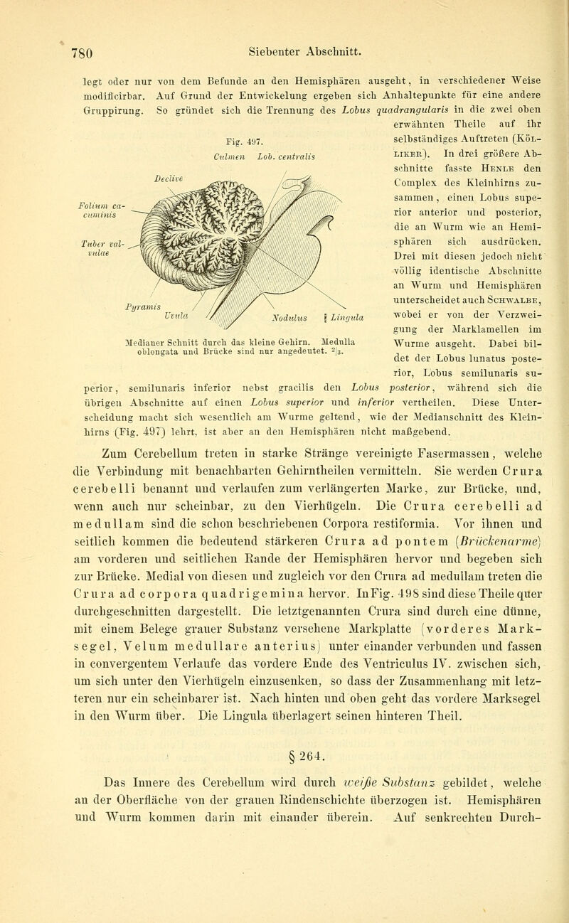 Gruppirung. Fig. 497. Ctilmen Lob. central Declive Folium ca- cwninis Py) amis Ui ulo I LiiKjtila Medianer Schnitt durch das kleine Gehirn. Mednlla oblongata und Brücke sind nur angedeutet. 2J3. legt oder nur von dem Befunde an den Hemisphären ausgeht, in verschiedener Weise modiflcirbar. Auf Grund der Entwickelung ergeben sich Anhaltepunkte für eine andere So gründet sich die Trennung des Lobus quadrangularis in die zwei oben erwähnten Theile auf ihr selbständiges Auftreten (Köl- liker). In drei größere Ab- schnitte fasste Henle den Complex des Kleinhirns zu- sammen , einen Lobus supe- rior anterior und posterior, die an Wurm wie an Hemi- sphären sich ausdrücken. Drei mit diesen jedoch nicht' völlig identische Abschnitte an Wurm und Hemisphären unterscheidet auch Schwalbe, wobei er von der Verzwei- gung der Marklamellen im Wurme ausgeht. Dabei bil- det der Lobus lunatus poste- rior, Lobus semilunaris su- perior, semilunaris inferior nebst gracilis den Lobus posterior, während sich die übrigen Abschnitte auf einen Lobus superior und inferior vertheilen. Diese Unter- scheidung macht sich wesentlicli am Wurme geltend, wie der Medianschnitt des Klein- hirns (Fig. 497) lehrt, ist aber an den Hemisphären nicht maßgebend. Zum Cerebelliim treten in starke Stränge vereinigte F'asermassen, welche die Verbindung mit benachbarten Gehirntbeilen vermitteln. Sie werden Crura cerebelli benannt und verlaufen zum verlängerten Marke, zur Brücke, und, wenn auch nur scheinbar, zu den Vierhügeln. Die Crura cerebelli ad medullam sind die schon beschriebenen Corpora restiformia. Vor ihnen und seitlich kommen die bedeutend stärkeren Crura ad pontem [Brückenarme] am vorderen und seitlichen Rande der Hemisphären hervor und begeben sich zur Brücke. Medial von diesen und zugleich vor den Crura ad medullam treten die Crura ad corpora quadrigemina hervor. InFig. 498 sind diese Theile quer durchgeschnitten dargestellt. Die letztgenannten Crura sind durch eine dünne, mit einem Belege grauer Substanz versehene Markplatte (vorderes Mark- segel, Velum medulläre anter ins) unter einander verbunden und fassen in convergentem Verlaufe das vordere Ende des Ventriculus IV. zwischen sich, um sich unter den Vierhügeln einzusenken, so dass der Zusammenhang mit letz- teren nur ein scheinbarer ist. Nach hinten und oben geht das vordere Marksegel in den Wurm über. Die Lingula überlagert seinen hinteren Theil. §264. Das Innere des Cerebellum wird durch weiße Substanz gebildet, welche an der Oberfläche von der grauen Rindenschichte überzogen ist. Hemisphären und Wurm kommen darin mit einander überein. Auf senkrechten Durch-