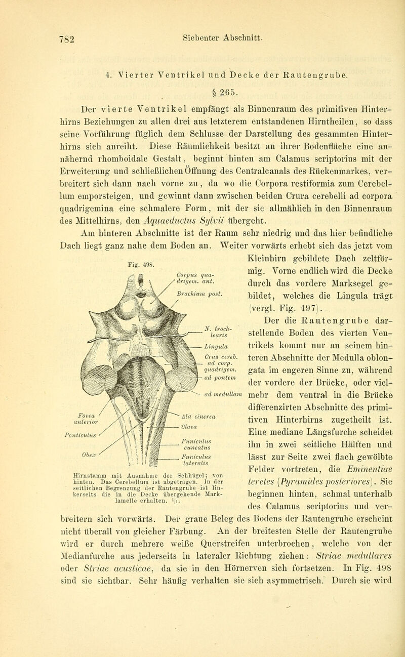 4. Vierter Ventrikel und Decke der Eautengrube. § 265. Der vierte Ventrikel empfängt als Binnenraum des primitiven Hinter- Mrns Beziehungen zu allen drei aus letzterem entstandenen Hirntlieilen, so dass seine Vorführung füglich dem Schlüsse der Darstellung des gesammten Hinter- hirns sich anreiht. Diese Räumlichkeit besitzt an ihrer Bodenfläche eine an- nähernd rhomboidale Gestalt, beginnt hinten am Calamus scriptorius mit der Erweiterung und schließlichenOfinung des Centralcanals des Rückenmarkes, ver- breitert sich dann nach vorne zu, da wo die Corpora restiformia zum Cerebel- lum emporsteigen, und geAvinnt dann zwischen beiden Crura cerebelli ad corpora quadrigemina eine schmalere Form, mit der sie allmählich in den Binnenraum des Mittelhirns, den Aquaeductus Sylvii übergeht. Am hinteren Abschnitte ist der Raum sehr niedrig und das hier befindliche Dach liegt ganz nahe dem Boden an. Weiter vorwärts erhebt sich das jetzt vom Kleinhirn gebildete Dach zeltför- Corpus qua- drigem. ant. Brachium post. Crns ctrel. ad corp. quadrigem. ad pontem ad medullam mig. Vorne endlich wird die Decke durch das vordere Marksegel ge- bildet, welches die Lingula trägt (vergl. Fig. 497). Der die Rautengrube dar- stellende Boden des vierten Ven- trikels kommt nur an seinem hin- teren Abschnitte der Medulla oblon- gata im engeren Sinne zu, während der vordere der Brücke, oder viel- mehr dem ventral in die Brücke differenzirten Abschnitte des primi- tiven Hinterhirns zugetheilt ist. Eine mediane Längsfurche scheidet ihn in zwei seitliche Hälften und lässt zur Seite zwei flach gewölbte Felder vortreten, die Eminentiae teretes [Py^'amides posteriores). Sie beginnen hinten, schmal unterhalb des Calamus scriptorius und ver- breitern sich vorwärts. Der graue Beleg des Bodens der Rautengrube erscheint nicht überall von gleicher Färbung. An der breitesten Stelle der Rautengrube wird er durch mehrere weiße Querstreifen unterbrochen, welche von der Medianfurche aus jederseits in lateraler Richtung ziehen: Striae medulläres oder Striae acusticae, da sie in den Hörnerven sich fortsetzen. In Fig. 498 sind sie sichtbar. Sehr häufig verhalten sie sich asymmetrisch. Durch sie wird Ponticuhis Funicitlus cuneatus Funiculus lateralis Hirnstamm mit Ansnalime der Sehliügel; von hinten. Das Cereloellnm ist abgetragen. In der seitlichen Begi-enzung der Eautengrube ist lin- kerseits die in die Decke übergehende Mark- lamelle erhalten. i)i.