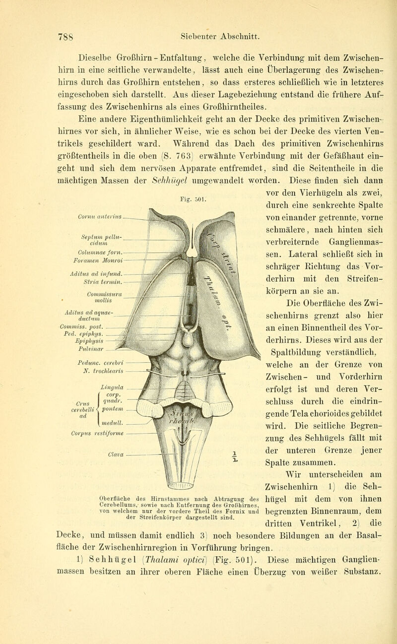 Fig. 501. Dieselbe Großhirn - Entfaltung, welche die Verbindung mit dem Zwischen- hirn in eine seitliche verwandelte, lässt auch eine Überlagerung des Zwischen- hirns durch das Großhirn entstehen, so dass ersteres schließlich wie in letzteres eingeschoben sich darstellt. Aus dieser Lagebeziehung entstand die frühere Auf- fassung des Zwischenhirns als eines Großhirntheiles. Eine andere Eigenthümlichkeit geht an der Decke des primitiven Zwischen- hirnes vor sich, in ähnlicher Weise, wie es schon bei der Decke des vierten Ven- trikels geschildert ward. Während das Dach des primitiven Zwischenhirns größtentheils in die oben (8. 763) erwähnte Verbindung mit der Gefäßhaut ein- geht und sich dem nervösen Apparate entfremdet, sind die Seitentheile in die mächtigen Massen der Sehhügel umgewandelt worden. Diese finden sich dann vor den Vierhügeln als zwei, durch eine senkrechte Spalte von einander getrennte, vorne schmälere, nach hinten sich verbreiternde Ganglienmas- sen. Lateral schließt sich in schräger Richtung das Vor- derhirn mit den Streifeu- körpern an sie an. Die Oberfläche des Zwi- schenhirns grenzt also hier an einen Binnentheil des Vor- derhirns. Dieses wird aus der Spaltbildung verständlich, welche an der Grenze von Zwischen - und Vorderhirn erfolgt ist und deren Ver- schluss durch die eindrin- gende Tela chorioides gebildet wird. Die seitliche Begren- zung des Sehhügels fällt mit der unteren Grenze jener Spalte zusammen. Wir unterscheiden am Zwischenhirn 1) die Seh- Oberfläche des Hirnstammes nach Abtragung des hügel mit dem VOU ihnen Cerebellums, sowie nacli Entferming des Großhirnes, von welchem nur der vordere Theil des Fornix und begrenzten Binneuraum, dem der Streifenkörper dargestellt sind. dritten Ventrikel, 2) die Decke, und müssen damit endlich 3) nocb besondere Bildungen an der Basal- fläche der Zwischenhirnregion in Vorführung bringen. 1) Sehhügel [Thalami optici) (Fig. 501). Diese mächtigen Ganglien- massen besitzen an ihrer oberen Fläche einen Überzug von weißer Substanz. C'ormi antei lus Columnae joi n. Foramen Monroi Aditus ad in/und Stria termm. Aditus ad aquae ductum Commiss. post. Ped. epiphys Pedunc. cerehti N. trochleans Lingula corp. Cr US cerebelli pontem ad I \ medull Corpus restiforme Claia