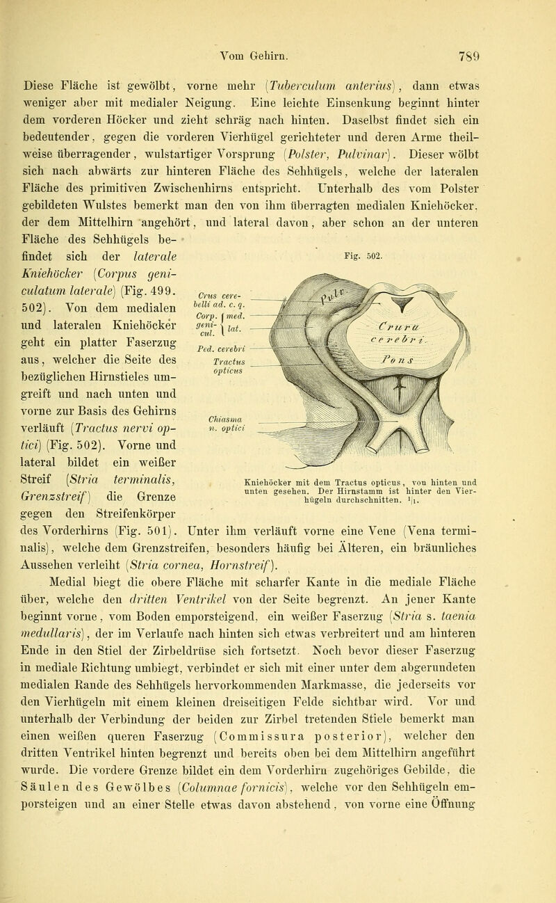 Fig. 502. Crus cere- belli ad. c. q Corp. t med. Chiasma H. optici Diese Fläche ist gewölbt, vorne mehr [Tuberculum anterius), dann etwas weniger aber mit medialer Neigung. Eine leichte Einsenkung beginnt hinter dem vorderen Höcker und zieht schräg nach hinten. Daselbst findet sich ein bedeutender, gegen die vorderen Vierhügel gerichteter und deren Arme theil- weise überragender , wulstartiger Vorsprung [Polster, Pulvinar). Dieser wölbt sich nach abwärts zur hinteren Fläche des Sehhügels, welche der lateralen Fläche des primitiven Zwischenhirns entspricht. Unterhalb des vom Polster gebildeten Wulstes bemerkt man den von ihm überragten medialen Kniehöcker, der dem Mittelhirn angehört, und lateral davon, aber schon an der unteren Fläche des Sehhügels be- - findet sich der laterale Kniehöcker [Corpus geni- culatum laterale) (Fig. 499. 502). Von dem medialen und lateralen Kniehöcker geht ein platter Faserzug aus, welcher die Seite des bezüglichen Hirnstieles um- greift und nach unten und vorne zur Basis des Gehirns verläuft [Tractus nervi op- tici) (Fig. 502). Vorne und lateral bildet ein weißer Streif [Stria terminalis, Grenzstreif) die Grenze gegen den Streifenkörper des Vorderhirns (Fig. 501). Unter ihm verläuft vorne eine Vene (Vena termi- nalis) , welche dem Grenzstreifen, besonders häufig bei Älteren, ein bräunliches Aussehen verleiht [Stria Cornea, Hornstreif). Medial biegt die obere Fläche mit scharfer Kante in die mediale Fläche über, welche den dritten Ventrikel von der Seite begrenzt. An jener Kante beginnt vorne, vom Boden emporsteigend, ein weißer Faserzug [Stria s. taenia medullaris), der im Verlaufe nach hinten sich etwas verbreitert und am hinteren Ende in den Stiel der Zirbeldrüse sich fortsetzt. Noch bevor dieser Faserzug in mediale Richtung umbiegt, verbindet er sich mit einer unter dem abgerundeten medialen Rande des Sehhügels hervorkommenden Markmasse, die jederseits vor den Vierhügeln mit einem kleinen dreiseitigen Felde sichtbar wird. Vor und unterhalb der Verbindung der beiden zur Zirbel tretenden Stiele bemerkt man einen weißen queren Faserzug (Commissura posterior), welcher den dritten Ventrikel hinten begrenzt und bereits oben bei dem Mittelhirn angeführt wurde. Die vordere Grenze bildet ein dem Vorderhirn zugehöriges Gebilde, die Säulen des Gewölbes [Columnae fornicis), welche vor den Sehhügeln em- porsteigen und an einer Stelle etwas davon abstehend, von vorne eine Öffnung Kniehöcker mit dem Tractus opticus, von hinten und unten gesehen. Der Hirnstamm ist hinter den Vier- hügeln durchschnitten. i|i.