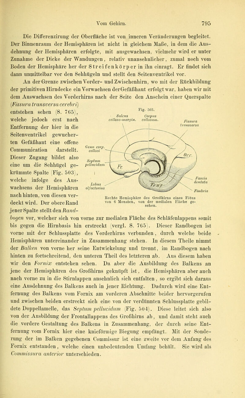 Fig. 503. Lohns olfactorius Fimhria Die Differenzirung der Oberfläche ist von inneren Veränderungen begleitet. Der Binnenraum der Hemisphären ist nicht in gleichem Maße, in dem die Aus- dehnung der Hemisphären erfolgte, mit ausgewachsen, vielmehr wird er unter Zunahme der Dicke der Wandungen, relativ unansehnlicher, zumal noch vom Boden der Hemisphäre her der Streifenkörper in ihn einragt. Er findet sich dann unmittelbar vor den Sehhügeln und stellt den Seitenventrikel vor. An der Grenze zwischen Vorder- und Zwischenhirn, wo mit der Rückbildung der primitiven Hirndecke ein Vorwachsen der Gefäßhaut erfolgt war, haben wir mit dem Auswachsen des Vorderhirns nach der Seite den Anschein einer Querspalte {Fissura transversa cerebri) entstehen sehen (S. 765), welche jedoch erst nach Entfernung der hier in die Seitenventrikel gewucher- ten Gefäßhaut eine offene Communication darstellt. Dieser Zugang bildet also eine um die Sehhtigel ge- krümmte Spalte (Fig. 503), welche infolge des Aus- wachsens der Hemisphären nach hinten, von diesen ver- deckt wird. Der obere Rand jener Spalte stellt den Rand- bogen vor, welcher sich von vorne zur medialen Fläche des Schläfenlappens somit bis gegen die Hirnbasis hin erstreckt (vergl. S. 765). Dieser Randbogen ist vorne mit der Schlussplatte des Vorderhirns verbunden, durch welche beide Hemisphären untereinander in Zusammenhang stehen. In diesem Theile nimmt der Balken von vorne her seine Entwickelung und trennt, im Randbogen nach hinten zu fortschreitend, den unteren Theil des letzteren ab. Aus diesem haben wir den Fornix entstehen sehen. Da aber die Ausbildung des Balkens an jene der Hemisphären des Großhirns geknüpft ist, die Hemisphären aber auch nach vorne zu in die Stirnlappen ansehnlich sich entfalten, so ergibt sich daraus eine Ausdehnung des Balkens auch in jener Richtung. Dadurch wird eine Ent- fernung des Balkens vom Fornix am vorderen Abschnitte beider hervorgerufen nnd zwischen beiden erstreckt sich eine von der verdünnten Schlussplatte gebil- dete Doppellamelle, das Septum pellucidum (Fig. 504). Diese leitet sich also von der Ausbildung der Frontallappens des Großhirns ab, und damit steht auch die vordere Gestaltung des Balkens in Zusammenhang, der durch seine Ent- fernung vom Fornix hier eine knieförmige Biegung empfängt. Mit der Sonde- rung der im Balken gegebenen Commissur ist eine zweite vor dem Anfang des Fornix entstanden, welche einen unbedeutenden Umfang behält. Sie wird als Commissura anterior unterschieden. Keclite Hemispliäre des Großhirns eines Pötus von 6 Monaten, von der medialen Fläclie ge- sellen.