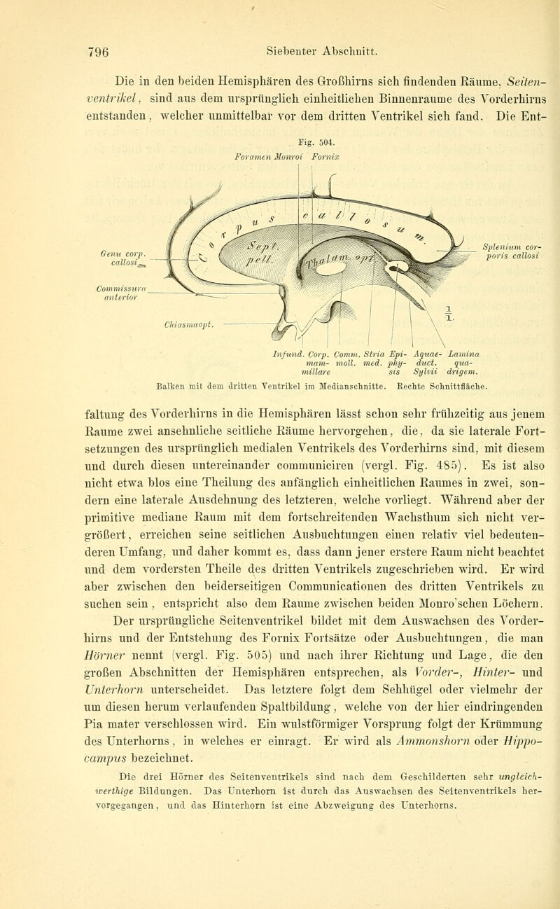 Die in den beiden Hemisphären des Großhirns sich findenden Räume. Seiten- ventrikel , sind aus dem ursprünglich einheitlichen Binnenraume des Vorderhirns entstanden, welcher unmittelbar vor dem dritten Ventrikel sich fand. Die Ent- Fig. 504. Foramen Monroi Fornix Splenmm cor- poris callosi Chiasmaopt. In/und. Corp. Comtn. Stria Epi- Aquae- Lamina triam- moll. med. phy- duct. qua- millare sis Sylvii Balken mit dem dritten Ventrikel im Medianschnitte. gem. Rechte Schnittfläclie. faltung des Vorderhirns in die Hemisphären lässt schon sehr frühzeitig aus jenem Räume zwei ansehnliche seitliche Räume hervorgehen, die, da sie laterale Fort- setzungen des ursprünglich medialen Ventrikels des Vorderhirns sind, mit diesem und durch diesen untereinander communiciren (vergl. Fig. 485). Es ist also nicht etwa blos eine Theilung des anfänglich einheitlichen Raumes in zwei, son- dern eine laterale Ausdehnung des letzteren, welche vorliegt. Während aber der primitive mediane Raum mit dem fortschreitenden Wachsthum sich nicht ver- größert, erreichen seine seitlichen Ausbuchtungen einen relativ viel bedeuten- deren Umfang, und daher kommt es. dass dann jener erstere Raum nicht beachtet und dem vordersten Theile des dritten Ventrikels zugeschrieben wird. Er wird aber zwischen den beiderseitigen Communicationen des dritten Ventrikels zu suchen sein , entspricht also dem Räume zwischen beiden Monro'schen Löchern. Der ursprüngliche Seitenventrikel bildet mit dem Auswachsen des Vorder- hirns und der Entstehung des Fornix Fortsätze oder Ausbuchtungen, die man Hörner nennt (vergl. Fig. 505) und nach ihrer Richtung und Lage, die den großen Abschnitten der Hemisphären entsprechen, als Vorder-, Hinter- und Unterhorn unterscheidet. Das letztere folgt dem Sehhügel oder vielmehr der um diesen herum verlaufenden Spaltbildung, welche von der hier eindringenden Pia mater verschlossen wird. Ein wulstförmiger Vorsprung folgt der Krümmung des ünterhorns , in welches er einragt. Er wird als Ammo7ishorn oder Hippo- campus bezeichnet. Die drei Hörner des Seitenventrikels sind nach dem GescMlderten sehr ungleich- werthige Bildungen. Das Unterhorn ist durch das Auswachsen des Seitenventrikels her- vorgegangen, und das Hinterhorn ist eine Abzweigung des ünterhorns.
