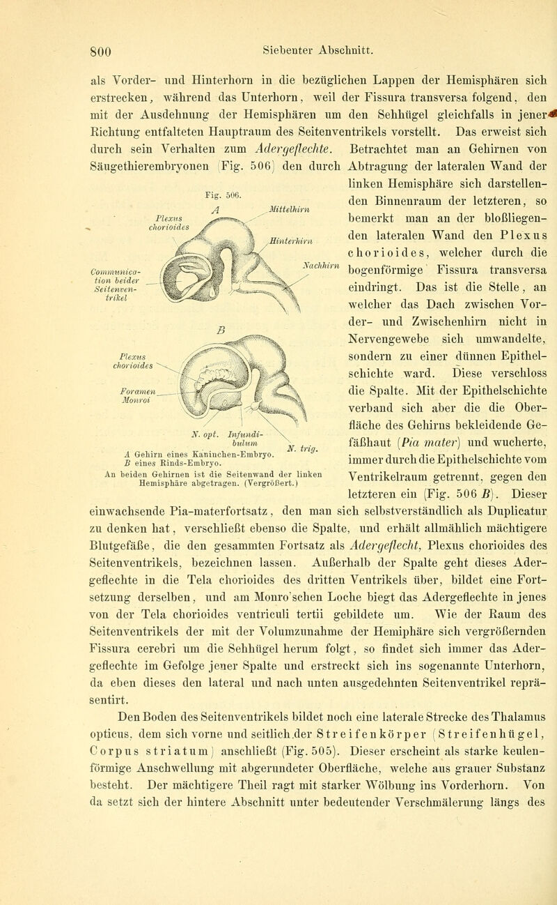 Fig. 506. A Plexus ^s^=«t>%^ Mtttelhirn Eintet hir II Nachlim Foramen Monroi als Vorder- und Hinterhorn in die bezügliclien Lappen der Hemisphären sich erstrecken, während das Unterhorn, weil der Fissura transversa folgend, den mit der Ausdehnung der Hemisphären um den Sehhügel gleichfalls in jener< Eichtung entfalteten Hauptraum des Seitenventrikels vorstellt. Das erweist sich durch sein Verhalten zum Adergeflechte. Betrachtet man an Gehirnen von Säugethierembryonen (Fig. 506) den durch Abtragung der lateralen Wand der linken Hemisphäre sich darstellen- den Binnenraum der letzteren, so bemerkt man an der bloßliegen- den lateralen Wand den Plexus chorioides, welcher durch die bogenförmige Fissura transversa eindringt. Das ist die Stelle, an welcher das Dach zwischen Vor- der- und Zwischenhirn nicht in Nervengewebe sich umwandelte, sondern zu einer dünnen Epithel- schichte ward. Diese verschloss die Spalte. Mit der Epithelschichte verband sich aber die die Ober- fläche des Gehirns bekleidende Ge- fäßhaut [Pia mater) und wucherte, immer durch die Epithelschichte vom Ventrikelraum getrennt, gegen den letzteren ein (Fig. 506 5). Dieser einwachsende Pia-materfortsatz, den man sich selbstverständlich als Duplicatur zu denken hat, verschließt ebenso die Spalte, und erhält allmählich mächtigere Blutgefäße, die den gesammten Fortsatz als Ädergeflecht, Plexus chorioides des Seitenventrikels, bezeichnen lassen. Außerhalb der Spalte geht dieses Ader- geflechte in die Tela chorioides des dritten Ventrikels über, bildet eine Fort- setzung derselben, und am Monro'schen Loche biegt das Adergeflechte in jenes von der Tela chorioides ventriculi tertii gebildete um. Wie der Raum des Seitenventrikels der mit der Volumzunahme der Hemiphäre sich vergrößernden Fissura cerebri um die Sehhügel herum folgt, so findet sich immer das Ader- geflechte im Gefolge jener Spalte und erstreckt sich ins sogenannte Unterhorn, da eben dieses den lateral und nach unten ausgedehnten Seitenventrikel reprä- sentirt. Den Boden des Seitenventrikels bildet noch eine laterale Strecke des Thalamus opticus, dem sich vorne und seitlich .der Streifenkörper (Streifenhügel, Corpus striatumj anschließt (Fig. 505). Dieser erscheint als starke keulen- förmige Anschwellung mit abgerundeter Oberfläche, welche aus grauer Substanz besteht. Der mächtigere Theil ragt mit starker Wölbung ins Vorderhorn. Von da setzt sich der hintere Abschnitt unter bedeutender Verschmälerung längs des N. trig. A Gehirn eines Kaninchen-Embryo. B eines Binds-Embryo. An beiden Gehirnen ist die Seitenwand der linken Hemisphäre abgetragen. (Vergrößert.)