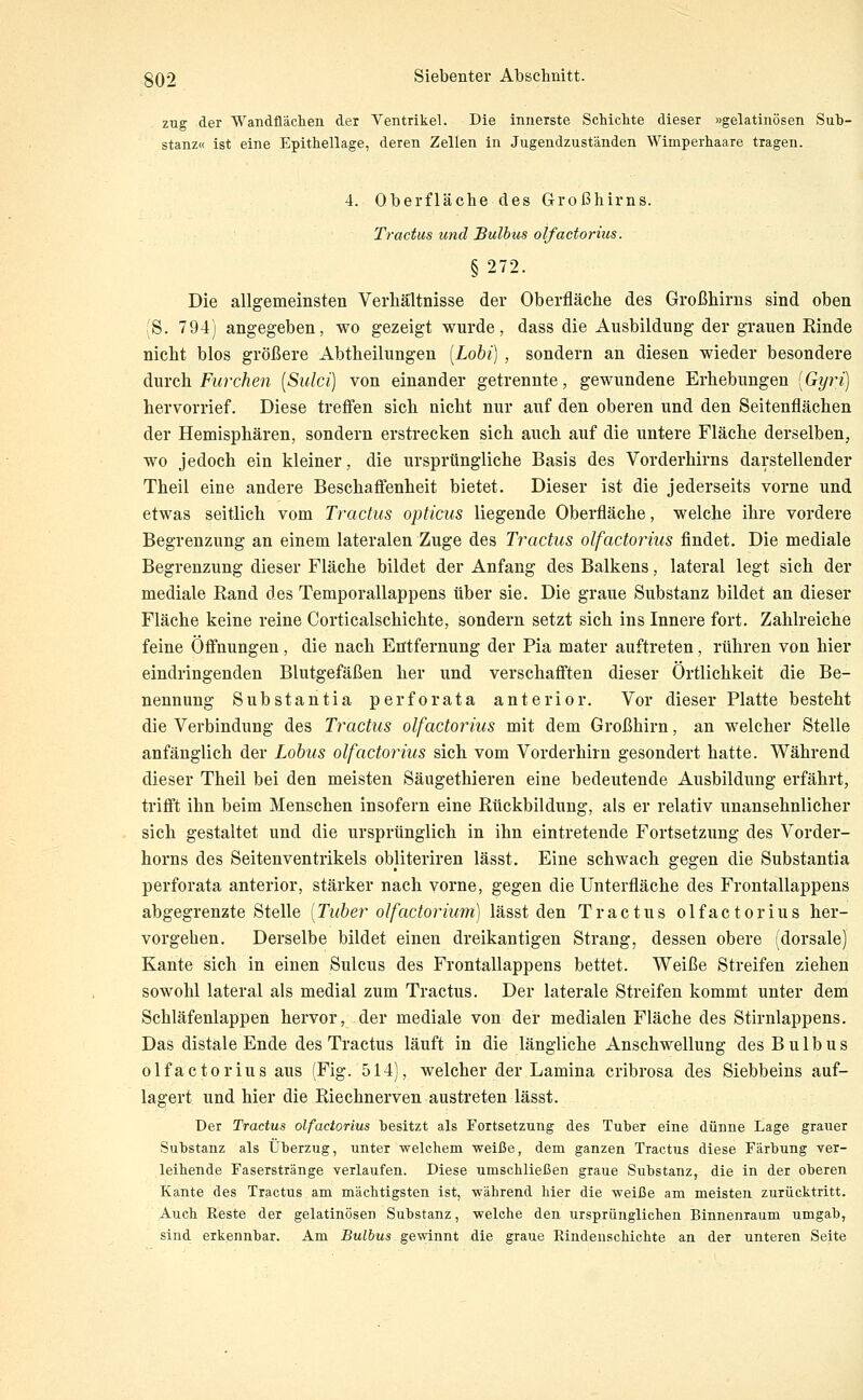 zug der Wandflächen der Ventrikel. Die innerste Schiclite dieser »gelatinösen Sub- stanz« ist eine Epithellage, deren Zellen in Jugendzuständen Wimperhaare tragen. 4. Oberfläche des Großhirns. Tractus und Bulbus olfactorius. §272. Die allgemeinsten Verhältnisse der Oberfläche des Großhirns sind oben (S. 794) angegeben, wo gezeigt wurde, dass die Ausbildung der grauen Rinde nicht blos größere Abtheilungen [Lohi] , sondern an diesen wieder besondere äuvch. Furchen {Sulci) von einander getrennte, gewundene Erhebungen [Gyri) hervorrief. Diese treffen sich nicht nur auf den oberen und den Seitenflächen der Hemisphären, sondern erstrecken sich auch auf die untere Fläche derselben, wo jedoch ein kleiner, die ursprüngliche Basis des Vorderhirns darstellender Theil eine andere Beschaff'enheit bietet. Dieser ist die jederseits vorne und etwas seitlich vom Tractus opticus liegende Oberfläche, welche ihre vordere Begrenzung an einem lateralen Zuge des Tractus olfactorius findet. Die mediale Begrenzung dieser Fläche bildet der Anfang des Balkens, lateral legt sich der mediale Rand des Temporallappens über sie. Die graue Substanz bildet an dieser Fläche keine reine Corticalschichte, sondern setzt sich ins Innere fort. Zahlreiche feine Öönungen, die nach Entfernung der Pia mater auftreten, rühren von hier eindringenden Blutgefäßen her und verschaff'ten dieser Örtlichkeit die Be- nennung Substantia perforata anterior. Vor dieser Platte besteht die Verbindung des Tractus olfactorius mit dem Großhirn, an welcher Stelle anfänglich der Lobus olfactorius sich vom Vorderhirn gesondert hatte. Während dieser Theil bei den meisten Säugethieren eine bedeutende Ausbildung erfährt, triff't ihn beim Menschen insofern eine Rückbildung, als er relativ unansehnlicher sich gestaltet und die ursprünglich in ihn eintretende Fortsetzung des Vorder- horns des Seitenventrikels obliteriren lässt. Eine schwach gegen die Substantia perforata anterior, stärker nach vorne, gegen die Unterfläche des Frontallappens abgegrenzte Stelle [Tuber olfactorium) lässt den Tractus olfactorius her- vorgehen. Derselbe bildet einen dreikantigen Strang, dessen obere (dorsale) Kante sich in einen Sulcus des Frontallappens bettet. Weiße Streifen ziehen sowohl lateral als medial zum Tractus. Der laterale Streifen kommt unter dem Schläfenlappen hervor, der mediale von der medialen Fläche des Stirnlappens. Das distale Ende des Tractus läuft in die längliche Anschwellung des Bulbus olfactorius aus (Fig. 514), welcher der Lamina cribrosa des Siebbeins auf- lagert und hier die Riechnerven austreten lässt. Der Tractus olfactorius besitzt als Fortsetzung des Tuber eine dünne Lage grauer Substanz als Überzug, unter welchem weiße, dem ganzen Tractus diese Färbung Ter- leihende Faserstränge verlaufen. Diese umschließen graue Substanz, die in der oberen Kante des Tractus am mächtigsten ist, -während hier die weiße am meisten zurücktritt. Auch Reste der gelatinösen Substanz, welche den ursprünglichen Binnenraum umgab, sind erkennbar. Am Bulbus gewinnt die graue Rindenschichte an der unteren Seite