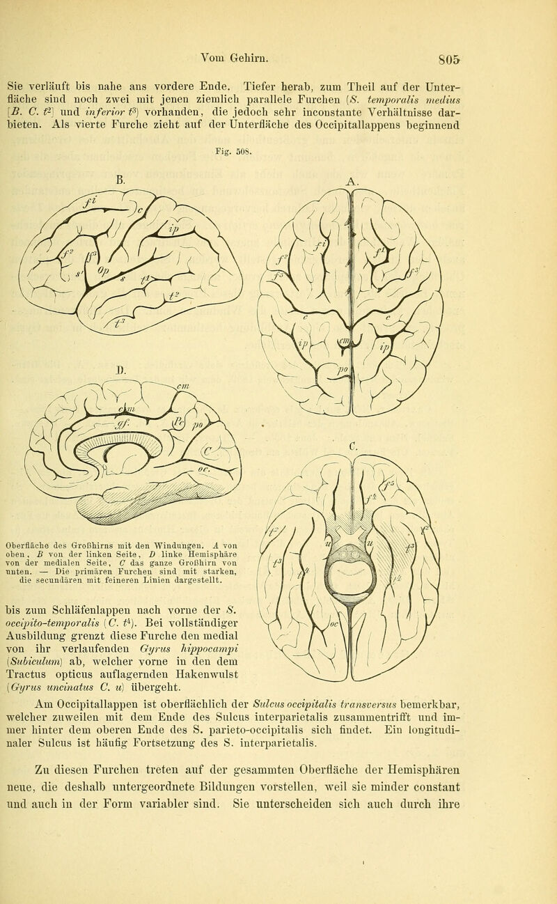 Sie verläuft bis nahe ans vordere Ende. Tiefer herab, zum Theil auf der Unter- fläche sind noch zwei mit jenen ziemlich parallele Furchen [S. temporalis medius [B. C. t'] und infer int t^] vorhanden, die jedoch sehr incoustante Verhältnisse dar- bieten. Als vierte Furche zieht auf der Unterfläche des Occipitallappens beginnend Fig. 508. Oberfläche des GroßMrns mit den AVindungen. A von oben , B von der linken Seite, D linke Hemisphäre von der medialen Seite, C das ganze Großhirn von nuten. — Die primären Furchen sind mit starken, die secundären mit feineren Linien dargestellt. bis zum Schläfenlappen nach vorne der S. occiinto-temporalis [C. t^). Bei vollständiger Ausbildung grenzt diese Furche den medial von ihr verlaufenden Gynos hippocampi [Subiculum] ab, welcher vorne in den dem Tractus opticus auflagernden Hakenwulst [Gijrus uncinatus C. u) übergeht. Am Occipitallappen ist oberflächlich der Sulcus occipitalis fransversus bemerkbar, welcher zuweilen mit dem Ende des Sulcus interparietalis zusammentrifft und im- mer hinter dem oberen Ende des S. parieto-occipitalis sich findet. Ein longitudi- naler Sulcus ist häufig Fortsetzung des S. interparietalis. Zu diesen Furclieii treten auf der gesammten Oberfläclie der Hemispliären neue, die deshalb untergeordnete Bildungen vorstellen, weil sie minder constant und aucli in der Form variabler sind. Sie unterscheiden sich auch durch ihre