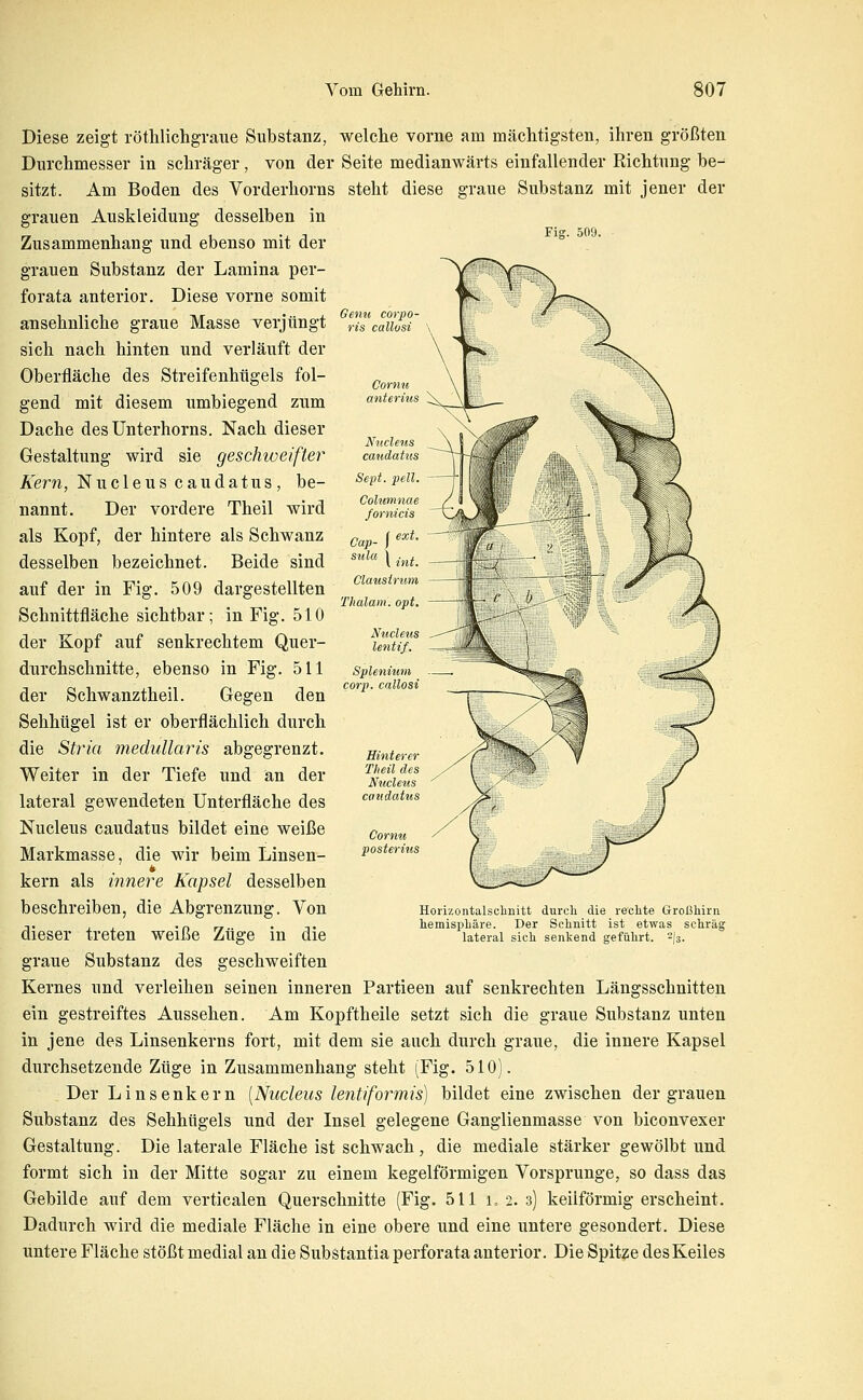 Fig. 509. Diese zeigt rötlilichgraue Substanz, welche vorne am mächtigsten, ihren größten Durchmesser in schräger, von der Seite medianwärts einfallender Richtung be^ sitzt. Am Boden des Vorderhorns steht diese graue Substanz mit jener der grauen Auskleidung desselben in Zusammenhang und ebenso mit der grauen Substanz der Lamina per- forata anterior. Diese vorne somit ansehnliche graue Masse verjüngt sich nach hinten und verläuft der Oberfläche des Streifenhügels fol- gend mit diesem umbiegend zum Dache desUnterhorns. Nach dieser Gestaltung wird sie geschweifter Kern, Nucleus caudatus, be- nannt. Der vordere Theil wird als Kopf, der hintere als Schwanz desselben bezeichnet. Beide sind auf der in Fig. 509 dargestellten Schnittfläche sichtbar; in Fig. 510 der Kopf auf senkrechtem Quer- durchschnitte, ebenso in Fig. 511 der Schwanztheil. Gegen den Sehhügel ist er oberflächlich durch die Stria medullaris abgegrenzt. Weiter in der Tiefe und an der lateral gewendeten Unterfläche des Nucleus caudatus bildet eine weiße Markmasse, die wir beim Linsen- kern als innere Kapsel desselben beschreiben, die Abgrenzung. Von dieser treten weiße Züge in die graue Substanz des geschweiften Kernes und verleihen seinen inneren Partieen auf senkrechten Längsschnitten ein gestreiftes Aussehen. Am Kopftheile setzt sich die graue Substanz unten in jene des Linsenkerns fort, mit dem sie auch durch graue, die innere Kapsel durchsetzende Züge in Zusammenhang steht (Fig. 510). Der Linsenkern [Nucleus lentiformis) bildet eine zwischen der grauen Substanz des Sehhügels und der Insel gelegene Ganglienmasse von biconvexer Gestaltung. Die laterale Fläche ist schwach, die mediale stärker gewölbt und formt sich in der Mitte sogar zu einem kegelförmigen Vorsprunge, so dass das Gebilde auf dem verticalen Querschnitte (Fig. 511 i. 2. 3) keilförmig erscheint. Dadurch wird die mediale Fläche in eine obere und eine untere gesondert. Diese untere Fläche stößt medial an die Substantia perforata anterior. Die Spitze des Keiles Hinterer Theil des Nucleus caudatus Conm posterius Horizontalschnitt durch die rwiite Großhirn hemisphäre. Der Schnitt ist etwas schräg lateral sich senkend geführt, -j^.