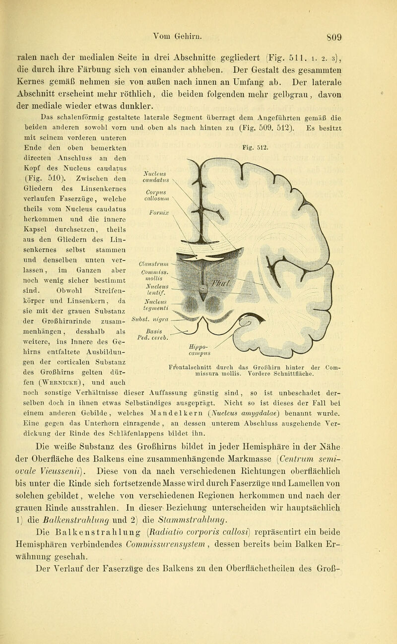 ralen nach der medialen Seite in drei Abschnitte gegliedert (Fig. 511. i. 2. 3), die durch ihre Färbung sich von einander abheben. Der Gestalt des gesammten Kernes gemäß nehmen sie von außen nach innen an Umfang ab. Der laterale Abschnitt erscheint mehr röthlich, die beiden folgenden mehr gelbgrau, davon der mediale wieder etwas dunkler. Das schalenförmig gestaltete laterale Segment überragt dem Angeführten gemäß die beiden anderen sowohl vorn und oben als nach hinten zu (Fig. 509. 512). Es besitzt mit seinem vorderen unteren Ende den oben bemerkten Fig. 512. directeu Anschluss au den Kopf des Nucleus caudatus (Fig. 510). Zwischen den Gliedern des Linsenkernes verlaufen Faserzüge, welche theils vom Nucleus caudatus herkommen und die innere Kapsel durchsetzen, theils aus den Gliedern des Lin- senkernes selbst stammen und denselben unten ver- lassen , im Ganzen aber noch wenig sicher bestimmt sind. Obwohl Streifeu- körper und Linsenkern, da sie mit der grauen Substanz der Großhirnrinde zusam- menhängen , desshalb als weitere, ins Innere des Ge- hirns entfaltete Ausbildun- gen der corticalen Substanz des Großhirns gelten dür- fen (Wernicke) , und auch noch sonstige Verhältnisse dieser Auffassung günstig sind, so ist unbeschadet der- selben doch in ihnen etwas Selbständiges ausgeprägt. Nicht so ist dieses der Fall bei einem anderen Gebilde, welches Mandelkern [Nucleus amygdalae) benannt wurde. Eine gegen das Unterhorn einragende , an dessen unterem Abschluss ausgehende Ver- dickung der Rinde des Schläfenlappens bildet ihn. Die Aveiße Substanz des Großhirns bildet in jeder Hemisphäre in der Nähe der Oberfläche des Balkens eine zusammenhängende Markmasse [Centrum semi- ovale Vieussenü). Diese von da nach verschiedenen Richtungen oberflächlich bis unter die Einde sich fortsetzende Masse wird durch Faserzüge und Lamellen von solchen gebildet, welche von verschiedenen Eegionen herkommen und nach der grauen Einde ausstrahlen. In dieser-Beziehung unterscheiden wir hauptsächlich 1) die Balkenstrahlung nnd 2) die Stammstrahlung. Die Balkenstrahlung [Radiatio corporis callosi) repräsentirt ein beide Hemisphären verbindendes Commissurensystem, dessen bereits beim Balken Er- wähnung geschah. Der Verlauf der Faserzüge des Balkens zu den Oberflächetheilen des Groß- Sitbst. nigra Hippo- campus Fr'ontalsclinitt durch das Großhirn hinter der Com- missiira mollis. Vordere Schnittfläche.