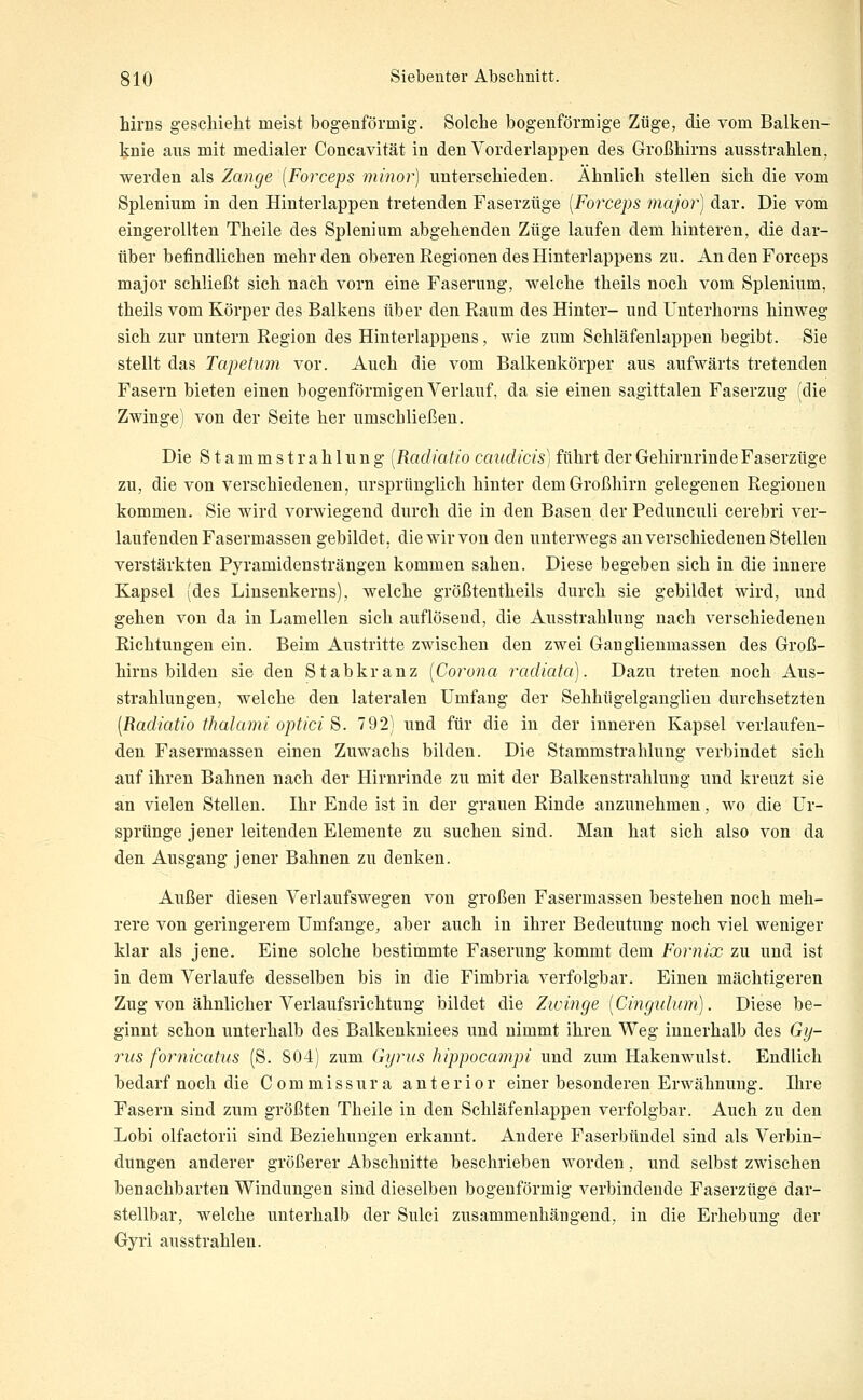 hirns geschieht meist bogenförmig. Solche bogenförmige Züge, die vom Balken- knie aus mit medialer Concavität in den Vorderlappen des Großhirns ausstrahlen, werden als Zange [Forceps minor] unterschieden. Ähnlich stellen sich die vom Splenium in den Hinterlappen tretenden Faserzüge [Forceps major] dar. Die vom eingerollten Theile des Splenium abgehenden Züge laufen dem hinteren, die dar- über befindlichen mehr den oberen Regionen des Hinterlappens zu. An den Forceps major schließt sich nach vorn eine Faserung, welche theils noch vom Splenium, theils vom Körper des Balkens über den Raum des Hinter- und Uuterhorns hinweg sich zur untern Region des Hinterlappens, wie zum Schläfenlappen begibt. Sie stellt das Tapetum vor. Auch die vom Balkenkörper aus aufwärts tretenden Fasern bieten einen bogenförmigen Verlauf, da sie einen sagittalen Faserzug (die Zwinge) von der Seite her umschließen. Die Stammstrahlung [Radiatio caudicis] führt der Gehirnrinde Faserzüge zu, die von verschiedenen, ursprünglich hinter dem Großhirn gelegenen Regionen kommen. Sie wird vorwiegend durch die in den Basen der Peduuculi cerebri ver- laufenden Fasermassen gebildet, die wir von den unterwegs an verschiedenen Stellen verstärkten Pyramidensträngen kommen sahen. Diese begeben sich in die innere Kapsel (des Linsenkerns), welche größtentheils durch sie gebildet wird, und gehen von da in Lamellen sich auflösend, die Ausstrahlung nach verschiedenen Richtungen ein. Beim Austritte zwischen den zwei Ganglienmassen des Groß- hirns bilden sie den Stabkranz [Corona radiata). Dazu treten noch Aus- strahlungen, welche den lateralen Umfang der Sehhügelganglien durchsetzten [Radiatio thalami optici 8. 792) und für die in der inneren Kapsel verlaufen- den Fasermassen einen Zuwachs bilden. Die Stammstrahlung verbindet sich auf ihren Bahnen nach der Hirnrinde zu mit der Balkenstrahlung und kreuzt sie an vielen Stellen. Ihr Ende ist in der grauen Rinde anzunehmen, wo die Ur- sprünge jener leitenden Elemente zu suchen sind. Man hat sich also von da den Ausgang jener Bahnen zu denken. Außer diesen Verlaufswegen von großen Fasermassen bestehen noch meh- rere von geringerem Umfange, aber auch in ihrer Bedeutung noch viel weniger klar als jene. Eine solche bestimmte Faserung kommt dem Fornix zu und ist in dem Verlaufe desselben bis in die Fimbria verfolgbar. Einen mächtigeren Zug von ähnlicher Verlaufsrichtung bildet die Zicinge [Cingidum). Diese be- ginnt schon unterhalb des Balkenkniees und nimmt ihren Weg innerhalb des Gij- rus fornicatus (S. 804) zum Gyriis kippocampi und zum Hakenwulst. Endlich bedarf noch die C o m m i ssur a anterior einer besonderen Erwähnung. Ihre Fasern sind zum größten Theile in den Schläfenlappen verfolgbar. Auch zu den Lobi olfactorii sind Beziehungen erkannt. Andere Faserbündel sind als Verbin- dungen anderer größerer Abschnitte beschrieben worden, und selbst zwischen benachbarten Windungen sind dieselben bogenförmig verbindende Faserzüge dar- stellbar, welche unterhalb der Sulci zusammenhängend, in die Erhebung der Gyri ausstrahlen.