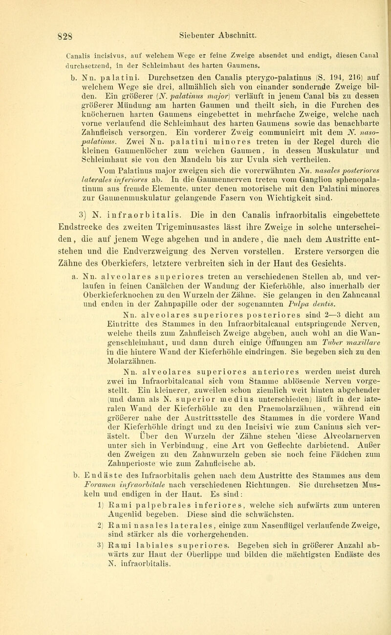 Canalis incisivus, auf -welchem Wege er feine Zweige absendet und endigt, diesen Canal durchsetzend, in der Schleimhaut des harten Gaumens, b. Nn. palatini. Durchsetzen den Canalis pteiygo-palatinus (S. 194, 216) auf welchem Wege sie drei, allmählich sich von einander sondernde Zweige bil- den. Ein größerer [N. jialatinus major) verläuft in jenem Canal bis zu dessen größerer Mündung am harten Gaumen und theilt sich, in die Furchen des knöchernen harten Gaumens eingebettet in mehrfache Zweige, welche nach vorne verlaufend die Schleimhaut des harten Gaumens sowie das benachbarte Zahnfleisch versorgen. Ein vorderer Zweig communicirt mit dem N. naso- palatinus. Zwei Nn. palatini minores treten in der Regel durch die kleinen Gaumenlöcher zum weichen Gaumen, in dessen Muskulatur und Schleimhaut sie von den Mandeln bis zur Uvula sich vertheiien. Vom Palatinus major zweigen sich die vorerwähnten Nn. nasales posteriores laterales mferiores ab. In die Gaumennerven treten vom Ganglion sphenopala- tinum aus fremde Elemente, unter denen motorische mit den Palatini minores zur Gaumenmuskulatur gelangende Fasern von Wichtigkeit sind. 3) N. infraorb italis. Die in den Canalis infraorbitalis eingebettete Endstrecke des zweiten Trigeminusastes lässt ihre Zweige in solche unterschei- den, die auf jenem Wege abgehen und in andere, die nach dem Austritte ent- stehen und die Endverzweigung des Nerven vorstellen. Erstere versorgen die Zähne des Oberkiefers, letztere verbreiten sich in der Haut des Gesichts. a. Nn. alveolares superiores treten an verschiedenen Stellen ab, und ver- laufen in feinen Canälchen der Wandung der Kieferhöhle, also innerhalb der Oberkieferknochen zu den Wurzeln der Zähne. Sie gelangen in den Zahncanal und enden in der Zahnpapille oder der sogenannten Ttdpa dentis. Nn. alveolares superiores posteriores sind 2—3 dicht am Eintritte des Stammes in den Infraorbitalcanal entspringende Nerven, welche theils zum Zahnfleisch Zweige abgeben, auch wohl an die Wan- genschleimhaut, und dann durch einige Offnungen am Tuber maxülai-e in die hintere Wand der Kieferhöhle eindringen. Sie begeben sich zu den Molarzähnen. Nn. alveolares superiores anteriores werden meist durch zwei im Infraorbitalcanal sich vom Stamme ablösende Nerven vorge- stellt. Ein kleinerer, zuweilen schon ziemlich weit hinten abgehender (und dann als N. superior medius unterschieden) läuft in der late- ralen Wand der Kieferhöhle zu den Praemolarzähnen, während ein größerer nahe der Austrittsstelle des Stammes in die vordere Wand der Kieferhöhle dringt und zu den Incisivi wie zum Caninus sich ver- ästelt. Über den Wurzeln der Zähne stehen 'diese Alveolarnerven unter sich in Verbindung, eine Art von Geflechte darbietend. Außer den Zweigen zu den Zahnwurzeln geben sie noch feine Fädchen zum Zahnperioste wie zum Zahnfleische ab. b. Endäste des Infraorbitalis gehen nach dem Austritte des Stammes aus dem Foramen infraorhitale nach verschiedenen Richtungen. Sie durchsetzen Mus- keln und endigen in der Haut. Es sind: 1) Rami palpebrales inferiores, welche sich aufwärts zum unteren Augenlid begeben. Diese sind die schwächsten. 2) Rami nasales laterales, einige zum Nasenflügel verlaufende Zweige, sind stärker als die vorhergehenden. 3) Rami labiales superiores. Begeben sich in größerer Anzahl ab- wärts zur Haut der Oberlippe und bilden die mächtigsten Endäste des N. infraorbitalis.