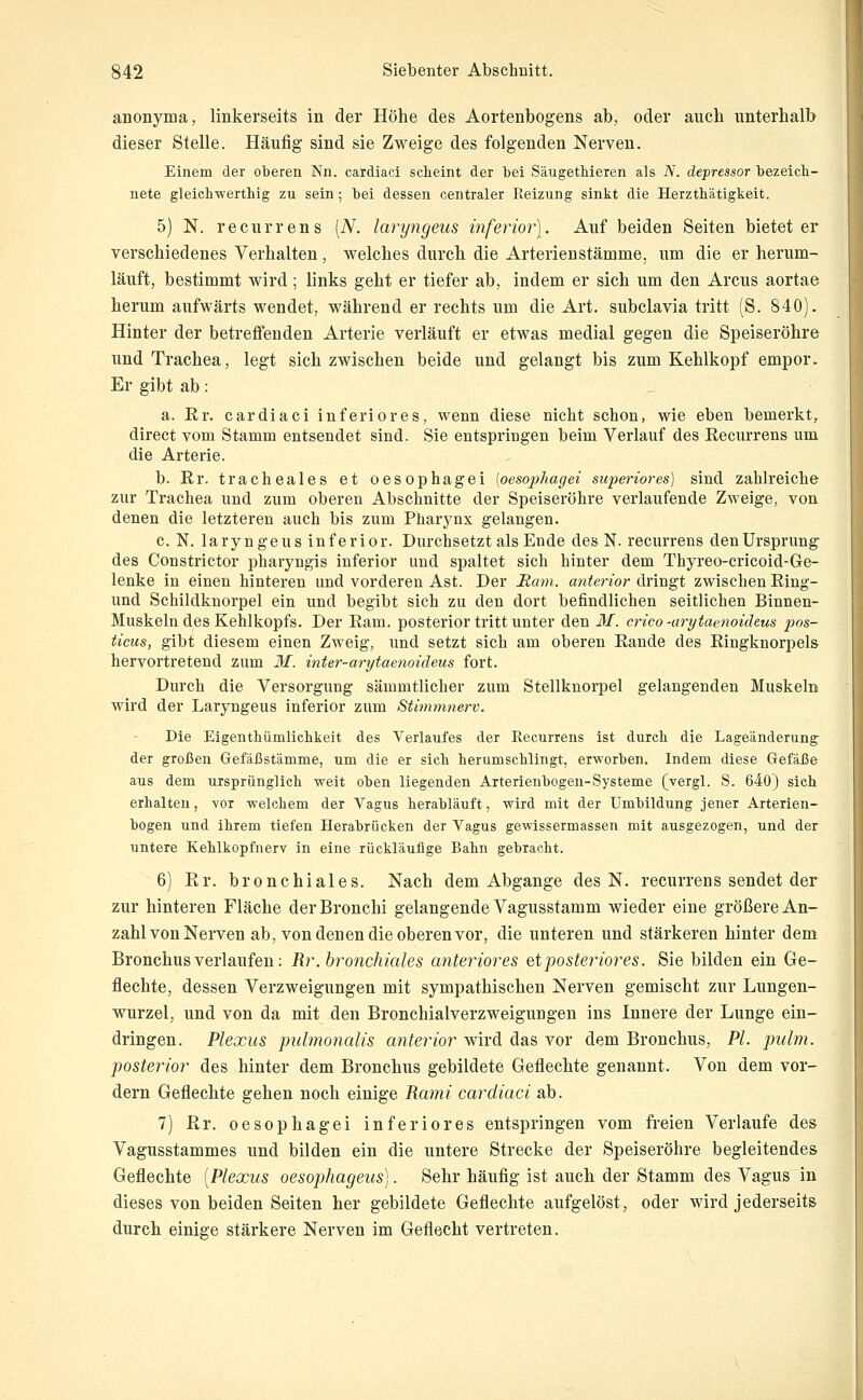 anonyma, linkerseits in der Höhe des Aortenbogens ab, oder auch unterhalb dieser Stelle. Häufig sind sie Zweige des folgenden Nerven. Einem der oberen Nn. cardiaci scheint der bei Säugethieren als N. depressor bezeich- nete gleichwerthig zu sein; bei dessen centraler Reizung sinkt die Herzth'ätigkeit. 5) N. recurrens [N. laryngeus inferior). Auf beiden Seiten bietet er verschiedenes Verhalten, welches durch die Arterienstämme, um die er herum- läuft, bestimmt wird; links geht er tiefer ab, indem er sich um den Arcus aortae herum aufwärts wendet, während er rechts um die Art. subclavia tritt (S. 840). Hinter der betreffenden Arterie verläuft er etwas medial gegen die Speiseröhre und Trachea, legt sich zwischen beide und gelangt bis zum Kehlkopf empor. Er gibt ab : _ a. Er. cardiaci inferiores, wenn diese nicht schon, wie eben bemerkt, direct vom Stamm entsendet sind. Sie entspringen beim Verlauf des Recurrens um die Arterie. b. Er. tracheales et oesophagei {oesojjJmc/ei supenores) sind zahlreiche zur Trachea und zum oberen Abschnitte der Speiseröhre verlaufende Zweige, von denen die letzteren auch bis zum Pharynx gelangen. c. N. laryngeus inferior. Durchsetzt als Ende des N. recurrens den Ursprung des Constrictor pharyngis inferior und spaltet sich hinter dem Thyreo-cricoid-Ge- lenke in einen hinteren und vorderen Ast. Der Hcwi. anterior dringt zwischen Eing- und Schildknorpel ein und begibt sich zu den dort befindlichen seitlichen Binnen- Muskeln des Kehlkopfs. Der Eam. posterior tritt unter den M. crico -arytaeiioideus pos- ticus, gibt diesem einen Zweig, und setzt sich am oberen Eande des Eingknorpels hervortretend zum 31. inter-arytaenoideus fort. Durch die Versorgung sämmtlicher zum Stellknorpel gelangenden Muskeln wird der Laryngeus inferior zum Stimmnerv. Die Eigenthümlichkeit des Verlaufes der Recurrens ist durch die Lageänderung der großen Gefäßstämme, um die er sich herumschlingt, erworben. Indem diese Gefäße aus dem ursprünglich weit oben liegenden Arterienbogeu-Systeme (vergl. S. 640) sich erhalten, vor welchem der Vagus herabläuft, wird mit der Umbildung jener Arterien- bogen und ihrem tiefen Herabrücken der Vagus gewissermassen mit ausgezogen, und der untere Kehlkopfnerv in eine rückläufige Bahn gebracht. 6) Rr. bronchiales. Nach dem Abgange des N. recurrens sendet der zur hinteren Fläche der Bronchi gelangende Vagusstamm wieder eine größere An- zahl von Nerven ab, von denen die oberen vor, die unteren und stärkeren hinter dem Bronchus verlaufen: Rr. bronchiales anteriores et posteriores. Sie bilden ein Ge- flechte, dessen Verzweigungen mit sympathischen Nerven gemischt zur Lungen- wurzel, und von da mit den Bronchialverzweigungen ins Innere der Lunge ein- dringen. Plexus pulmonalis anterior wird das vor dem Bronchus, PI. pulm. posterior des hinter dem Bronchus gebildete Geflechte genannt. Von dem vor- dem Geflechte gehen noch einige Raini cardiaci ab. 7) Rr. oesophagei inferiores entspringen vom freien Verlaufe des Vagusstammes und bilden ein die untere Strecke der Speiseröhre begleitendes Geflechte [Plexus oesophageus]. Sehr häufig ist auch der Stamm des Vagus in dieses von beiden Seiten her gebildete Geflechte aufgelöst, oder wird jederseits durch einige stärkere Nerven im Geflecht vertreten.