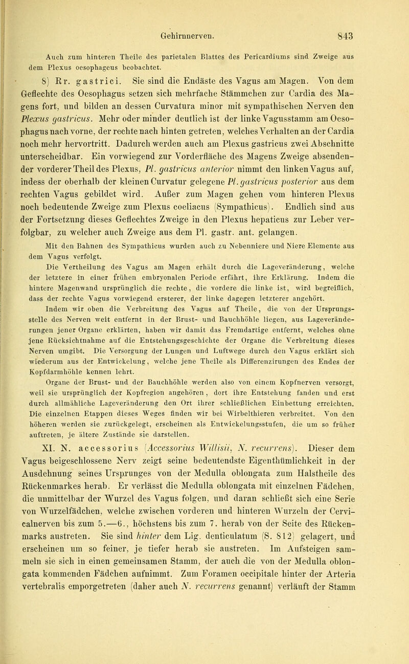 Auch zum hinteren Theile des parietalen Blattes des Pericardiums sind Zweige aus dem Plexus oesophageus beobachtet. 8) Rr. gastrici. Sie sind die Endäste des Vagus am Magen. Von dem Geflechte des Oesophagus setzen sich mehrfache Stämmchen zur Cardia des Ma- gens fort, und bilden an dessen Curvatura minor mit sympathischen Nerven den Plexus gastricus. Mehr oder minder deutlich ist der linke Vagusstamm am Oeso- phagus nach vorne, der rechte nach hinten getreten, welches Verhalten an der Cardia noch mehr hervortritt. Dadurch werden auch am Plexus gastricus zwei Abschnitte unterscheidbar. Ein vorwiegend zur Vorderfläche des Magens Zweige absenden- der vorderer Theil des Plexus, PL gastricus anterior nimmt den linken Vagus auf, indess der oberhalb der kleinen Curvatur gelegene PI. gastricus posterior aus dem rechten Vagus gebildet wird. Außer zum Magen gehen vom hinteren Plexus noch bedeutende Zweige zum Plexus coeliacus (Sympathicus). Endlich sind aus der Fortsetzung dieses Geflechtes Zweige in den Plexus hepaticus zur Leber ver- folgbar, zu welcher auch Zweige aus dem PI. gastr. ant. gelangen. Mit den Bahnen des Sympathicus wurden auch zu Nebenniere und Niere Elemente aus dem Vagus verfolgt. Die Vertheilung des Vagus am Magen erhält durch die Lageveränderung, welche der letztere in einer frühen embryonalen Periode erfährt, ihre Erklärung. Indem die hintere Magenwand ursprünglich die rechte, die vordere die linke ist, wird begreiflich, dass der rechte Vagus vorwiegend ersterer, der linke dagegen letzterer angehört. Indem wir oben die Verbreitung des Vagus auf Theile, die von der Ursprungs- stelle des Nerven weit entfernt in der Brust- und Bauchhöhle liegen, aus Lageverände- rungen jener Organe erklärten, haben wir damit das Fremdartige entfernt, welches ohne jene Rücksichtnahme auf die Entstehungsgeschichte der Organe die Verbreitung dieses Nerven umgibt. Die Versorgung der Lungen und Luftwege durch den Vagus erklärt sich wiederum aus der Entwickelung, welche jene Theile als Differenzirungen des Endes der Kopfdarmhöhle kennen lehrt. Organe der Brust- und der Bauchhöhle werden also von einem Kopfnerven versorgt, weil sie ursprünglich der Kopfregion angehören , dort ihre Entstehung fanden und erst durch allmähliche Lageveränderung den Ort ihrer schließlichen Einbettung erreichten. Die einzelnen Etappen dieses Weges finden wir bei Wirbelthieren verbreitet. Von den höheren werden sie zurückgelegt, erscheinen als Entwickelungsstufen, die um so früher auftreten, je ältere Zustände sie darstellen. XL N. accessorius [Accessorius Willisii, N. recurrens). Dieser dem Vagus beigeschlossene Nerv zeigt seine bedeutendste Eigenthümlichkeit in der Ausdehnung seines Ursprunges von der MeduUa oblongata zum Halstheile des Rückenmarkes herab. Er verlässt die Medulla oblongata mit einzelnen Fädchen, die unmittelbar der Wurzel des Vagus folgen, und daran schließt sich eine Serie von Wurzelfädchen, welche zwischen vorderen und hinteren Wurzeln der Cervi- calnerven bis zum 5.—6., höchstens bis zum 7. herab von der Seite des Rücken- marks austreten. Sie sind hinter dem Lig. denticulatum (S. 812) gelagert, und erscheinen um so feiner, je tiefer herab sie austreten. Im Aufsteigen sam- meln sie sich in einen gemeinsamen Stamm, der auch die von der Medulla oblon- gata kommenden Fädchen aufnimmt. Zum Foramen occipitale hinter der Arteria vertebralis emporgetreten (daher auch N. recurrens genannt) verläuft der Stamm