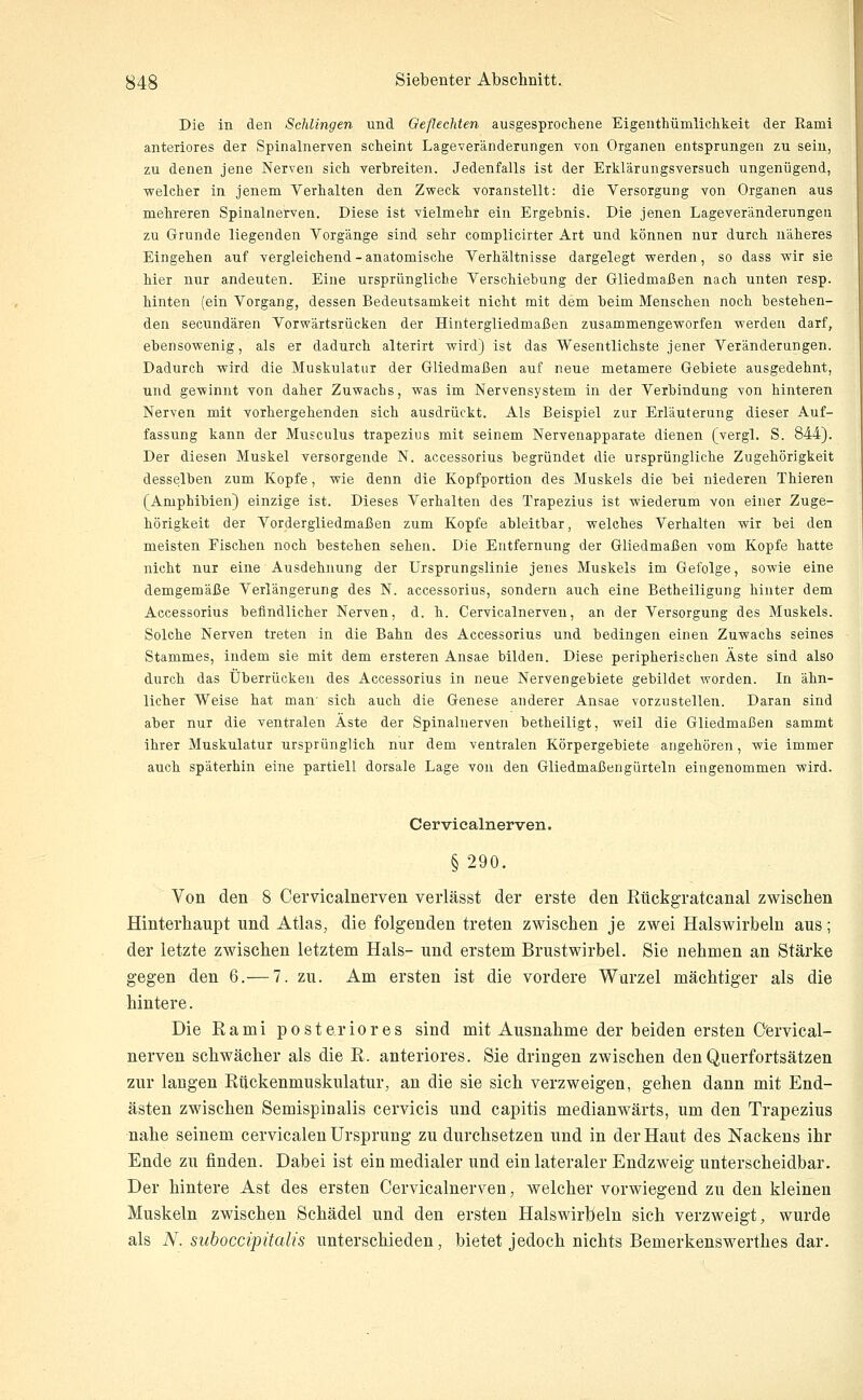 Die in den Schlingen und Geflechten ausgesprochene Elgenthümlichkelt der Rami anteriores der Spinalnerven scheint Lageveränderungen von Organen entsprungen zu sein, zu denen jene Nerven sich verhreiten. Jedenfalls ist der Erklärungsversuch ungenügend, welcher in jenem Verhalten den Zweck voranstellt: die Versorgung von Organen aus mehreren Spinalnerven. Diese ist vielmehr ein Ergebnis. Die jenen Lageveränderungeu zu Grunde liegenden Vorgänge sind sehr complicirter Art und können nur durch näheres Eingehen auf vergleichend-anatomische Verhältnisse dargelegt werden, so dass wir sie hier nur andeuten. Eine ursprüngliche Verschiebung der Gliedmaßen nach unten resp. hinten (ein Vorgang, dessen Bedeutsamkeit nicht mit dem beim Menschen noch bestehen- den secundären Vorwärtsrücken der Hintergliedmaßen zusammengeworfen werden darf, ebensowenig, als er dadurch alterirt wird) ist das Wesentlichste jener Veränderungen. Dadurch wird die Muskulatur der Gliedmaßen auf neue metamere Gebiete ausgedehnt, und gewinnt von daher Zuwachs, was im Nervensystem in der Verbindung von hinteren Nerven mit vorhergehenden sich ausdrückt. Als Beispiel zur Erläuterung dieser Auf- fassung kann der Musculus trapezius mit seinem Nervenapparate dienen (vergl. S. 844). Der diesen Muskel versorgende N. accessorius begründet die ursprüngliche Zugehörigkeit desselben zum Kopfe, wie denn die Kopfportion des Muskels die bei niederen Thieren (Amphibien) einzige ist. Dieses Verhalten des Trapezius ist wiederum von einer Zuge- hörigkeit der Vordergliedmaßen zum Kopfe ableitbar, welches Verhalten wir bei den meisten Fischen noch bestehen sehen. Die Entfernung der Gliedmaßen vom Kopfe hatte nicht nur eine Ausdehnung der Ursprungslinie jenes Muskels im Gefolge, sowie eine demgemäße Verlängerung des N. accessorius, sondern auch eine Betheiligung hinter dem Accessorius befindlicher Nerven, d. h. Cervicalnerven, an der Versorgung des Muskels. Solche Nerven treten in die Bahn des Accessorius und bedingen einen Zuwachs seines Stammes, indem sie mit dem ersteren Ansäe bilden. Diese peripherischen Äste sind also durch das Überrücken des Accessorius in neue Nervengebiete gebildet worden. In ähn- licher Weise hat man' sich auch die Genese anderer Ansäe vorzustellen. Daran sind aber nur die ventralen Äste der Spinalnerven betheiligt, weil die Gliedmaßen sammt ihrer Muskulatur ursprünglich nur dem ventralen Körpergebiete angehören, wie immer auch späterhin eine partiell dorsale Lage von den Gliedmaßengürteln eingenommen wird. Cervicalnerven. §290. Von den 8 Cervicalnerven verlässt der erste den Rückgratcanal zwischen Hinterhaupt und Atlas, die folgenden treten zwischen je zwei Halswirbeln aus; der letzte zwischen letztem Hals- und erstem Brustwirbel. Sie nehmen an Stärke gegen den 6.— 7. zu. Am ersten ist die vordere Wurzel mächtiger als die hintere. Die Rami posteriores sind mit Ausnahme der beiden ersten Cfervical- nerven schwächer als die ß. anteriores. Sie dringen zwischen den Querfortsätzen zur langen Rückenmuskulatur, an die sie sich verzweigen, gehen dann mit End- ästen zwischen Semispinalis cervicis und capitis medianwärts, um den Trapezius nahe seinem cervicalen Ursprung zu durchsetzen und in der Haut des Nackens ihr Ende zu finden. Dabei ist ein medialer und ein lateraler Endzweig unterscheidbar. Der hintere Ast des ersten Cervicalnerven, welcher vorwiegend zu den kleinen Muskeln zwischen Schädel und den ersten Halswirbeln sich verzweigt, wurde als N. suboccipitalis unterschieden, bietet jedoch nichts Bemerkenswerthes dar.