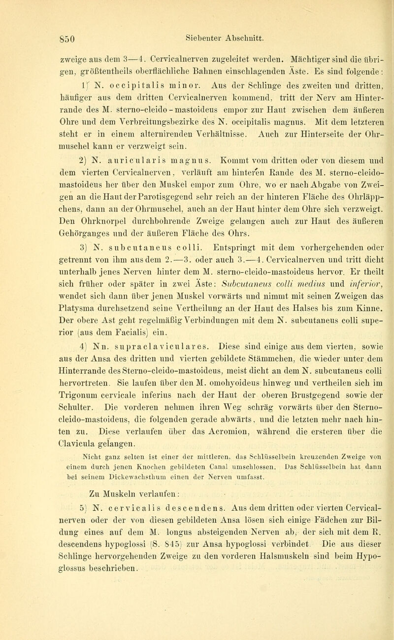zweige aus dem 3—4. Cervicalnerven zugeleitet werden. Mächtiger sind die übri- gen, größtentlieils oberfiäeliliclie Bahnen einschlagenden Äste. Es sind folgende: Ij N. occipitalis minor. Aus der Schlinge des zweiten und dritten, häufiger aus dem dritten Cervicalnerven kommend, tritt der Nerv am Hinter- rande des M. sterno-cleido - mastoideus empor zur Haut zwischen dem äußeren Ohre und dem Verbreitungsbezirke des N. occipitalis magnus. Mit dem letzteren steht er in einem alternirenden Verhältnisse. Auch zur Hinterseite der Ohr- muschel kann er verzweigt sein. 2) N. auricularis magnus. Kommt vom dritten oder von diesem und dem vierten Cervicalnerven, verläuft am hinteren Rande des M. sterno-cleido- mastoideus her über den Muskel empor zum Ohre, wo er nach Abgabe von Zwei- gen an die Haut der Parotisgegend sehr reich an der hinteren Fläche des Ohrläpp- chens, dann an der Ohrmuschel, auch an der Haut hinter dem Ohre sich verzweigt. Den Ohrknorpel durchbohrende Zweige gelangen auch zur Haut des äußeren Gehörganges und der äußeren Fläche des Ohrs. 3) N. subcutaneus colli. Entspringt mit dem vorhergehenden oder getrennt von ihm aus dem 2.—3. oder auch 3.-4. Cervicalnerven und tritt dicht unterhalb jenes Nerven hinter dem M. sterno-cleido-mastoideus hervor. Er theilt sich früher oder später in zwei Äste: Subcutaneus colli rnedius und inferior, wendet sich dann über jenen Muskel vorwärts und nimmt mit seinen Zweigen das Platysma durchsetzend seine Vertheilung an der Haut des Halses bis zum Kinne. Der obere Ast geht regelmäßig Verbindungen mit dem N. subcutaneus colli supe- rior (aus dem Facialis) ein. 4) Nn. supraclaviculares. Diese sind einige aus dem vierten, sowie aus der Ansa des dritten und vierten gebildete Stämmchen, die wieder unter dem Hinterrande des Sterno-cleido-mastoideus, meist dicht au dem N. subcutaneus colli hervortreten. Sie laufen über den M. omohyoideus hinweg und vertheilen sich im Trigonum cervicale inferius nach der Haut der oberen Brustgegend sowie der Schulter. Die vorderen nehmen ihren Weg schräg vorwärts über den Sterno- cleido-mastoideus, die folgenden gerade abwärts, und die letzten mehr nach hin- ten zu. Diese verlaufen über das Acromion, während die ersteren über die Clavicula gelangen. Nicht ganz gelten ist einer der mittleren, das Schlüsselbein kreuzenden Zweige Ton einem durch jenen Knochen gebildeten Canal umschlossen. Das Schlüsselbein hat dann bei seinem DickeTvachsthum einen der Nerven umfasst. Zu Muskeln verlaufen: 5) N. cervicalis descendens. Aus dem dritten oder vierten Cervical- nerven oder der von diesen gebildeten Ansa lösen sich einige Fädchen zur Bil- dung eines auf dem M. longus absteigenden Nerven ab, der sich mit dem R. descendens hypogiossi (S. 845) zur Ansa hypogiossi verbindet. Die aus dieser Schlinge hervorgehenden Zweige zn den vorderen Halsmuskeln sind beim Hypo- giossus beschrieben.