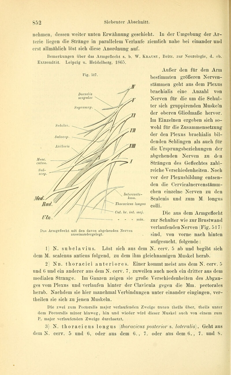 Fig. 517. Dorsalis scaptdae Sxiprastwp Sniclav nehmen, dessen weiter unten Erwähnung geschieht. In der Umgebung der Ar- terie liegen die Stränge in parallelem Verlaufe ziemlich nahe bei einander und erst allmählich löst sich diese Anordnung auf. Bemerkungen über das Armgeüecht s. b. W. Krause, Beitr. zur Neurologie, d. ob. Extremität. Leipzig u. Heidelberg. 1865. Außer den für den Arm bestimmten größeren Nerven- stämmen geht aus dem Plexus brachialis eine Anzahl von Nerven für die um die Schul- ter sich gruppirenden Muskeln der oberen Gliedmaße hervor. Im Einzelnen ergeben sich so- wohl für die Zusammensetzung der den Plexus brachialis bil- denden Schlingen als auch für die Ursprungsbeziehungen der abgehenden Nerven zu den Strängen des Geflechtes zahl- reiche Verschiedenheiten. Noch vor der Plexusbilduug entsen- den die Cervicalnervenstämm- chen einzelne Nerven zu den Scalenis und zum M. longus colli. Die aus dem Armgeflecht zur Schulter wie zur Brustwand verlaufenden Nerven (Fig. 517) sind, von vorne nach hinten aufgesucht, folgende: 1) N. subclavius. Löst sich aus dem N. cerv. 5 ab und begibt sich dem M. scalenus anticus folgend, zu dem ihm gleichnamigen Muskel herab. 2) Nn. thoracici anteriores. Einer kommt meist aus dem N. cerv. 5 und 6 und ein anderer aus dem N. cerv. 7, zuweilen auch noch ein dritter aus dem medialen Strange. Im Ganzen zeigen sie große Verschiedenheiten des Abgan- ges vom Plexus und verlaufen hinter der Clavicula gegen die Mm. pectorales herab. Nachdem sie hier manchmal Verbindungen unter einander eingingen, ver- theilen sie sich zu jenen Muskeln. Die zwei zum Pectoralis major verlaufenden Zweige treten theils über, tlieils unter dem Pectoralis minor hinweg, hin und wieder wird dieser Muskel auch von einem zum P, major verlaufenden Zweige durchsetzt. 3) N. thoracic US longus [thoracicus posterior s,. lateralis). Gehtaus dem N. cerv. 5 und 6, oder aus dem 6., 7. oder aUs dem 6., 7. und 8. acicus longus br. int. niaj. Das Armgefleclit mit den davon abgelienden Nerven auseinandergelegt.