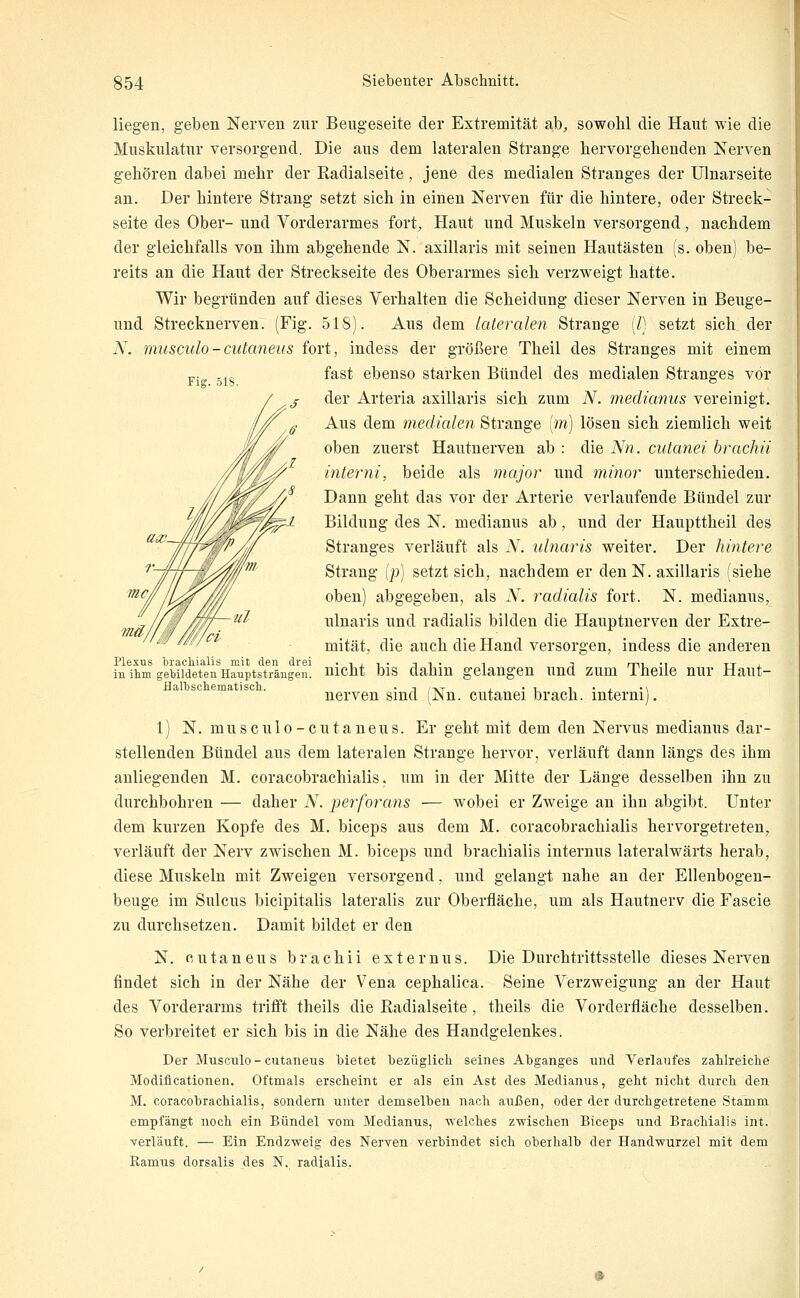 Fig. 518. liegen, geben Nerven zur Beugeseite der Extremität ab, sowohl die Haut wie die Muskulatur versorgend. Die aus dem lateralen Strange hervorgehenden Nerven gehören dabei mehr der Radialseite, jene des medialen Stranges der Ulnarseite an. Der hintere Strang setzt sich in einen Nerven für die hintere, oder Streck- seite des Ober-und Vorderarmes fort. Haut und Muskeln versorgend, nachdem der gleichfalls von ihm abgehende N. axillaris mit seinen Hautästen (s. oben) be- reits an die Haut der Streckseite des Oberarmes sich verzweigt hatte. Wir begründen auf dieses Verhalten die Scheidung dieser Nerven in Beuge- und Strecknerven. (Fig. 518). Aus dem lateralen Strange (/) setzt sich der N. musculo-cutaneus fort, indess der größere Theil des Stranges mit einem fast ebenso starken Bündel des medialen Stranges vor der Arteria axillaris sich zum N. medianus vereinigt. Aus dem medialen Strange [m] lösen sich ziemlich weit oben zuerst Hautnerven ab : die Nn. cutanei brachii interni, beide als major und minor unterschieden. Dann geht das vor der Arterie verlaufende Bündel zur Bildung des N. medianus ab, und der Haupttheil des Stranges verläuft als N. ulnaris weiter. Der hintere Strang [p] setzt sich, nachdem er den N. axillaris (siehe oben) abgegeben, als N. radialis fort. N. medianus, ulnaris und radialis bilden die Hauptnerven der Extre- mität, die auch die Hand versorgen, indess die anderen nicht bis dahin gelangen und zum Theile nur Haut- nerven sind (Nn. cutanei brach, interni). -mä, Plexus brackialis mit den drei in ihm gebildeten Hauptsträngen. Halbsclieniatiscli. 1) N. musculo-cutaneus. Er geht mit dem den Nervus medianus dar- stellenden Bündel aus dem lateralen Strange hervor, verläuft dann längs des ihm anliegenden M. coracobrachialis. um in der Mitte der Länge desselben ihn zu durchbohren — daher N. perforans — wobei er Zweige an ihn abgibt. Unter dem kurzen Kopfe des M. biceps aus dem M. coracobrachialis hervorgetreten, verläuft der Nerv zwischen M. biceps und brachialis internus lateralwärts herab, diese Muskeln mit Zweigen versorgend, und gelangt nahe an der Ellenbogen- beuge im Sulcus bicipitalis lateralis zur Oberfläche, um als Hautnerv die Fascie zu durchsetzen. Damit bildet er den N. cutaneus brachii externus. Die Durchtrittsstelle dieses Nerven findet sich in der Nähe der Vena cephalica. Seine Verzweigung an der Haut des Vorderarms trifft theils die Radialseite, theils die Vorderfläche desselben. So verbreitet er sich bis in die Nähe des Handgelenkes. Der Musculo - cutaneus bietet bezüglich seines Abganges und Verlaufes zablreicbe Modiflcationen. Oftmals erscbeint er als ein Ast des Medianus, geht nicht durch den M. coracobrachialis, sondern unter demselben nach außen, oder der durchgetretene Stamni empfängt noch ein Bündel vom Medianus, ^velches zwischen Biceps und Brachialis int. verläuft. — Ein Endzweig des Nerven verbindet sich oberhalb der Handwurzel mit dem ßamus dorsalis des N. radialis.
