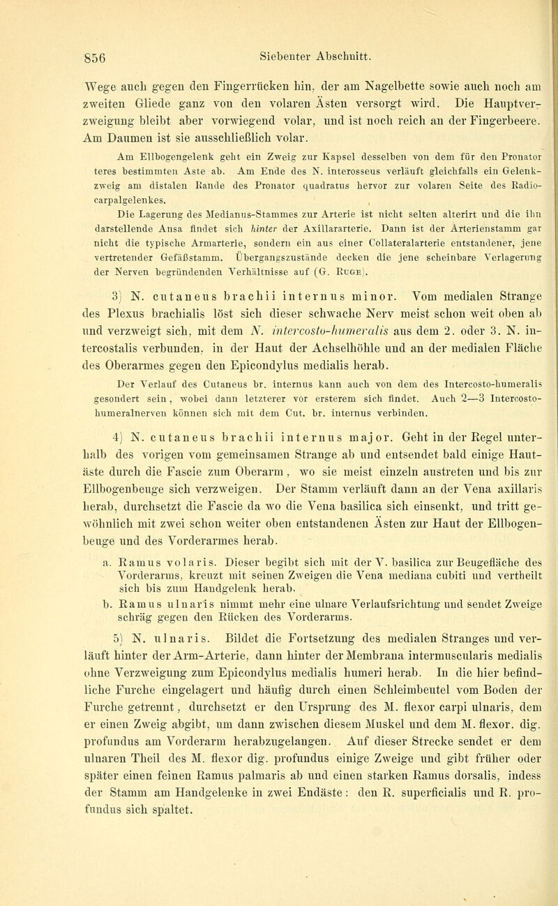 Wege aucli gegen den Fingerrücken Lin, der am Nagelbette sowie ancli noch am zweiten Gliede ganz von den volaren Ästen versorgt wird. Die Haiiptver- zweigung bleibt aber vorwiegend volar, nnd ist noch reich an der Fingerbeere. Am Daumen ist sie ausschließlich volar. Am Ellbogengelenk geht ein Zweig zur Kapsel desselben von dem für den Pronator teres l)estimmten Aste ab. Am Ende des N. interosseus verläuft gleichfalls ein Gelenk- zweig am distalen Eande des Pronator quadratus hervor zur volaren Seite des Radio- carpalgelenkes. Die Lagerung des Medianus-Stammes zur Arterie ist nicht selten alterirt und die ihn darstellende Ansa findet sich hinter der Axillararterie. Dann ist der Arterienstamm gar nicht die typische Armarterie, sondern ein aus einer Collateralarterie entstandener, jene vertretender Gefäßstamm. Ühergangszustände decken die jene scheinbare Verlagerung der Nerven begründenden Verhältnisse auf (G. Rüge). 3) N. cutaneus brachii internus minor. Vom medialen Strange des Plexus brachialis löst sich dieser schwache Nerv meist schon weit oben ab und verzweigt sich, mit dem N. intercostu-humeralis aus dem 2. oder 3. N. iu- tercostalis verbunden,, in der Haut der Achselhöhle und an der medialen Fläche des Oberarmes gegen den Epicondylus medialis herab. Der Verlauf des Cutaneus br. internus kann auch von dem des Intercosto-humeralis gesondert sein , wobei dann letzterer vor ersterem sich findet. Auch 2—3 Intercosto- humeralnerven können sich mit dem Cut. br. internus verbinden. 4) N. cutaneus brachii internus major. Geht in der Regel unter- halb des vorigen vom gemeinsamen Strange ab und entsendet bald einige Haut- äste durch die Fascie zum Oberarm , wo sie meist einzeln austreten und bis zur Ellbogenbeuge sich verzweigen. Der Stamm verläuft dann an der Vena axillaris herab, durchsetzt die Fascie da wo die Vena basilica sich einsenkt, und tritt ge- wöhnlich mit zwei schon weiter oben entstandenen Ästen zur Haut der Ellbogen- beuge und des Vorderarmes herab. a. Ramus volaris. Dieser begibt sich mit der V. basilica zur Beugefläche des Vorderarms, kreuzt mit seinen Zweigen die Vena mediana cubiti und vertheilt sich bis zum Handgelenk herab. b. Ramus ulnarls nimmt mehr eine ulnare Verlaufsrichtung imd sendet Zweige schräg gegen den Rücken des Vorderarms. 5) N. ulnaris. Bildet die Fortsetzung des medialen Stranges und ver- läuft hinter der Arm-Arterie, dann hinter der Membrana intermuscularis medialis ohne Verzweigung zum Epicondylus medialis humeri herab. In die hier befind- liche Furche eingelagert und häufig durch einen Schleimbeutel vom Boden der Furche getrennt, durchsetzt er den Ursprung des M. flexor carpi ulnaris, dem er einen Zweig abgibt, um dann zwischen diesem Muskel und dem M. flexor. dig. profundus am Vorderarm herabzugelangen. Auf dieser Strecke sendet er dem ulnaren Theil des M. flexor dig. profundus einige Zweige und gibt früher oder später einen feinen Ramus palmaris ab und einen starken Ramus dorsalis, indess der Stamm am Handgelenke in zwei Endäste: den R. superficialis und R. pro- fundus sich spaltet.