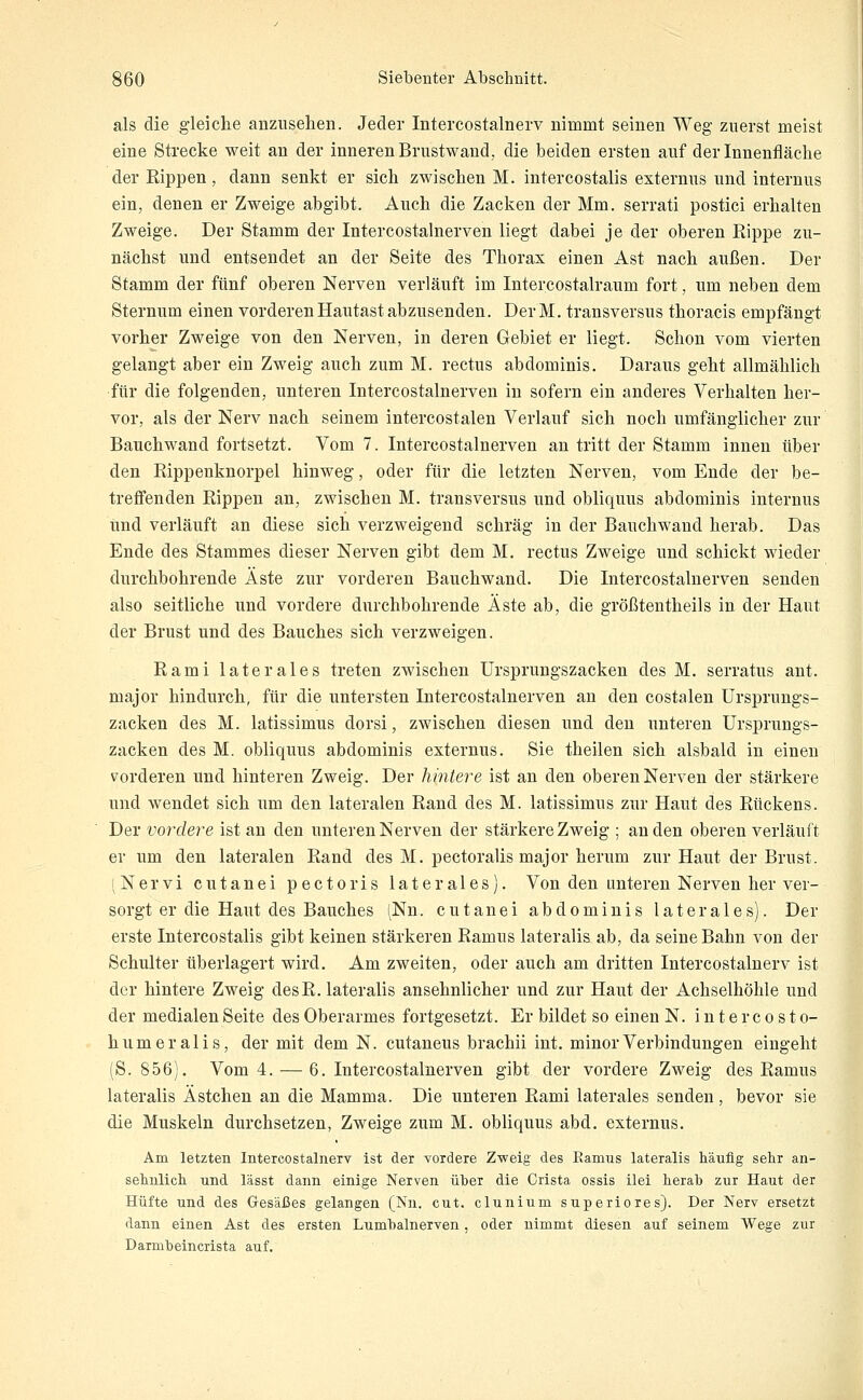 als die gleiche anzusehen. Jeder Intercostalnerv nimmt seinen Weg zuerst meist eine Strecke weit an der inneren Brustwand, die beiden ersten auf der Innenfläche der Eippen, dann senkt er sich zwischen M. intercostalis externus und internus ein, denen er Zweige abgibt. Auch die Zacken der Mm. serrati postici erhalten Zweige. Der Stamm der Intercostalnerven liegt dabei je der oberen Rippe zu- nächst und entsendet an der Seite des Thorax einen Ast nach außen. Der Stamm der fünf oberen Nerven verläuft im Intercostalraum fort, um neben dem Sternum einen vorderen Hautast abzusenden. DerM. transversus thoracis empfängt vorher Zweige von den Nerven, in deren Gebiet er liegt. Schon vom vierten gelangt aber ein Zweig auch zum M. rectus abdominis. Daraus geht allmählich für die folgenden, unteren Intercostalnerven in sofern ein anderes Verhalten her- vor, als der Nerv nach seinem intercostalen Verlauf sich noch umfänglicher zur Bauchwand fortsetzt. Vom 7. Intercostalnerven an tritt der Stamm innen über den Rippenknorpel hinweg, oder für die letzten Nerven, vom Ende der be- treffenden Rippen an, zwischen M. transversus und obliquus abdominis internus und verläuft an diese sich verzweigend schräg in der Bauchwand herab. Das Ende des Stammes dieser Nerven gibt dem M. rectus Zweige und schickt wieder durchbohrende Äste zur vorderen Bauchwand. Die Intercostalnerven senden also seitliche und vordere durchbohrende Äste ab, die größtentheils in der Haut der Brust und des Bauches sich verzweigen. Rami laterales treten zwischen ürsprungszacken des M. serratus ant. major hindurch, für die untersten Intercostalnerven an den costalen ürsprungs- zacken des M. latissimus dorsi, zwischen diesen und den unteren Ursprungs- zacken des M. obliquus abdominis externus. Sie theilen sich alsbald in einen vorderen und hinteren Zweig. Der hintere ist an den oberen Nerven der stärkere und wendet sich um den lateralen Rand des M. latissimus zur Haut des Rückens. Der vorxlere ist an den unteren Nerven der stärkere Zweig ; an den oberen verläuft er um den lateralen Rand des M. pectoralis major herum zur Haut der Brust. (Nervi cutanei pectoris laterales). Von den unteren Nerven her ver- sorgt er die Haut des Bauches (Nn. cutanei abdominis laterales). Der erste Intercostalis gibt keinen stärkeren Ramus lateralis ab, da seine Bahn von der Schulter überlagert wird. Am zweiten, oder auch am dritten Intercostalnerv ist der hintere Zweig des R. lateralis ansehnlicher und zur Haut der Achselhöhle und der medialen Seite des Oberarmes fortgesetzt. Er bildet so einen N. intercosto- humeralis, der mit dem N. cutaneus brachii int. minor Verbindungen eingeht (S. 856). Vom 4. — 6. Intercostalnerven gibt der vordere Zweig des Ramus lateralis Ästchen an die Mamma. Die unteren Rami laterales senden , bevor sie die Muskeln durchsetzen, Zweige zum M. obliquus abd. externus. Am letzten Intercostalnerv ist der vordere Zweig des Ramus lateralis häufig sehr an- sehnlich und lässt dann einige Nerven über die Crista ossis ilei herab zur Haut der Hüfte und des Gesäßes gelangen (Nn. cut. clunium superiores). Der Nerv ersetzt dann einen Ast des ersten Lumbalnerven, oder nimmt diesen auf seinem Wege zur Darmbein crista auf.